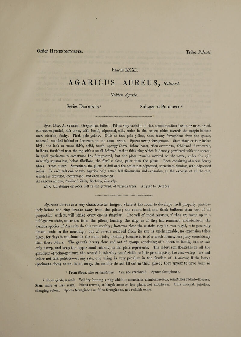 Plate LXXI. AGARICUS AUREUS, Bulliard. Golden Agaric. Series Derminus.^ Sub-genus Pholiota.^ Spec. Char. A. aureus. Gregarious, tufted. Pileus very variable in size, sometimes four inches or more broad, convexo-expanded, rich tawny with broad, adpressed, silky scales in the centre, which towards the margin become mere streaks; fleshy. Flesh pale yellow. Gills at first pale yellow, then tawny ferruginous from the spores, adnexed, rounded behind or decurrent in the same group. Spores tawny ferruginous. Stem three or four inches high, one inch or more thick, solid, tough, spongy above, below looser, often cavernous; thickened downwards, bulbous, furnished near the top with a small deflexed, rather thick ring which is densely powdered with the spores; in aged specimens it sometimes has disappeared, but the place remains marked on the stem; under the gills minutely squamulose, below fibrillose, the fibrillae close, paler than the pileus. Root consisting of a few downy fibres. Taste bitter. Sometimes the pileus is dull and the scales not adpressed, sometimes shining, with adpressed scales. In each tuft one or two Agarics only attain full dimensions and expansion, at the expense of all the rest, which are crowded, compressed, and even flattened. Agaricus aureus, Biilliard, Fries, Berkeley, Soicerby. Hab. On stumps or roots, left in the ground, of various trees. August to October. Agaricus aureus is a very characteristic fungus, where it has room to develope itself properly, particu¬ larly before the ring breaks away from the pileus; the round head and thick bulbous stem out of all proportion with it, will strike every one as singular. The veil of most Agarics, if they are taken up in a half-grown state, separates from the pileus, forming the ring, as if they had remained undisturbed; the various species of Amanite do this remarkably; however close the curtain may be over-night, it is generally drawn aside in the morning; but A. aureus removed from its site is unchangeable, no expansion takes place, for days it continues in the same state, probably because it is of a much firmer, less juicy consistency than these others. The growth is very slow, and out of groups consisting of a dozen in family, one or two only usurp, and keep the upper hand entirely, as the plate represents. The eldest son flourishes in all the grandeur of primogeniture, the second is tolerably comfortable as heir presumptive, the rest—stop ! we had better not talk politics—at any rate, one thing is very peculiar in the families of A. aureus, if the larger specimens decay or are taken away, the smaller do not fill out in their place; they appear to have been so * From Sep/io, shin or membrane. Veil not arachnoid. Spores ferruginous. 2 From (^oX'tff, a scale. Veil diy forming a ring which is sometimes membranaceous, sometimes radiato-floccose. Stem more or less scaly. Pileus convex, at length more or less plane, not umbilicate. Gills unequal, juiceless, changing colour. Spores ferruginous or fulvo-ferrugiuous, not reddish-ochre.