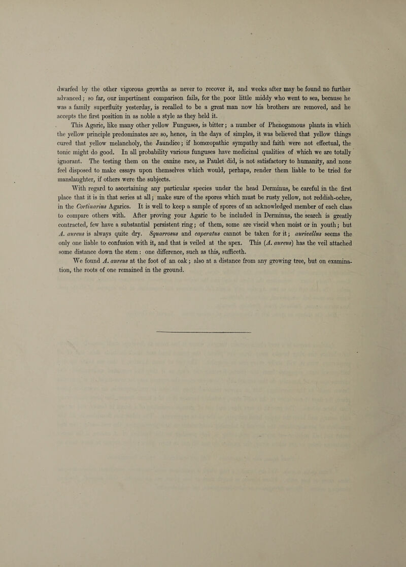 dwarfed by tlie other vigorous growths as never to recover it, and weeks after may be found no further advanced; so far, our impertinent comparison fails, for the poor little middy who went to sea, because he was a family superfluity yesterday, is recalled to be a great man now his brothers are removed, and he accepts the flrst position in as noble a style as they held it. This Agaric, like many other yellow Funguses, is bitter j a number of Phenogamous plants in which the yellow principle predominates are so, hence, in the days of simples, it was beheved that yellow things cui'ed that yellow melancholy, the Jaundice; if homoeopathic sympathy and faith were not effectual, the tonic might do good. In aU probability various funguses have medicinal qualities of which we are totally ignorant. The testing them on the canine race, as Paulet did, is not satisfactory to humanity, and none feel disposed to make essays upon themselves which would, perhaps, render them liable to be tried for manslaughter, if others were the subjects. With regard to ascertaining any particular species under the head Derminus, be careful in the first place that it is in that series at all; make sure of the spores which must be rusty yellow, not reddish-ochre, in the Cortinarins Agarics. It is well to keep a sample of spores of an acknowledged member of each class to compare others with. After proving your Agaric to be included in Derminus, the search is greatly contracted, few have a substantial persistent ring; of them, some are viscid when moist or in youth; but A. aureus is always quite dry. Squarrosus and caperatus cannot be taken for it; aurivellus seems the only one liable to confusion with it, and that is veiled at the apex. This {A. aureus) has the veil attached some distance down the stem: one difference, such as this, sufiiceth. We found A. aureus at the foot of an oak; also at a distance from any growing tree, but on examina¬ tion, the roots of one remained in the ground.
