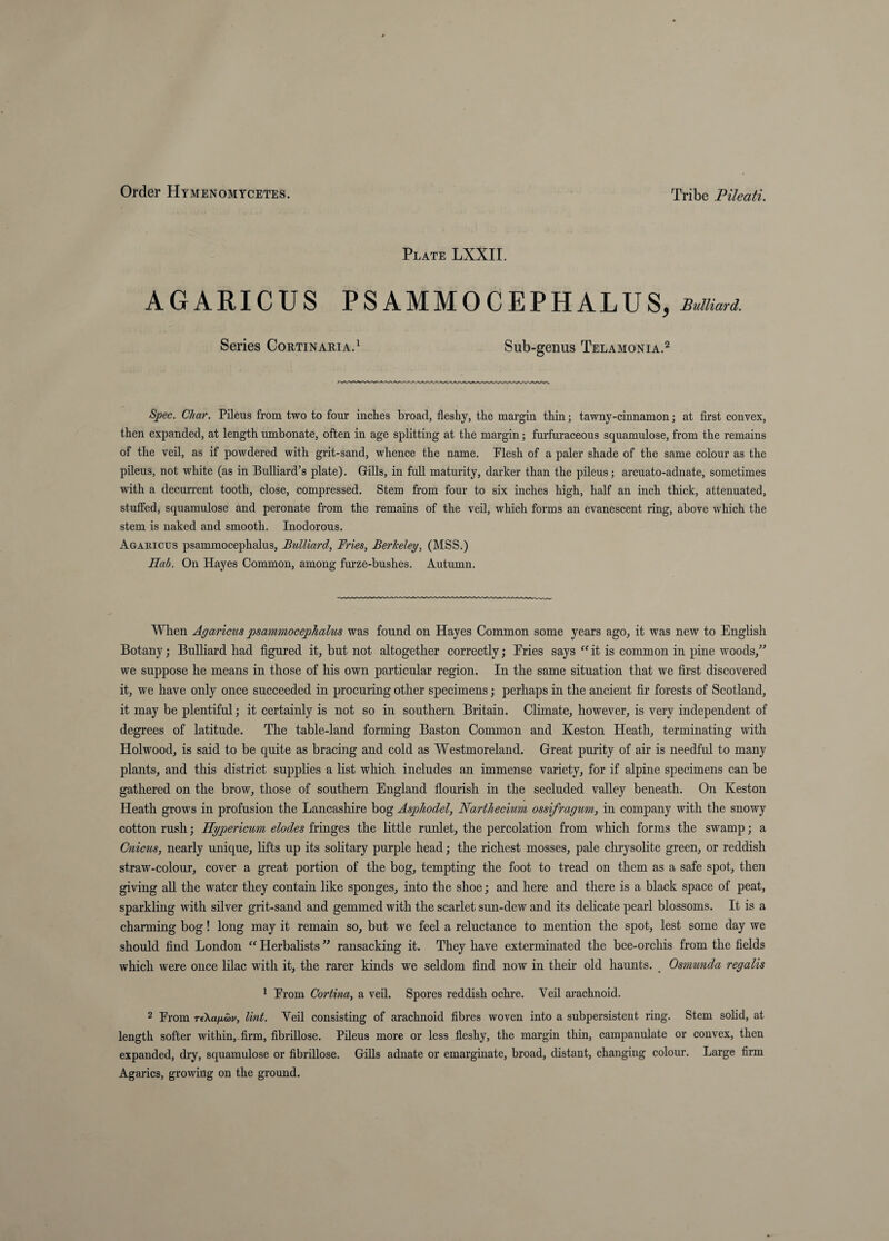 Plate LXXII. AGARICUS PSAMMOCEPHALUS, BuUiard. Series CouTiNARiAd Sub-genus Telamonia.^ Spec. Char. Pileus from two to four inclies broad, fleshy, the margin thin; tawny-cinnamon; at first convex, then expanded, at length umbonate, often in age splitting at the margin; fm’furaceous squamulose, from the remains of the veil, as if powdered with grit-sand, whence the name. Flesh of a paler shade of the same colour as the pileus, not white (as in Bulliard’s plate). Gills, in full maturity, darker than the pileus; arcuato-adnate, sometimes with a decmi’ent tooth, close, compressed. Stem from four to six inches high, half an inch thick, attenuated, stuffed, squamulose and peronate from the remains of the veil, which forms an evanescent ring, above which the stem is naked and smooth. Inodorous. Agakicus psammocephalus, BuUiard, Fries, Berkeley, (MSS.) Hah. On Hayes Common, among furze-bushes. Autumn. When Agaricus psammocephalus was found on Hayes Common some years ago, it was new to English Botany; BuUiard had figured it, but not altogether correctly; Tries says it is common in pine woods,” we suppose he means in those of his own particular region. In the same situation that we first discovered it, we have only once succeeded in procuring other specimens; perhaps in the ancient fir forests of Scotland, it may be plentiful; it certainly is not so in southern Britain. Climate, however, is very independent of degrees of latitude. The table-land forming Baston Common and Keston Heath, terminating with Holwood, is said to be quite as bracing and cold as Westmoreland. Great purity of air is needful to many plants, and this district supplies a list which includes an immense variety, for if alpine specimens can be gathered on the brow, those of southern England flourish in the secluded valley beneath. On Keston Heath grows in profusion the Lancashire bog Asphodel, Narthecmm ossifragum, in company with the snowy cotton rush; Hypericum elodes fringes the little runlet, the percolation from which forms the swamp; a Cnicus, nearly unique, lifts up its solitary purple head; the richest mosses, pale chrysolite green, or reddish straw-colour, cover a great portion of the bog, tempting the foot to tread on them as a safe spot, then giving all the water they contain like sponges, into the shoe; and here and there is a black space of peat, sparkling with silver grit-sand and gemmed with the scarlet sun-dew and its dehcate pearl blossoms. It is a charming bog! long may it remain so, but we feel a reluctance to mention the spot, lest some day we should find London “ Herbalists ” ransacking it. They have exterminated the bee-orchis from the fields which were once lilac with it, the rarer kinds we seldom find now in their old haunts. Osmunda regalis ^ From Cortina, a veil. Spores reddish ochre. Veil arachnoid. 2 From Tf\aiJ.ci)v, lint. Veil consisting of arachnoid fibres woven into a subpersistent ring. Stem solid, at length softer within, firm, fibrillose. Pileus more or less fleshy, the margin thin, campanulate or convex, then expanded, dry, squamulose or fibrillose. GiUs adnate or emarginate, broad, distant, changing colour. Large firm Agarics, growing on the ground.