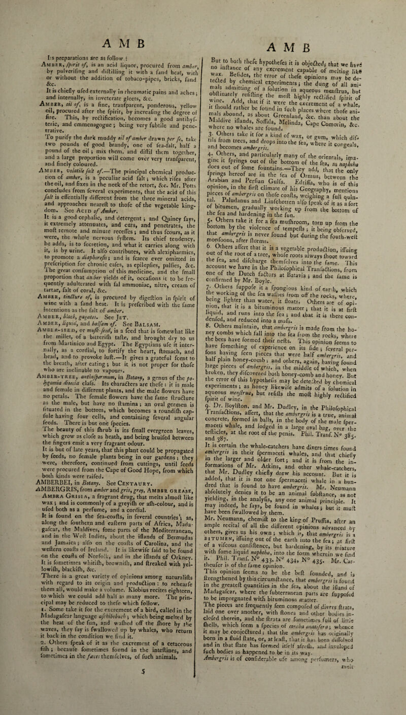 Its preparations aire as follow : Amber, fpirit of, is an acid liquor, procured from amber, by pulverifing and diddling it with a fand heat, with or without the addition of tobaco-pipes, bricks, fand &c. It is chiefly ufed externally in rheumatic pains and aches ; and internally, in inveterate gleets, &c. Amber, oil of\ is a fine, transparent, ponderous, yellow oil, procured after the Spirit, by increafing the degree of fire. This, by redlification, becomes a good antihyf teric, and emmenagogue ; being very fubtile and pene¬ trative. io purify the dark muddy oil of amber drawn per fe, take- two pounds of good brandy, one of lea-falt, half a pound of the oil ; mix them, and diftil them together, and a large proportion will come over very tranfparent, and finely coloured. Amber, volatile fait of.—The principal chemical produc¬ tion of amber, is a peculiar acid fait; which rifes after the oil, and fixes in the neck of the retort, &e. Mr. Potts concludes from feveral experiments, that the acid of this fait is eflentially different from the three mineral acids, and approaches neareft to thofe of the vegetable king¬ dom. See Acid of Amber. It is a good cephalic, and detergent ; and Quincy fays, it extremely attenuates, and cuts, and penetrates, the moll: remote and minute receffes ; and thus fcours, as it were, the. whole nervous fyftem. Its chief tendency, he adds, is to iecrCtion, and what it carries along with it, is by urine. It alfo contributes, with alexipharmics, to promote a diaphorefis; and is fcarce ever omitted in prefeription for chronic cales, as epilepfies, pallies, Scc. The great confumption of this medicine, and the final! proportion that amber yields of it, occafions it to be fre¬ quently adulterated with fal ammoniac, nitre, cream of tartar, fait of coral, See. Amber, tinSlure of, is procured by digeftion in fpirit of wine with a fand heat. It is preferibed with the fame intentions as the fait of amber. Amber, black, gagates. See J e T. Amber, liquid, and balfam of. See BaLsaaC Amber-seed, or mufk-feed, is a Teed that is forhewhat like the millet, of a bitterifh tafte, and brought dry to us from Martinico and Egypt. The Egyptians ufe it inter¬ nally, as a cordial, to fortify the heart, ftomach, and head, and to provoke lull.—It gives a grateful feent to the breath, after eating ; but it is not proper for thofe who are inclinable to vapours. Amber-tree, anthofpermum, in Botany, a genus of the po- lygamia dioecia clafs. Its characters are thefe : it is male and female in different plants, and the male flowers have no petals. The female flowers have the fame ftrudlure as the male, but have no ftamina ; an oval germen is lituated in the bottom, which becomes a roundifh cap- iule having four cells, and containing feveral angular feeds. There is but one fpecies. I he beauty of this fhrub is its fmall evergreen leaves, which grow as clofe as heath, and being bruifed between the fingers emit a very fragrant odour. It is but of late years, that this plant could be propagated by feeds, no female plants being in our gardens ; they were, therefore, continued from cuttings, until feeds were procured from the Cape of Good Hope, from which both kinds were raifed. AMBERBEI, in Botany. See CentaPry. AMBERGRIS, from amber andgris,grey, Amber grease, Ambra Grisia, a fragrant drug, that melts almoft like wax ; and is commonly of a greyilh or afh-colour, and is ufed both as a perfume, and a cordial. It is found on the fea-coafts, in feveral countries'; as, along the fouthern and eallern parts of Africa, Mada¬ gafcar, the Maldives, fome parts of the Mediterranean, and in the Weft Indies, about the iflands of Bermudas and Jamaica; alfo on the coafts of Carolina, and the weftern coafts of Ireland. It is likewife laid to be found on the coaffs of Norfolk, and in the iflands of Orkney. It is fometimes whitifh, brewnilh, and ftreaked with yel- lowifh, blackifh, &c. There is a great variety of opinions among naturalifts with regard to its origin and production : to rehearfe them all, would make a volume. Klobius recites eighteen, to which we could add half as many more. The prin¬ cipal may be reduced to thefe which follow. 1. Some take it for the excrement of a bird, called in the Madagafcar language afchibcbuch; which being melted by the heat of the fun, and waflied off the fhore by the waves, they fay is fwallowed up by whales, who return it back in the condition we find it. 2. Others fpeak of it as the excrement of a cetaceous fifh ; becavti'e fometimes found in the inteftines, and lometimes in the fttcei themfelves, of fuch animals. AM B But to both thefe hypothefes it is objected* that we have wJnftRfVf u7 cxcremenc caPable of melting like t o ‘, PefiJ.es’ thc error of thefe opinions may bede- teded by chemical experiments; the dung of all ani- nhir a?,|mt,n€ °f 3 foIut:°n in aqueous menftrua, but wh i” Ad / C m0ft high'-V re£lifiea • n , ,Add,J chat lt w,ere the excrement of a whale, it fhould rather be found in fuch places where thofe ani¬ mals abound, as about Greenland W .l u u Maidive iflands, Soffala, Stft where no whales are found. *c‘ 3- Others take it for a kind of wax, or gum, which dif* t. s from trees, and drops into the lea, where it congeals, and becomes ambergris. ° * 4: Others, and particularly many of the orientals, ima¬ gine it fprmgs out of the bottom of the fea, as naphtha does out of fome fountains.—They add, that the wily fprmgs hereof are in the fea of Ormus* between the Arabian and Perfian Gulfs. Edrifla, who is of this opinion, in the firft climate of his Geography, mentions pieces of ambergris on thofe coafts, weighing a full quin- tal. Paludanus and Lmfchotten alfo fpeak of it as a fort o bitumen, gradually working up from the bottom of the fea and hardening in the fun. 5. Others take it for a fea mufhroom, torn up from the bottom by the violence of tempefts ; it being obferved, that ambergns is never found but during the fouth-welt monloons, after ftorms. 6 a0ert rhat k 1S 71 veSetable produaion, iffuing out of the root of a tree, whofe roots always fhoot toward the lea, and difeharge themfelves into the fame. This account we have in the Philofophical Tranfadtions, from 0nefl°f taeuD^tCh/aa°rS 3t Batavia> the lame is confirmed by Mr. Boyle. 7. Others fuppofe it a fpongious kind of earth, which the working of the fea waffles from off the rocks, where being lighter than water, it floats. Others are of opk nion, that it is a bituminous matter; that it is at firft hqu.d and runs into the fea ; and that it is there con- denied, and reduced into a mafs. 8. Others maintain, that ambergris is made from the ho~ ney combs which fall into the fea from the rocks, where the bees have formed their nefts. This opinion feems to have fomething of experience on its fide ; feveral per¬ sons haying feen pieces that were half ambergris, and half plain honey-comb : and others, again, having found large pieces of ambergris, in the middle of which! when broken, they dffcovered both honey-comb and honey. But the error of this hypothefis may be detected by chemical experiments ; as honey likewife admits of a folution in aqueous menftrua, but refills the molt highly rectified lpirit ol wine. 1 9; Dr- Boylfton, and Mr. Dudley, in the Philofophical I ran factions, aflert, that the ambergris is a true, animal concrete, formed in balls, in the body of the male fper- maceti whale, and lodged in a large oval bag, over the tefhcles, at the root of the penis. Phil, Tranf N® and 387. ' ->* It is certain the yvhale-catchers have divers times found ambergris in their fpermaceti whales, and that chiefly in the. larger and older fort; and it is from the in- fomauons °f Mr. Atkins, and other whale-catchers, that Mr Dudley chiefly drew his account. But it is added, that it is not one fpermaceti whale in a bun- dred that is found to have ambergris. Mr. Neumann abfolutely. denies it to be an animal fubftance, as not yielding, in the analyfis, any one animal principle. It may indeed, he fays, be found in whales; but it muft have been fwallowed by them. Mr. Neumann, chemift to the king of Pruflia, after an ample recital of all the different opinions advanced by others, gives us his own ; which is, that ambergris is * bitumen, iffumg out of the earth into the fea; at firft of a vifcous confidence, but hardening, by its mixture with lome liquid naphtha, into the form wherein we find it. Phil. Tranf. Nw 433, N° 434, N° 435. Mr. Car- theuler is of the fame opinion. This opinion feems to be the beft founded, and is ftrengthened by this circumftance, that ambergns is found in the greateft quantities in the fea, about the ifland of Madagafcar, where the fubterranean parts are fuppofed to be impregnated with bituminous matter. I he pieces are frequently feen compofed of divers ftrata, laid one over another, with ftones and other bodies in- clofed therein, and the ftrata are fometimes full of Jiitis fliells, which ieem a fpecies of concha anatifera; whence it may be conjcdlured ; that the ambergns has originally been in a fluid ftate, or, atkaft, that it has been diffolved and in that ftate has formed itfelf afrefli, and invelopeJ fuch bodies as happened to be in its way. Ambergris is of confiderable ufe among perfumers, who melt