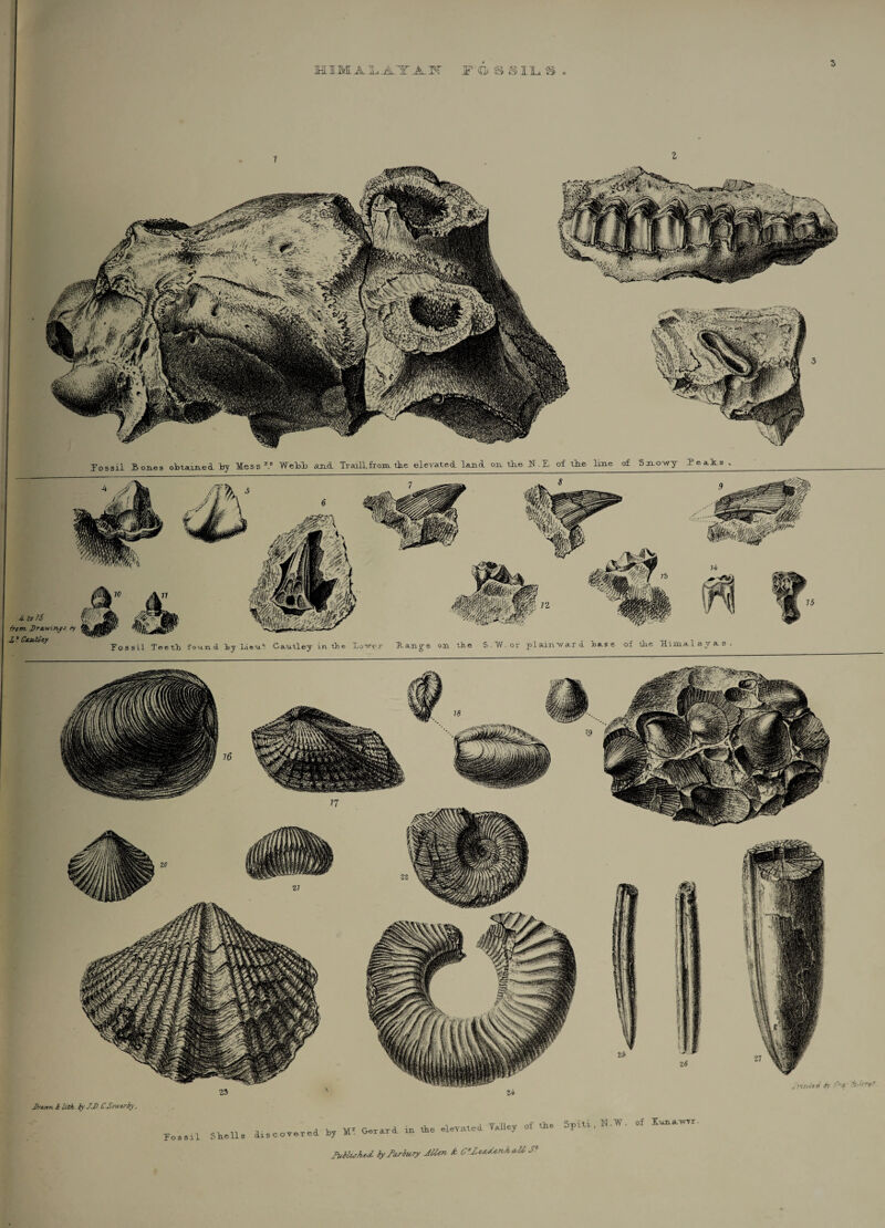 EIMILATAK- F'O SS1LS Jossil Bones obtained by Mess1.8 Webli and Traill,from, the elevated, land on. the N.E of the lme of Snowy Peais 4- tt 15 from. DnwinfJ ry Z * CtM-lie-y Fossil T eetB found by LicuV Gautley in the T.o Ran.g'e on the S.W.or plainward base of the Himalayas. i/tvta j) JtrAvm & hlk. iy JJ). CjSrwtrby, Fossil Stalls di s cover ed by Ml Gerard in the eleTated YaLley of the Spili , N.W. of XuneLTvyr fuMushed. tyfasiury JUen & C'Ze<vdt7iAa,U J1