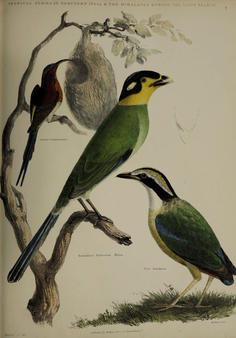 TB ©IP 1C A Ij FOM-MS IN NORTHERN INITIA & TJHL1E. 7 Certhia Goalpariensis TLuryl aimus I7aLh ousiifi. Pitta bracliyura Gau-ci fort’ - : . W ‘ JkJZuhtd, 2y Paj far/ MUn /