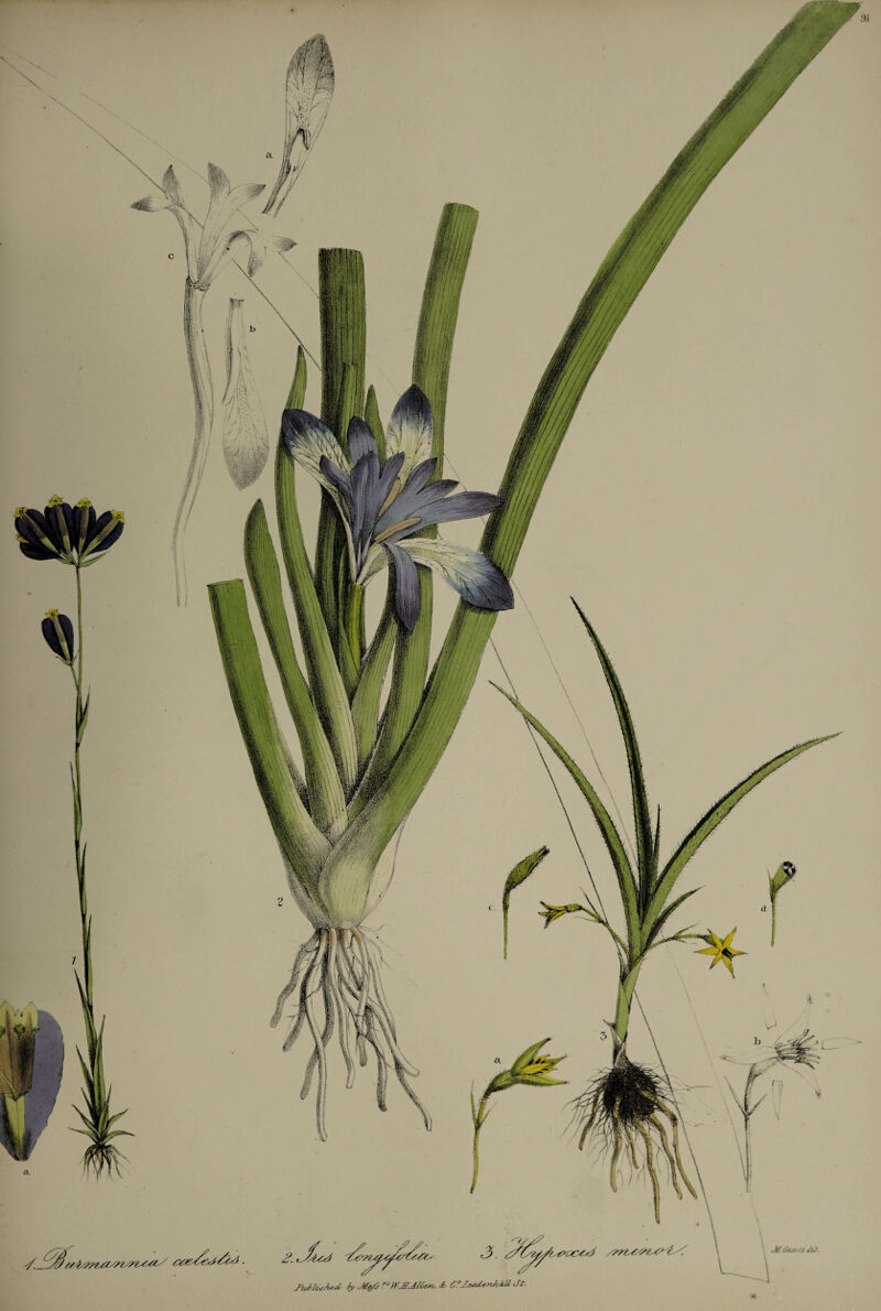 JictfaAU b M&S r-’fyiffMiw, <£ C.'ZctuUnAiOl Jr