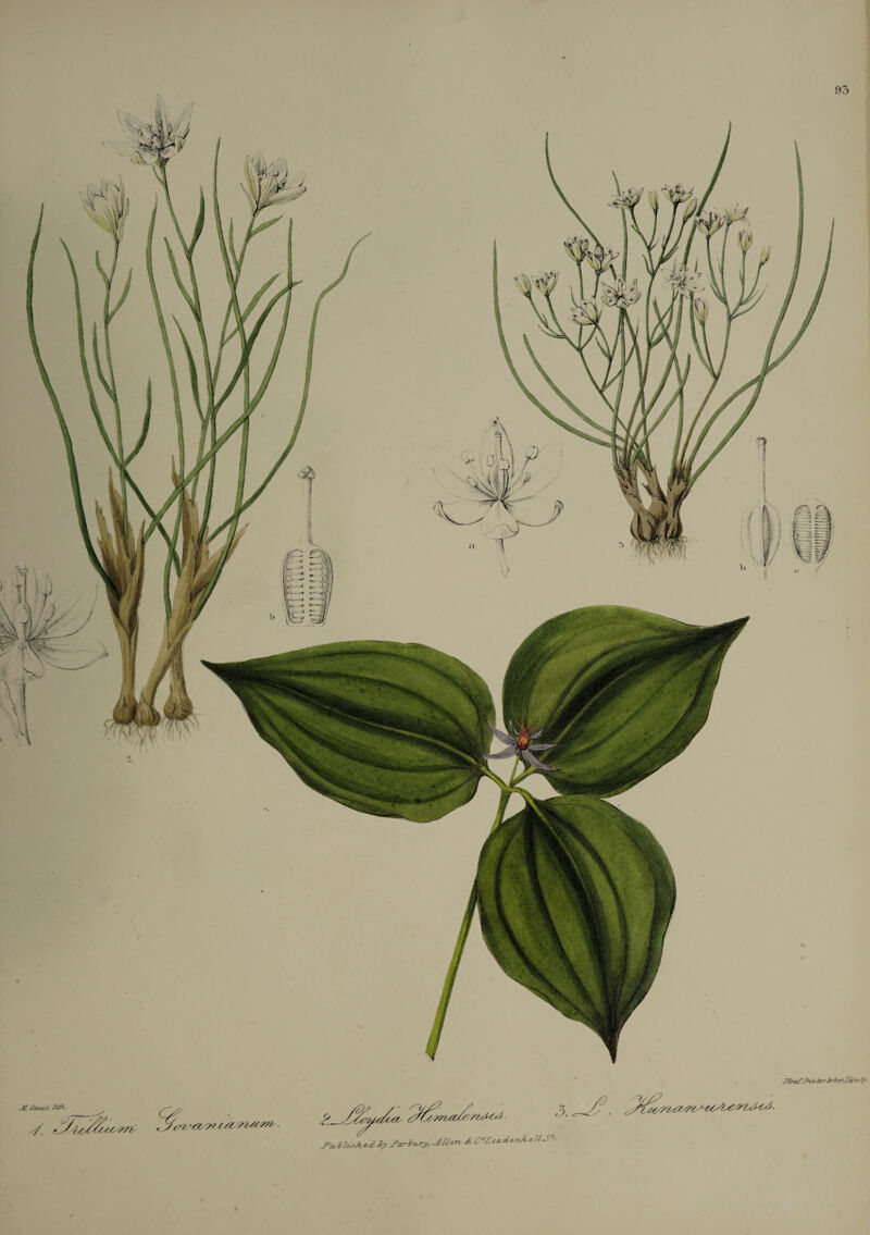 .93 J6m/:.'+T>‘trrIr/ur.lt?*. t> M. Gaud- hth ■ s, V. - 4v/^^ . J>u6Zi*Aed,lyJ>«rlUry,JUen. & C°/.ea<lenA«?lS>