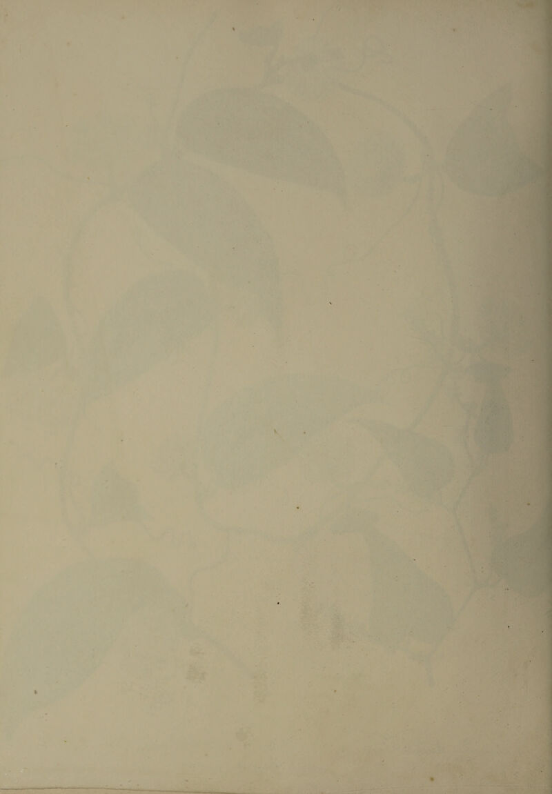 * * . ■ ' * ' V >. ’ ■ * .