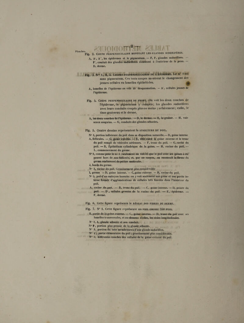 A, A', A, les épidermes et le pigmentum. — F, F, glandes sudorifères. F', conduit des glandes sudorifères s’ouvrant à l'extérieur de la peau. — D, derme. Fig. 3. N0’ 1, 2, 3. Coupes perpendiculaires de l’épiderme. Le n“ 2 est sans pigmentum. Ces trois coupes montrent le changement des jeunes cellules en lamelles épithéliales. A, lamelles de l’épiderme en voie de desquamation. — A’, cellules jeunes de l’épiderme. Fig. 4. Coupe perpendiculaire du front. On voit les deux couches de l’épiderme, le pigmentum y compris; les glandes sudorifères avec leurs conduits coupés plusou moins parfaitement; enfin, le tissu graisseux et le derme. A, les deux couches de l’épiderme. —D, le derme. — E, la graisse. — H, vais¬ seaux sanguins. — G, conduits des glandes sébacées. Fig. 5. Quatre dessins représentant la structure du poil. N° 1, portion inférieure du poil dans sa disposition naturelle.— D, gaine interne A, follicules. — C, gaine externe. — E, vide entre la gaine exlerne et le tronc du poil rempli de vésicules aériennes. — F, tronc du poil. — G, cavité du poil. — B, Épithélium cylindrique de la gaine. — H, racine du poil. — Ij, commencement du germe. N°2, comme pour le no 1 ; seulement on voit ici que le poil avec ses gaines a été poussé hors de son follicule; et, par ce moyen, on reconnaît la forme du germe renfermant de petites molécules. J, bords du germe. N° 3, racine du poil. Grossissement plus considérable I, germe — D, gaine interne. — C, gaine externe. — H, racine du poil. Nü U, poil d’un embryon humain : on y voit seulement une gaine et une partie in¬ terne formée d’agglomérations de cellules très foncées dans l’intérieur du poil. A, racine du poil. — B, tronc du poil. — C, gaine interne. —D, pointe du poil. — D’, cellules grossies de la racine du poil. — E, épiderme. — F, derme. Fig. t>. Cette figure représente le réseau des fibres du derme. Fig. 7. N” 1. Celte figure représente un poil grossi 350 fois. B, partie de la gaine externe. — C, gaine interne. — D, tronc du poil avec ses lamelles transversales, et au-dessous d’elles, les stries longitudinales. N“ 2, A, glande sébacée et son conduit. N° 2', portion plus grossie de la glande sébacée. Nu 3, portion du tube membraneux d’une glande sudorifère. Nn h',', partie élémentaire du poil ; grossissement plus considérable. N Ci, différentes couches des cellules de la gaine exlerne du poil.