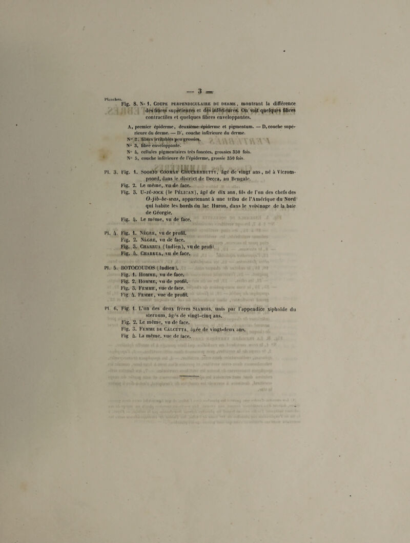 Planches. Fig. 8. Nul. Coupe perpendiculaire du derme, montrant la différence des fibres supérieures et des inférieures. On voit quelques fibres contractiles et quelques fibres enveloppantes. A, premier épiderme, deuxième épiderme et pigmentum. —D, couche su pé- rieure du derme. — D', couche inférieure du derme. N° 2, fibres irritables peu grossies. N° 3, fibre enveloppante. Nu h, cellules pigmentaires très foncées, grossies 350 fois. N° 5, couche inférieure de l’épiderme, grossie 350 fois. PI. 3. Fig. 1. Soorjo Coomar Cïiucherbutty, âgé de vingt ans, né à Vicrorn- poord,dans le district de Decca, au Bengale. Fig. 2. Le même, vu de face. Fig. 3. U-jé-jock (le Pélican), âgé de dix ans, fils de l’un des chefs des O-jib-be-was, appartenant à une tribu de l’Amérique du Nord qui habite les bords du lac Iluron, dans le voisinage de la baie de Géorgie. Fig. Z|. Le même, vu de face. PL U- Fig. 1. Nègre, vu de profil. Fig. 2. Nègre, vu de face. Fig. 3. Charrua (Indien), vu de profil. Fig. l\. Charrua, vu de face. PI. 5. BOTOCOUDOS (Indien). Fig. 1. Homme, vu de face. Fig. 2. Homme, vu de profil. Fig. 3. Femme , vue de face. Fig. h. Femme , vue de profil. PI. fi. Fig. 1. L’un des deux frères Siamois, unis par l’appendice xiphoïde du sternum, âgés de vingt-cinq ans. Fig. 2. Le même, vu de face. Fig. 3. Femme de Calcutta, âgée de vingt-deux ans. Fig h. La même, vue de face.