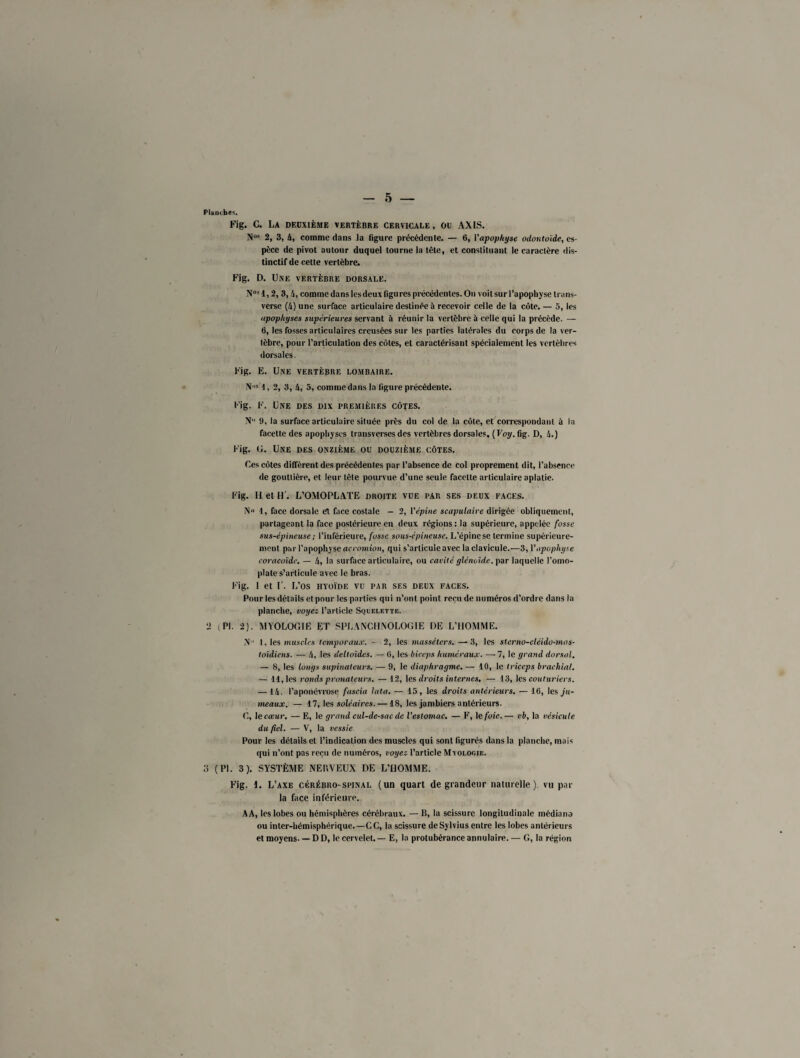 Planches. Fig. C. La deuxième vertèbre cervicale, ou AXIS. Nos 2, 3, 4, comme dans Ja figure précédente. — 6, Vapophyse odontoïde, es¬ pèce de pivot autour duquel tourne la tête, et constituant le caractère dis¬ tinctif de cette vertèbre. Fig. D. Une vertèbre dorsale. N0,l, 2, 3,4, comme dans les deux figures précédentes. Ou voit sur l’apophyse trans- verse (4) une surface articulaire destinée à recevoir celle de la côte. — 5, les apophyses supérieures servant à réunir la vertèbre à celle qui la précède. — 6, les fosses articulaires creusées sur les parties latérales du corps de la ver¬ tèbre, pour l’articulation des côtes, et caractérisant spécialement les vertèbres dorsales. Fig. E. Une vertèbre lombaire. N,,s i, 2, 3, 4, 5, comme dans la figure précédente. Fig. F. Une des dix premières côtes. N 9, la surface articulaire située près du col de la côte, et correspondant à la facette des apophyses transverses des vertèbres dorsales, (Voy. fig. D, 4.) Fig. G. Une des onzième ou douzième côtes. Ces côtes diffèrent des précédentes par l’absence de col proprement dit, l’absence de gouttière, et leur tête pourvue d’une seule facette articulaire aplatie. Fig. H et H'. L’OMOPLATE droite vue par ses deux faces. N« 1, face dorsale èt face costale - 2, l'épine scapulaire dirigée obliquement, partageant la face postérieure en deux régions: la supérieure, appelée fosse sus-épineuse ; l’iuférieure, fusse sous-épineuse. L’épine se termine supérieure¬ ment par l’apophyse acromiott, qui s’articule avec la clavicule.—3, Vapophyse coracoïde. — 4, la surface articulaire, ou cavité glénoïde. par laquelle l’omo¬ plate s’articule avec le bras. Fig. 1 et F. L’os hyoïde vu par ses deux faces. Pour les détails et pour les parties qui n’ont point reçu de numéros d’ordre dans la planche, voyez l’article Squelette. 2 (PI. 2). MYOLOGJE ET SPLANCHNOLOGJE DE L’HOMME. N 1, les muscles temporaux. - 2, les masséters. — 3, les sterno-cléido-mas¬ toïdiens. — 4, les deltoïdes. — (i, les biceps huméraux. — 7, le grand dorsal. — 8, les longs supinateurs. — 9, le diaphragme. — 10, le triceps brachial. — 11, les ronds pronatcurs. — 12, les droits internes. — 13, les couturiers. —14. l’aponévrose fascia lata. — 15, les droits antérieurs. — 16, les ju¬ meaux. — 17, les soléaires. — 18, les jambiers antérieurs. C, lecteur. — E, le grand cul-de-sac de l’estomac. — F, le foie.— vb, la vésicule du fiel. — V, la vessie Pour les détails et l’indication des muscles qui sont figurés dans la planche, mais qui n’ont pas reçu de numéros, voyez l’article Mvoloc.ie. i! (PI. 3). SYSTÈME NERVEUX DE L’HOMME. Fig. 1. L’axe cérébro-spinal (un quart de grandeur naturelle), vu par la face inférieure. AA, les lobes ou hémisphères cérébraux. — B, la scissure longitudinale médians ou inter-hémisphérique.—CC, la scissure deSylvius entre les lobes antérieurs et moyens. — D D, le cervelet. — E, la protubérance annulaire. — G, la région