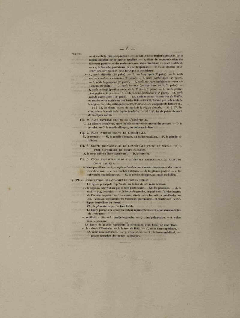 Planches. cervicale de la moelle épinièrei — J, la limite de la région dorsale et de la région lombaire de la moelle épinière, — tt, filets de communication des faisceaux postérieurs des nerfs cervicaux, dans l’intérieur du canal vertébral. — vv, la branche postérieure des nerfs spinaux. — v'v', la branche anté¬ rieure des nerfs spinaux, plus forte que la postérieure. N’» 1, nerfs olfactifs (Impaire) — 2, nerfs optiques (2e paire). — 3, nerfs ■moteurs oculaires communs (3e paire). — 4, nerfs ■pathétiques (4e paire). — 5, nerfs trijumeaux (5e paire). — 6, nerfs moteurs oculaires externes ab¬ ducteurs (ô' paire) — 7, nerfs faciaux (portion dure de la 7' paire). — 8, nerfs auditifs (portion molle de la 7e paire; 8e paire).— 9, nerfs glosso- pharyngiens (9' paire).— 10, nerfspneumo-gaslriques (101' paire). —11, nerfs grands hypoglosses ( II* paire). — 12. nerfs spinaux, accessoires de Willis, ou respiratoires supérieurs de Charles Bell.—13 à 20, les huit paires de nerfs de la région cervicale, distinguées en 1, 2', 3', etc., en comptant de haut en bas. — 21 à 32, les douze paires de nerfs de la région dorsale. — 33 à 37, les cinq paires de nerfs de la région lombaire. — 38 à 43, les six paires de nerfs de la région sacrée. Fig. 2. Face externe droite de l’encéphale. C. La scissure de Sylvius, entre les lobes antérieur et moyen du cerveau. — I), le cervelet. — G, la moelle allongée, ou bulbe rachidien. Fig. 3. Face interne droite de l’encéphale. D, le cervelet. — G, la moelle allongée, ou bulbe rachidien. —P, la glande pi¬ tuitaire. Fig. U. Coupe transversale de l’encéphale faite au niveau de la FACE SUPÉRIEURE DU CORPS CALLEUX. A, le corps calleux (face supérieure). — D, le cervelet. Fig. 5. Coupe transversale de l’encéphale passant par le jiiliel du CORPS CALLEUX. a, le corps calleux — b, le septum lucidum, ou cloison transparente des ventri¬ cules latéraux. — c, les couches optiques. — d, la glande pinéale. — c, les tubercules quadrijumeaux. — G, la moelle allongée, ou bulbe rachidien. Zi (Pl. 4). Circulation du sang chez le foetus humain. La ligure principale représente un fœtus de six mois révolus. a , le thymus, relevé et vu par sa face postérieure. — b,b, les poumons. — d, la rate, — g,g, les reins. h, le testicule gauche, engagé dans l’orifice interne de l’anneau inguinal. — i, la vessie, située entre les artères ombilicales.— am, Vamnios, recouvrant les vaisseaux placentaires, et constituanl l’enve¬ loppe immédiate du fœtus. l’I., le placenta vu par la face fœtale. La figure placée ii la droite du lecteur représente la circulation dans un fœtus de trois mois. a, oreillette droite. — b, oreillette gauche.—c, tronc pulmonaire.—rf, veine cave supérieure. La ligure de gauche représente /a circulation d’un fœtus de cinq mois. a, la valvule d’Eustache. ■— b, le trou de Botal. — d, veine cave supérieure. — e,f, veine cave inférieure. — g, veine porte. — h, le tronc ombilical. — i, grosses branches des veines hépatiques.