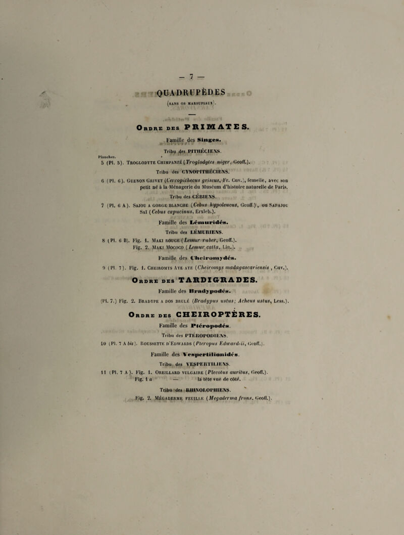 QUADRUPÈDES (sans os marsupiaux). Ordre des P K I ME A T E Sa Famille des Singes. - : ' Tribu des PITIIÉC1ENS. Planches. * 5 (PI. 5). Troglodyte Chimpanzé ( Troglodytes niger. Geofl.). Tribu des CYNOPITHÉCIENS. 6 (PI. 6). Guenon Grivet(Cercopilhecus griseus, Fr. Cuv.J, femelle, avec son petit né à la Ménagerie du Muséum d’hisloire naturelle de Paris. Tribu des CÉBIENS. 7 (PI. 6 A). Sajou a gorge blanche (Cebus hypoleucus, Geofl.), ou Sapajou Saï ( Cebus capucinus, Erxleb.). Famille des Léniiiridés. Tribu des LÉMURIENS. 8 (PI. 6 B). Fig. 1. Maki rouge ( Lemur ruber, Geoff.). Fig. 2. Maki Mococo (Lemur calla, Fin.). Famille des (Jlieiromydcs. 9 (PI. 7). Fig. 1. Cheiromys Aye aye (Cheiromys madagascariensis , Cuv.). Ordre des TARDIGRADES. Famille des Rradypodés. (l'I. 7.) Fig. 2. Bradype a dos brûlé (Bradypus ustus; Acheus ustus, Less.). Ordre des CHEIROPTERES. Famille des PtéropodéN Tribu des PTÉROPODIENS. lü (PI. 7 A bis). Poussette d'Edwards (Pleropus Edward'ii, Geofl.). Famille des Vesiiertilioiiidi’g. Tribu des VESPERTII.1ENS. 11 (PI. 7 A). Fig. 1. Oreillard vulgaire (Plecolus aurilus, Geofl.). Fig. la — la tête vue de côté. Tribu des RIHNOLOPHIENS.