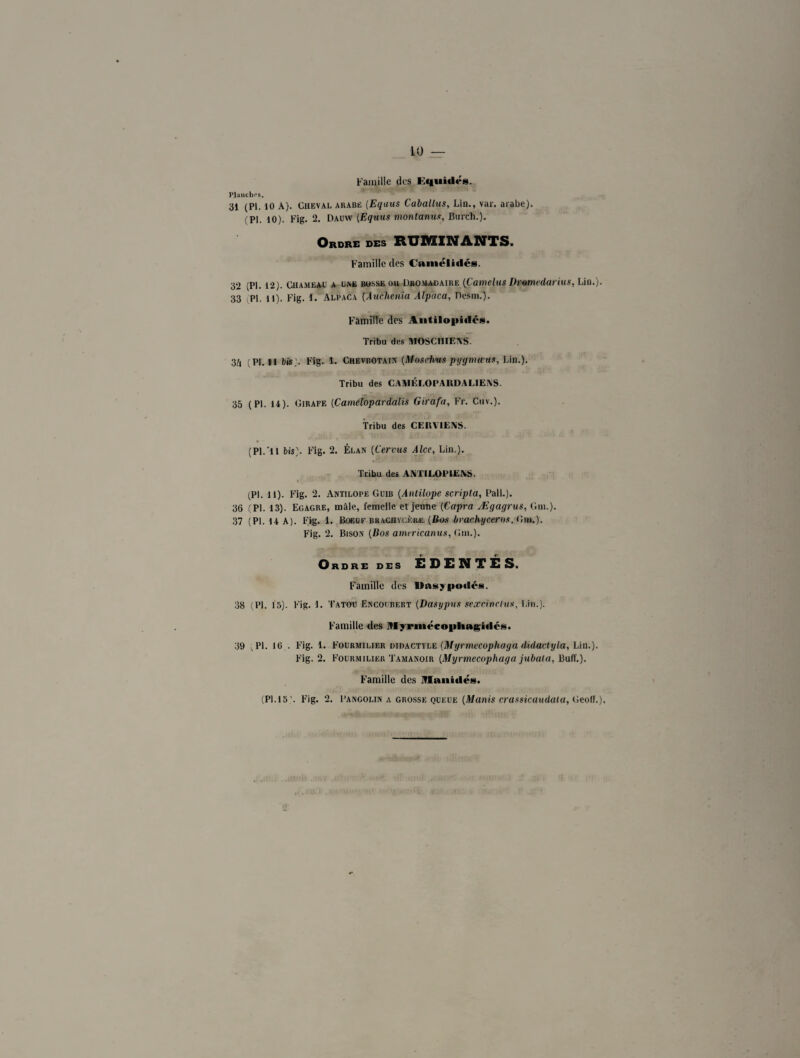 Famille des Equidés. Planchas. 31 (PI. 10 A). Cheval arabe (Equus Caballus, Lin., var. arabe), i PI. 10). Fig. 2. Dauw (Eqmis monlanus, Bnrch.). Ordre des RUMINANTS. Famille des Camélidés. 32 (PI. 12). Chameau a une bosse ou Dromadaire (Camelus Dremedarius, Lin.). 33 PI. 1 1). Fig. 1. Alpaca (Auchenia Àlpaca, Desm.). Famille des Aiitilopidés. Tribu des MOSCIIIEIVS. 3(Pi. ii bis). Fig. 1. Chevrotain [Mosefvm pygmœuf, Lin.). Tribu des CAMÉEOPARDALIEiVS. 35 (PI. il). Girafe (Camelopardalis Girafa, Fr. Cuv.). Tribu des CERVIENS. 1 (PI.'Il bis). Fig. 2. Élan (Cervus Alce, Lin.). Tribu des AATILOPIE\S. (PI. il). Fig. 2. Antilope Güib (Antilope scripta, Pâli.). 36 (PI. 13). Egagre, mâle, femelle et jeune (Capra Ægagrus, Gin.). 37 (PI. 14 A). Fig. 1. Boeuf brachvcrke (Bos brachyceros. Gha). Fig. 2. Bison (Bos amtricanus, Gin.). Ordre des ÉDENTÉS. Famille des Oasypodcs. 38 (PL 13). Fig. 1. Tatou Encoubert (Dasypus sexrirtclux, Lin.). Famille des Myronécopliagidés. 39 PL 16.. Fig. 1. Fourmilier didactyle (Myrmecophaga didaclyla, Lin.). Fig. 2. Fourmilier Tamanoir (Myrmecophaga jubala, BufL). Famille des ITIauidés. (PLI5). Fig. 2. Pangolin a grosse queue (Manis crassicaudata, GeolL).