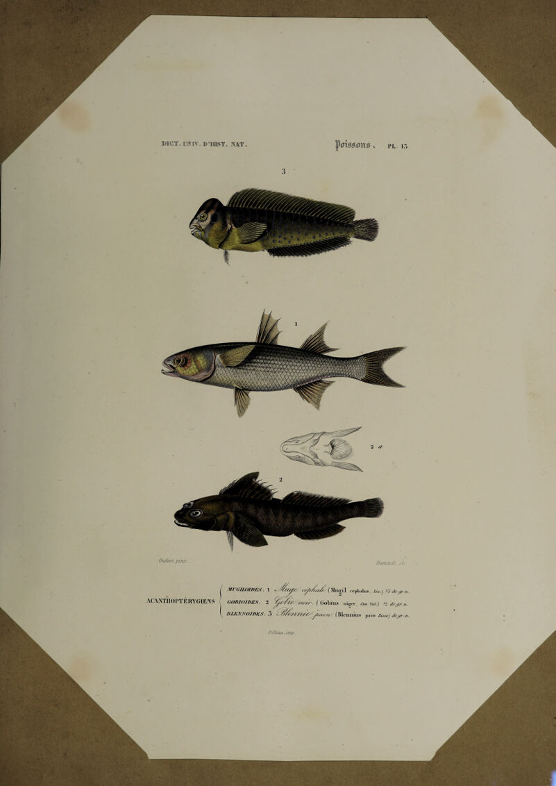 Oudart.. pinx. Viunènil. sc: A( ANTHOPTÉRYGIBIVS vraïui/nns. i (iOBIOIDES. '1 JU.ENNOimi.S. A . ( Gobi ^ (Blennuis ]>av<