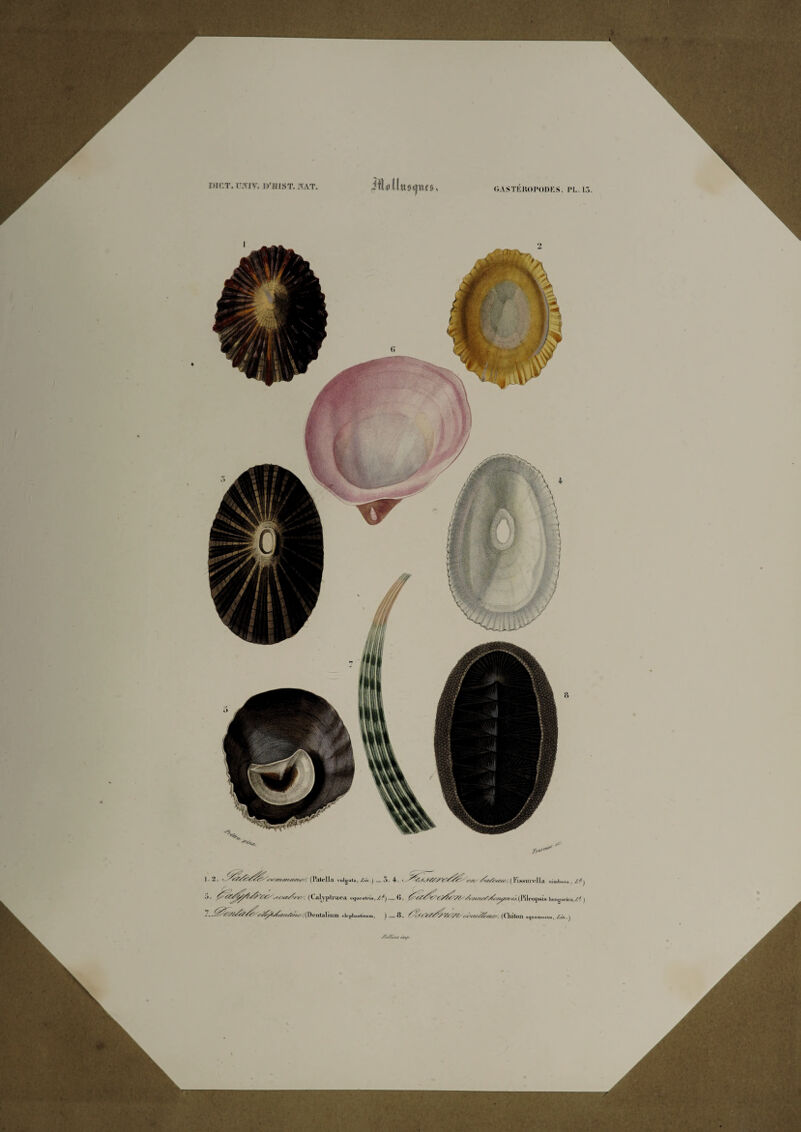 w&l (Patella vulgata, Zm .) '// l —7t. 4- - /. «•/,' /v/v'rv, ( l* ISSU l'ol la nimbui &\