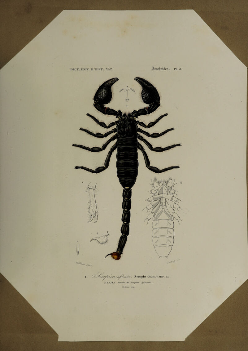 Æ WCT.UNTV. D’IIIST. NAT. jWaflntiito. pi. trpSat/i, ■ Scorpio f Art/Atul Alcr. zln Dé/aû+r </// Scorpion A/ricain FoIIùul . unp.