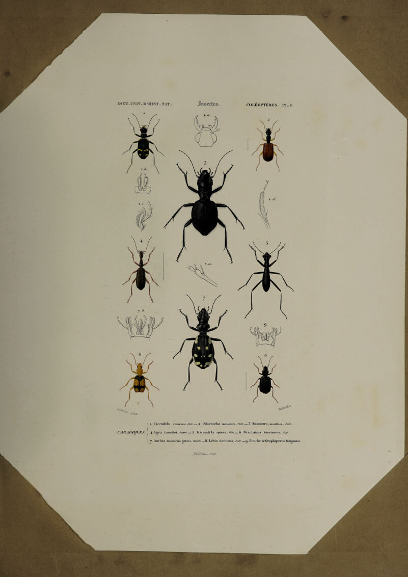 DICT.UNIV. B-mST.PIAT. IM,. I. CAKABIQUES 1. ('iccudcla chine nui*, Fal>r = 2 OdAC’AritllA nxrlanura , fabr __ 3. Mailticora, maxilloxjv , /WAr 4 Aœra Latrcillci, Dupont- _= 5. Tricoildvl a aptcra, Olw ._ 6. Bracliimis Succinctua, De/, y. Authia duodeciin ^uttata, Dont Ut = 8. Lobia ftiivicollia, Fatr.— <). Bouclie de GraphipttTlia, Multigultalua FoiLiau.. imp