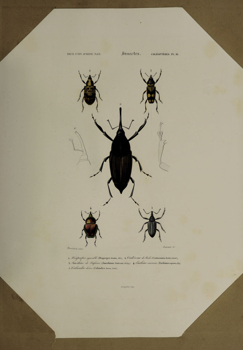Insectes 1. jS/fÿs/ÿ//,* rfÿf/ frA/t \Diaprepes frstida,l'ai.) 2. /(Cratosomiis Rpdül.tt&m£) O. ' (AlUerliillUS ])ulrrxnii,vî//-/5yi) (E\irlmius<Mi]ira1iisyÆÿ.) ,>. f <//<///Af'/f\f. ( C ftl Ail (11**1 lirros,/«fÿa.) /ttfty/oùï r/np.