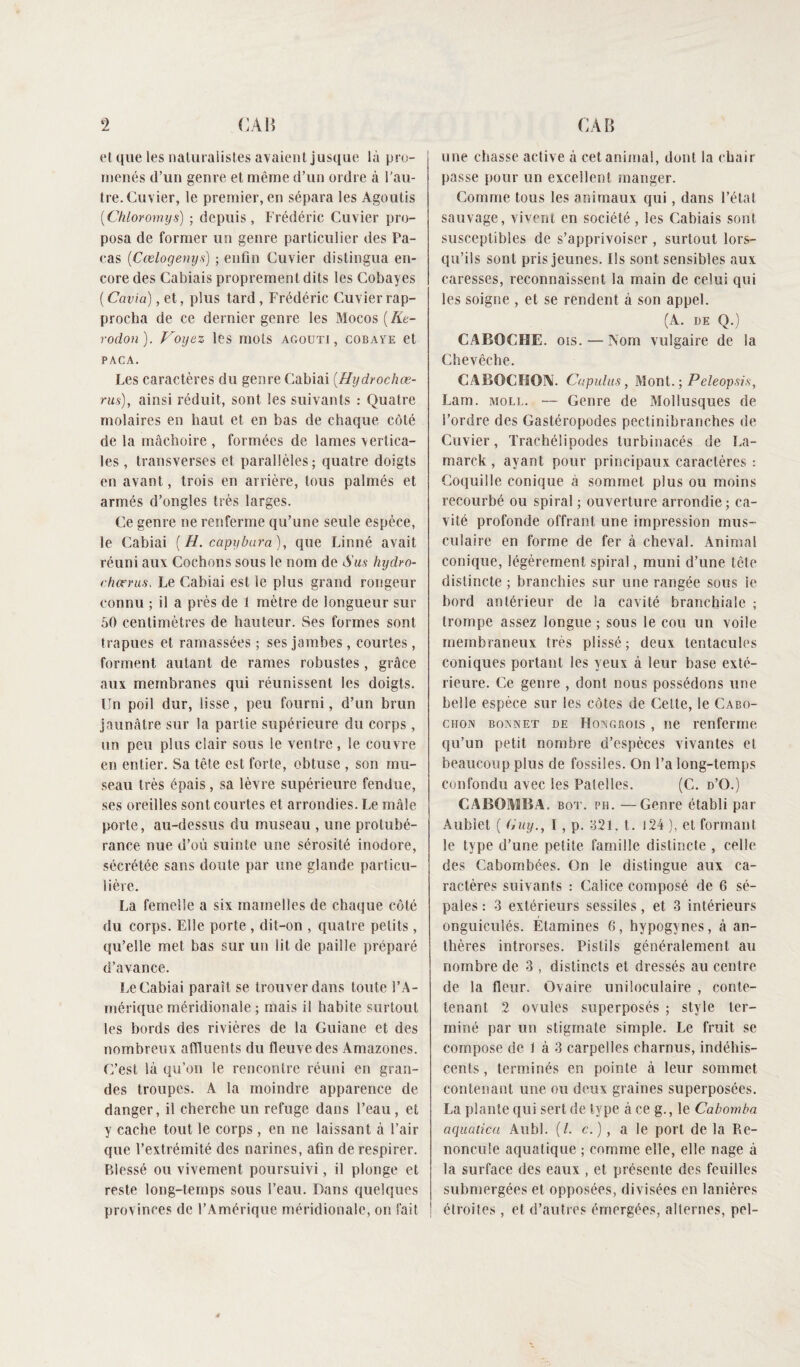 et que les naturalistes avaient jusque là pro¬ menés d’un genre et même d’un ordre à l'au¬ tre. Cuvier, le premier, en sépara les Agoutis (Chloromys) ; depuis , Frédéric Cuvier pro¬ posa de former un genre particulier des Pa¬ ras (Cœlogenys) ; enfin Cuvier distingua en¬ core des Cabiais proprement dits les Cobayes ( Cavia), et, plus tard, Frédéric Cuvier rap¬ procha de ce dernier genre les Mocos(Æe- rodon). Voyez les mots agouti, cobaye et PACA. Les caractères du genre Cabiai (Hydrochæ- rus), ainsi réduit, sont les suivants : Quatre molaires en haut et en bas de chaque côté de la mâchoire , formées de lames vertica¬ les , transverses et parallèles; quatre doigts en avant , trois en arrière, tous palmés et armés d’ongles très larges. Ce genre ne renferme qu’une seule espèce, le Cabiai [H. capybura), que Linné avait réuni aux Cochons sous le nom de Sus hydro- charrus, Le Cabiai est le plus grand rongeur connu ; il a près de 1 mètre de longueur sur 50 centimètres de hauteur. Ses formes sont trapues et ramassées ; ses jambes, courtes, forment autant de rames robustes , grâce aux membranes qui réunissent les doigts. Un poil dur, lisse, peu fourni, d’un brun jaunâtre sur la partie supérieure du corps, un peu plus clair sous le ventre, le couvre en entier. Sa tête est forte, obtuse , son mu¬ seau très épais, sa lèvre supérieure fendue, ses oreilles sont courtes et arrondies. Le mâle porte, au-dessus du museau , une protubé¬ rance nue d’où suinte une sérosité inodore, sécrétée sans doute par une glande particu¬ lière. La femelle a six mamelles de chaque côté du corps. Elle porte , dit-on , quatre petits, qu’elle met bas sur un lit de paille préparé d’avance. Le Cabiai paraît se trouver dans toute l’A¬ mérique méridionale ; mais il habite surtout les bords des rivières de la Guiane et des nombreux affluents du fleuve des Amazones. C’est là qu’on le rencontre réuni en gran¬ des troupes. A la moindre apparence de danger, il cherche un refuge dans l’eau , et y cache tout le corps , en ne laissant à l’air que l’extrémité des narines, afin de respirer. Pdessé ou vivement poursuivi, il plonge et reste long-temps sous l’eau. Dans quelques provinces de l'Amérique méridionale, on fait une chasse active à cet animal, dont la chair passe pour un excellent manger. Comme tous les animaux qui, dans l’état sauvage, vivent en société , les Cabiais sont susceptibles de s’apprivoiser , surtout lors¬ qu’ils sont pris jeunes. Ils sont sensibles aux caresses, reconnaissent la main de celui qui les soigne , et se rendent à son appel. (A. DE Q.) CABOCHE, ois.—Nom vulgaire de la Chevêche. CABOCHON. Capulus, Mont. ; Peleopsis, Lam. moll. — Genre de Mollusques de l’ordre des Gastéropodes peetinibranches de Cuvier, Trachélipodes turbinacés de La¬ ma rck , ayant pour principaux caractères : Coquille conique à sommet plus ou moins recourbé ou spiral ; ouverture arrondie ; ca¬ vité profonde offrant une impression mus¬ culaire en forme de fer à cheval. Animal conique, légèrement spiral, muni d’une tête distincte ; branchies sur une rangée sous le bord antérieur de la cavité branchiale ; trompe assez longue ; sous le cou un voile membraneux très plissé ; deux tentacules coniques portant les yeux à leur base exté¬ rieure. Ce genre , dont nous possédons une belle espèce sur les côtes de Cette, le Cabo¬ chon bonnet de Hongbois , ne renferme qu’un petit nombre d’espèces vivantes et beaucoup plus de fossiles. On l’a long-temps confondu avec les Patelles. (C. d’O.) CABOMBA. bot. ph. —Genre établi par Aublet ( (îuy., I, p. 321, t. 124 ), et formant le type d’une petite famille distincte , celle des Cabombées. On le distingue aux ca¬ ractères suivants : Calice composé de 6 sé¬ pales : 3 extérieurs sessiles, et 3 intérieurs onguiculés. Étamines 6, hypogvnes, à an¬ thères introrses. Pistils généralement au nombre de 3 , distincts et dressés au centre de la fleur. Ovaire uniloculaire , conte- tenant 2 ovules superposés ; style ter¬ miné par un stigmate simple. Le fruit se compose de 1 à 3 carpelles charnus, indéhis¬ cents , terminés en pointe à leur sommet contenant une ou deux graines superposées. La plante qui sert de type à ce g., le Cabomba aquatica Aubl. (/. c. ), a le port de la Re¬ noncule aquatique ; comme elle, elle nage à la surface des eaux , et présente des feuilles submergées et opposées, divisées en lanières étroites, et d’autres émergées, alternes, pel-