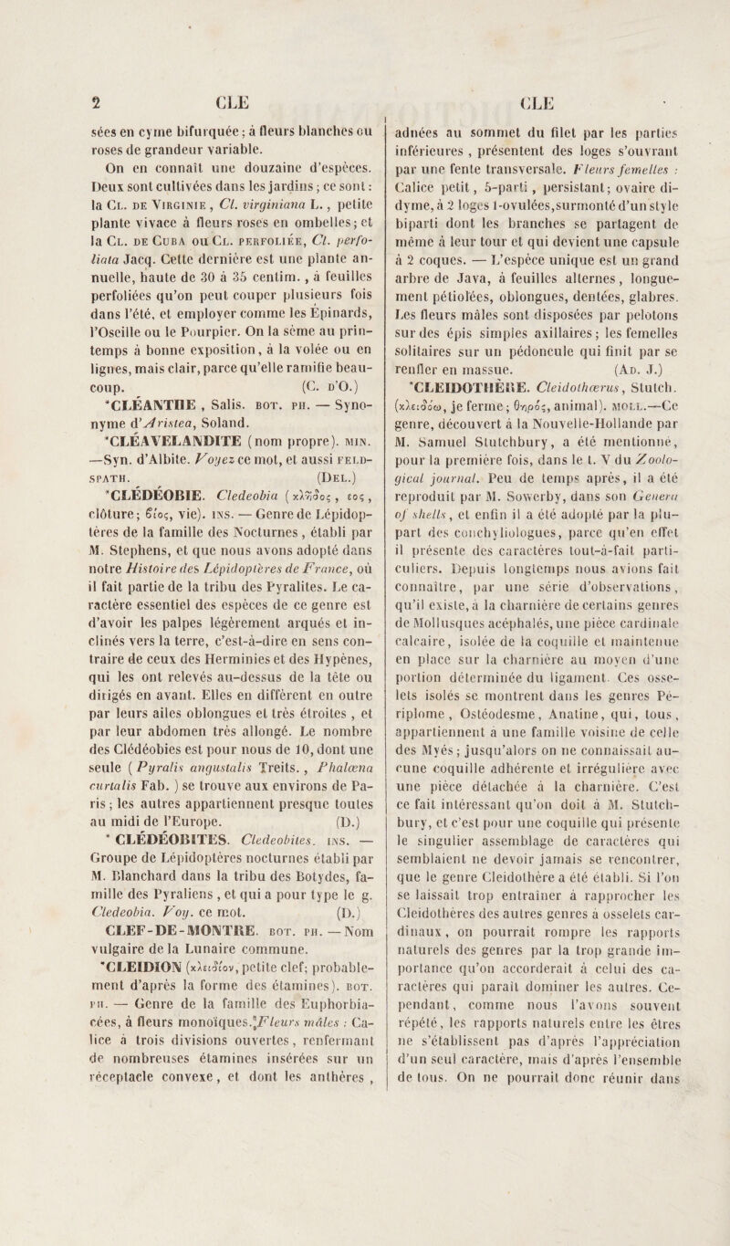 i secs en cyme bifurquée ; à fleurs blanches eu roses de grandeur variable. On en connaît une douzaine d’espèces. Deux sont cultivées dans les jardins ; ce son t : la Cl. de Virginie , Cl. virginiana L., petite plante vivace à fleurs roses en ombelles; et la Cl. de Cuba ou Cl. perfoliée, Cl. perfo- liaia Jacq. Cette dernière est une plante an¬ nuelle, haute de 30 à 35 centim. , à feuilles perfoliées qu’on peut couper plusieurs fois dans l’été, et employer comme les Épinards, l’Oseille ou le Pourpier. On la sème au prin¬ temps à bonne exposition, à la volée ou en lignes, mais clair, parce qu’elle ramifie beau¬ coup. (C. d’O.) *CLÉANTIÏE , Salis, bot. pii. — Syno¬ nyme d’Hristea, Soland. *CLÉAVELANDITE (nom propre), min. —Syn. d’Albite. Voyez ce mot, et aussi feld¬ spath. (Del.) CLÉDÉOBIE. Cledeobia (xXytfoç, eoç, clôture; Stoç, vie), ins. — Genre de Lépidop¬ tères de la famille des Nocturnes, établi par M. Stephens, et que nous avons adopté dans notre Histoire de s Lépidoptères de France, où il fait partie de la tribu des Pyralites. Le ca¬ ractère essentiel des espèces de ce genre est d’avoir les palpes légèrement arqués et in¬ clinés vers la terre, c’est-à-dire en sens con¬ traire de ceux des Herminies et des Hypènes, qui les ont relevés au-dessus de la tête ou dirigés en avant. Elles en diffèrent en outre par leurs ailes oblongues et très étroites, et par leur abdomen très allongé. Le nombre des Clédéobies est pour nous de 10, dont une seule ( Pyralis angustalis Treits. , Flialœna caria lis Fab. ) se trouve aux environs de Pa¬ ris ; les autres appartiennent presque toutes au midi de l’Europe. (D.) * CLÉDÉOliïTES. Cledeobites. ins. — Groupe de Lépidoptères nocturnes établi par M. Pdanchard dans la tribu des Lotydes, fa¬ mille des Pyraliens , et qui a pour type le g. Cledeobia. Voy. ce mot. (D.) CLEF-DE-MONTRE, bot. pu.—Nom vulgaire delà Lunaire commune. ’CLEIDION (xhiSlov, petite clef; probable¬ ment d’après la forme des étamines), bot. pii. — Genre de la famille des Euphorbia- cées, à fleurs monoïques.\F leurs mâles .- Ca¬ lice à trois divisions ouvertes, renfermant de nombreuses étamines insérées sur un réceptacle convexe, et dont les anthères , adnées au sommet du filet par les parties inférieures , présentent des loges s’ouvrant par une fente transversale. Fleurs femelles : Calice petit, 5-parti, persistant; ovaire di- dyme, à 2 loges 1-ovulées,surmonté d’un style biparti dont les branches se partagent de même à leur tour et qui devient une capsule à 2 coques. — L’espèce unique est un grand arbre de Java, à feuilles alternes, longue¬ ment pétiolées, oblongues, dentées, glabres. Les fleurs mâles sont disposées par pelotons sur des épis simples axillaires ; les femelles solitaires sur un pédoncule qui finit par se renfler en massue. (Ad. J.) CLE1DOTI1ÈEE. Cleidolhœrus, Stutch. (xh^o'w, je ferme ; Gnpo;, animal), moll.—Ce genre, découvert à la Nouvelle-Hollande par M. Samuel Stutchbury, a été mentionné, pour la première fois, dans le t. V du Zoolo- gicul journal. Peu de temps après, il a été reproduit par M. Sovverby, dans son Généra oj shells, et enfin il a été adopté par la plu¬ part des conchyliologues, parce qu’en effet il présente des caractères tout-à-fait parti¬ culiers. Depuis longtemps nous avions fait connaître, par une série d’observations, qu’il existe, à la charnière de certains genres de Mollusques acéphalés, une pièce cardinale calcaire, isolée de la coquille et maintenue en place sur la charnière au moyen d’une portion déterminée du ligament. Ces osse¬ lets isolés se montrent dans les genres Pé- riplome , Ostéodesme, Anatine, qui, tous, appartiennent a une famille voisine de celle des Myés; jusqu’alors on ne connaissait au¬ cune coquille adhérente et irrégulière avec une pièce détachée à la charnière. C’est ce fait intéressant qu’on doit à M. Stutch¬ bury, et c’est pour une coquille qui présente le singulier assemblage de caractères qui semblaient ne devoir jamais se rencontrer, que le genre Cleidothèrea été établi. Si l’on se laissait trop entraîner à rapprocher les Cleidotbères des autres genres à osselets car¬ dinaux, on pourrait rompre les rapports naturels des genres par la trop grande im¬ portance qu’on accorderait à celui des ca¬ ractères qui paraît dominer les autres. Ce¬ pendant, comme nous l’avons souvent répété, les rapports naturels entre les êtres ne s’établissent pas d’après l’appréciation d’un seul caractère, mais d’après l’ensemble de tous. On ne pourrait donc réunir dans