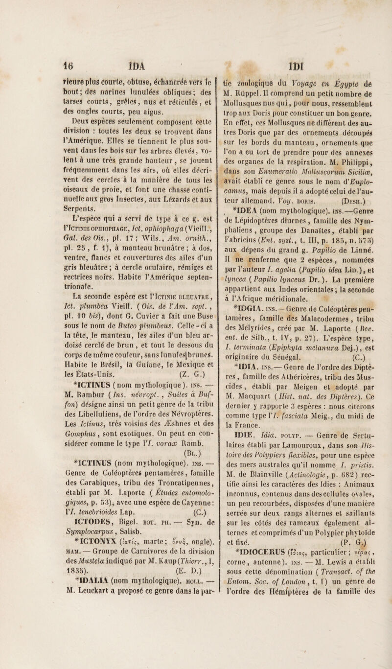 fietireplus courte, obtuse, écbancrde vers îe boutades narines lunulées obliques; des tarses courts, grêles, nus et réticulés, et des ongles courts, peu aigus. Deux espèces seulement composent cette division ; toutes les deux se trouvent dans l’Amérique. Elles se tiennent le plus sou¬ vent dans les bois sur les arbres élevés, vo¬ lent à une très grande hauteur, se jouent fréquemment dans les airs, où elles décri¬ vent des cercles à la manière de tous les oiseaux de proie, et font une chasse conti¬ nuelle aux gros Insectes, aux Lézards et aux Serpents. L’espèce qui a servi de type à ce g. est riCTiNiEOPHioPHAGE, Ict. op/itopùci(/a (Vieil!., Gai. des Ois., pi. 17 ; Wils., Am. ornith., pl. 25, f. 1), à manteau brunâtre ; à dos, ventre, flancs et couvertures des ailes d’un gris bleuâtre; à cercle oculaire, rémiges et rectrices noirs. Habite l’Amérique septen¬ trionale. La seconde espèce est I’Igtinie bleuâtre , Ict. pîumbea Vieill. {Ois. de l’Am. sept. , pl. 10 bis), dont G. Cuvier a fait une Buse sous le nom de Buteo plumbeus. Celle-ci a la tête, le manteau, les ailes d’un bleu ar¬ doisé cerclé de brun, et tout le dessous du corps de même couleur, sans lunulesjbrunes. Habite le Brésil, la Guiane, le Mexique et les États-Unis. (Z. G.) ^ICTîlMUS (nom mythologique), ins. — M. Rambur {Ins. névropt. , Suites à Buf~ fon) désigne ainsi un petit genre de la tribu des Libelluliens, de l’ordre des Névroptères. Les Ictinus, très voisins des Æshnes et des Gomphus , sont exotiques. On peut en con¬ sidérer comme le type 1’/. vorax Ramb. (Bl.) *ICÏÏNUS (nom mythologique), ins.— Genre de Coléoptères pentamères, famille des Carabiques, tribu des Troncatipennes, établi par M. Laporte ( Études entomolo- giques, p. 53) j avec une espèce de Cayenne : 1’/. tenebrioides Lap. (C.) ÎCTODES, Bigel. bot. pii.— Syn. de Symplocarpus, Sa Usb. *ICT0W1X (ixTt'ç, marte; ow?, ongle). MAM. — Groupe de Carnivores de la division des ilfwsteia indiqué par M. Kaup(r/iierr., I, 1835). (E. D.) *IDALIA (nom mythologique), moll. ~ M. Leuckart a proposé ce genre dans la par¬ tie zooîogîque du Voyage en Égypte de M. Rüppel. Il comprend un petit nombre de Mollusques nus qui, pour nous, ressemblent trop aux Doris pour constituer un bon genre. En effet, ces Mollusques ne diffèrent des au¬ tres Doris que par des ornements découpés sur les bords du manteau, ornements que l’on a eu tort de prendre pour des annexes des organes de la respiration. M. Philippi, dans son Enumeralio Molluscorum Siciliæ, avait établi ce genre sous le nom â'Euplo- camus, mais depuis il a adopté celui de l’au¬ teur allemand. Voy. doris. (Desh.) . *ÎDEA (nom mythologique), ins.—Genre de Lépidoptères diurnes, famille des Nym- phaliens , groupe des Danaïtes, établi par Fabricius {Eut. syst., t. IIl, p. 185, n. 573) aux dépens du grand g. Papilio de Linné. Il ne renferme que 2 espèces, nommées par l’auteur I. agelia {Papilio idea Lin.), et lyncea {Papilio lynceus Dr.). La première appartient aux Indes orientales; la seconde à l’Afrique méridionale. *îDGîA. iNS. —Genre de Coléoptères pen¬ tamères, famille des Malacodermes , tribu des Mélyrides, créé par M. Laporte {Bee. ent. de Silb., t. IV, p. 27). L’espèce type, /. terminata {Epiphyta melanura Dej.), est originaire du Sénégal. (C.) *ÎDfA. iNS.— Genre de l’ordre des Diptè¬ res , famille des Athéricères, tribu des Mus- cides, établi par Meigen et adopté par M. Macquart {Hist. nat. des Diptères). Ce dernier y rapporte 3 espèces : nous citerons comme type 1’/. fasciala Meig., du midi de la France. ÏDïE. Ma. POLYP. — Genre de Sertu- laires établi par Lamouroux, dans son IH.s- toire des Polypiers flexibles, pour une espèce des mers australes qu’il nomme I. pristis. M. de Blainville {Aclinologie, p. 682) rec¬ tifie ainsi les caractères des Idies : Animaux inconnus, contenus dans des cellules ovales, un peu recourbées, disposées d’une manière serrée sur deux rangs alternes et saillants sur les côtés des rameaux également al¬ ternes et comprimés d’un Polypier pby toïde et fixé. . (P. G.) ^IDîOCERES (f(?toç, particulier; x/paç, corne, antenne), ins. — M. Lewis a établi sous cette dénomination ( Transact. of the Entom. Soc. of London, t. I) un genre de l’ordre des Hémiptères de la famille des