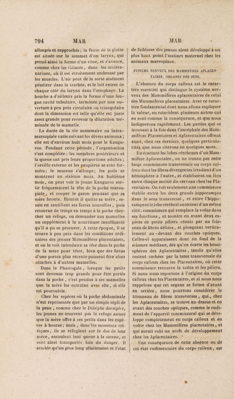 allongés et rapproehés; la fenle de la gloUe est située sur le sommet d’un larynx, qui prend ainsi la forme d’un cône, et s’avance, comme chez les Cétacés , dans les arrière- narines, où il est étroitement embrassé par les muscles. L’air peut de la sorte aisément pénétrer dans la trachée, et le lait entrer de chaque côté du iarynx dans l’œsophage. La bouche a d’ailleurs pris la forme d’une lon¬ gue cavité tubulaire, terminée par une ou¬ verture à peu près circulaire ou triangulaire dont la dimension est telle qu’elle est juste assez grande pour recevoir la dilatation ter¬ minale de la mamelle. La durée de la vie mammaire ou intra- marsupiale varie suivant les divers animaux ; elle est d’environ huit mois pour le Kangu- roo. Pendant cette période , l’organisation s’est complétée ; les meoibres postérieurs et la queue ont pris leurs proportions adultes ; l’oreille externe et les paupières se sont for¬ mées; le museau s’allonge; les poils se montrent au sixième mois. Au huitième mois, on peut voir le jeune Kanguroo sor¬ tir fréquemment la tête de la poche marsu- piale , et couper le gazon pendant que sa mère broute. Bientôt il quitte sa mère, es¬ saie en sautillant ses forces nouvelles, puis retourne de temps en temps à la poche cher¬ cher un refuge, ou demander aux mamelles un supplément à la nourriture insuffisante qu’il a pu se procurer. A celte époque, il se trouve à peu près dans les conditions ordi¬ naires des jeunes Mammifères placentaires, et on le voit introduire sa tête dans la poche de la mère pour téter, bien que des fœtus d’une portée plus récente puissent être alors attachés à d’autres mamelles. Dans le Phascogale , lorsque les petits sont devenus trop grands pour être portés dans la poche , c’est pendus à ses mamelles que la mère les entraîne avec elle, si elle est poursuivie. Chez les espèces où la poche abdominale n’est représentée que par un simple repli de la peau , comme chez le Didelphe dorsigère, les jeunes ne trouvent pas le refuge assuré que la mère offre à ses petits dans les espè ¬ ces à bourse; mais , dans les moments cri¬ tiques, ils se réfugient sur le dos de leur mère, enroulent leur queue à la sienne, et sont ainsi transportés loin du danger. 11 semble qu’un plus long allaitement et l’état de faiblesse des jeunes aient développé à un plus haut point l’instinct maternel chez les animaux marsupiaux. SYSTÈME NERVEUX DES MAMMIFÈRES aPLACEN- TAIRES. ORGANES DES SENS. L’absence du corps calleux est le carac¬ tère essentiel qui distingue le système ner¬ veux des Mammifères aplacentaires de celui des Mammifères placentaires. Avec ce carac¬ tère fondamental dont nous allons expliquer la valeur, en coïncident plusieurs autres qui en sont comme la conséquence, et que nous indiquerons rapidement. Les parties qui se trouvent à la fois dans l’encéphale des Mam¬ mifères Placentaires et Aplacentaires offrent aussi, chez ces derniers, quelques particula¬ rités que nous citerons en quelques mots. En écartant les lobes cérébraux d’unMam- rnifère Aplacentaire , on ne trouve pas cette large commissure transversale ou corps cal¬ leux dont\es fibres divergentes irradient d’un hémisphère à l’autre, et établissent un lien entre chaque moitié du cerveau chez les Pla¬ centaires. On voit seulement une commissure établie entre les deux grands hippocampes dans le sens transversal , et entre l’hippo- carnpeetlelobe cérébral anlérieurd’un même côté; commissure qui remplace la voûte dans ses fonctions, et montre en avant deux es¬ pèces de petits piliers réunis par un fais¬ ceau de fibres déliées, et plongeant vertica¬ lement au-devant des couches optiques. Celles-ci apparaissent donc au fond de la scissure médiane, dès qu’on écarte les hémi¬ sphères des Aplacentaires, tandis qu’elles restent cachées par la lame transversale du corps calleux chez les Placentaires, où cette commissure recouvre la voûte et les piliers. Si nous nous reportons à l’origine du corps 'calleux chez les Placentaires, et si nous nous rappelons que cet organe se forme d’avant en arrière, nous pourrons considérer le trousseau de fibres transverses, qui, chez les Aplacentaires, se trouve au-dessus et en avant des couches optiques, comme le rudi¬ ment de l’appareil cornmissural qui se déve¬ loppe complètement en corps calleux et en voûte chez les Mammifères placentaires, et qui aurait subi un arrêt de développement chez les Aplacentaires. * Une conséquence de cette absence ou de cet état rudimentaire du corps calleux, est