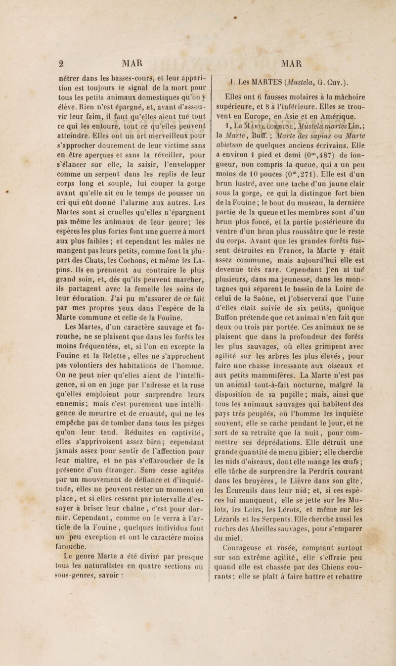 nétrer dans les basses-cours, et leur appari¬ tion est toujours le signal de la mort pour tous les petits animaux domestiques qu’on y élève. Rien n’est épargné, et, avant d’assou¬ vir leur faim, il faut qu’elles aient tué tout ce qui les entoure, tout ce qu’elles peuvent atteindre. Elles ont un art merveilleux pour s’approcher doucement de leur victime sans en être aperçues et sans la réveiller, pour s’élancer sur elle, la saisir, l’envelopper comme un serpent dans les replis de leur corps long et souple, lui couper la gorge avant qu’elle ait eu le temps de pousser un cri qui eût donné l’alarme aux autres. Les Martes sont si cruelles qu’elles n’épargnent pas même les animaux de leur genre; les espèces les plus fortes font une guerre à mort aux plus faibles; et cependant les mâles ne mangent pas leurs petits, comme font la plu¬ part des Chats, les Cochons, et même les La¬ pins. Ils en prennent au contraire le plus grand soin, et, dès qu’ils peuvent marcher, ils partagent avec la femelle les soins de leur éducation. J’ai pu m’assurer de ce fait par mes propres yeux dans l’espèce de la Marte commune et celle de la Fouine. Les Martes, d’un caractère sauvage et fa¬ rouche, ne se plaisent que dans les forêts les moins fréquentées, et, si l’on en excepte la Fouine et la Belette, elles ne s’approchent pas volontiers des habitations de l’homme. On ne peut nier qu’elles aient de l’intelli¬ gence, si on en Juge par l’adresse et la ruse qu’elles emploient pour surprendre leurs ennemis; mais c’est purement une intelli¬ gence de meurtre et de cruauté, qui ne les empêche pas de tomber dans tous les pièges qu’on leur tend. Réduites en captivité, elles s’apprivoisent assez bien; cependant jamais assez pour sentir de l’affection pour leur maître, et ne pas s’effaroucher de la présence d’un étranger. Sans cesse agitées par un mouvement de défiance et d’inquié¬ tude, elles ne peuvent rester un moment en place, et si elles cessent par intervalle d’es¬ sayer à briser leur chaîne , c’est pour dor¬ mir. Cependant, comme on le verra à l’ar¬ ticle de la Fouine , quelques individus font un peu exception et ont le caractère moins farouche. Le genre Marte a été divisé par presque tous les naturalistes en quatre sections ou sous-genres, savoir : I. Les MARTES {Mustela, G. Cuv.). Elles ont 6 fausses molaires à la mâchoire supérieure, et 8 à l’inférieure. Elles se trou¬ vent en Europe, en Asie et en Amérique. 1. La MARTi. COMMUNEj MüstelamartesL\n. ; la Marie, Buff. ; ‘Marie des sapins ou Marie dbietum de quelques anciens écrivains. Elle a environ 1 pied et demi (0',487) de lon¬ gueur, non compris la queue, qui a un peu moins de 10 pouces (0“,271). Elle est d’un brun lustré, avec une tache d’un jaune clair sous la gorge, ce qui la distingue fort bien de la Fouine ; le bout du museau, la dernière partie de la queue et les membres sont d’un brun plus foncé, et la partie postérieure du ventre d’un brun plus roussâtre que le reste du corps. Avant que les grandes forêts fus¬ sent détruites en France, la Marte y était assez commune, mais aujourd’hui elle est devenue très rare. Cependant j’en ai tué plusieurs, dans ma jeunesse, dans les mon¬ tagnes qui séparent le bassin de la Loire de celui de la Saône, et j’observerai que l’une d’elles était suivie de six petits, quoique Buffon prétende que cet animal n’en fait que deux ou trois par portée. Ces animaux ne se plaisent que dans la profondeur des forêts les plus sauvages, où elles grimpent avec agilité sur les arbres les plus élevés, pour faire une chasse incessante aux oiseaux et aux petits mammifères. La Marte n’est pas un animal tout-à-fait nocturne, malgré la disposition de sa pupille ; mais, ainsi que tous les animaux sauvages qui habitent des pays très peuplés, où l’homme les inquiète souvent, elle se cache pendant le jour, et ne sort de sa retraite que la nuit, pour com¬ mettre ses déprédations. Elle détruit une grande quantité de menu gibier; elle cherche les nids d’oiseaux, dont elle mange les œufs; elle tâche de surprendre la Perdrix couvant dans les bruyères, le Lièvre dans son gîte, les Écureuils dans leur nid; et, si ces espè¬ ces lui manquent, elle se jette sur les Mu¬ lots, les Loirs, les Lérots, et même sur les Lézards et les Serpents. Elle cherche aussi les ruches des Abeilles sauvages, pour s’emparer du miel. Courageuse et rusée, comptant surtout sur son extrême agilité, elle s’effraie peu quand elle est chassée par des Chiens cou¬ rants; elle se plaît à faire battre et rebattre