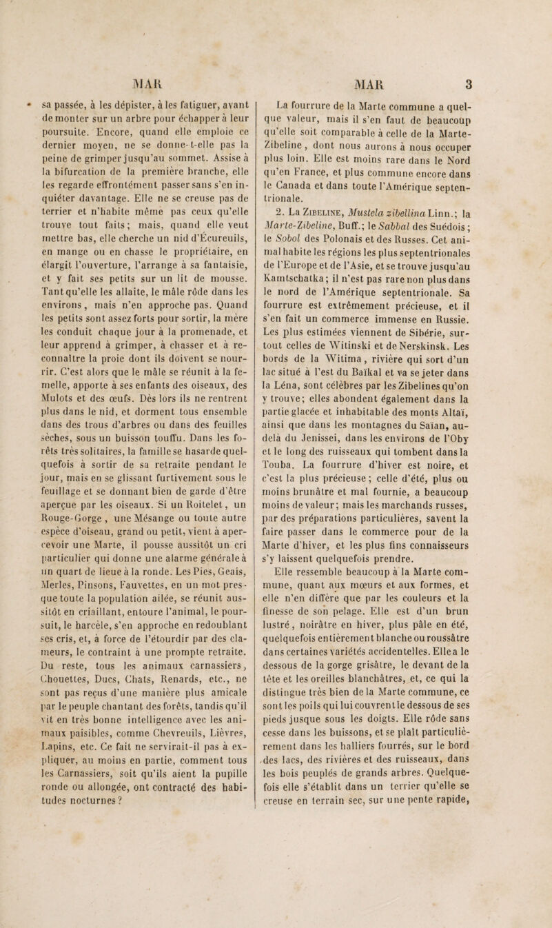 sa passée, à les dépister, à les fatiguer, avant de monter sur un arbre pour échapper à leur poursuite. Encore, quand elle emploie ce dernier moyen, ne se donne-t-elle pas la peine de grimper jusqu’au sommet. Assise à la bifurcation de la première branche, elle les regarde effrontément passer sans s’en in¬ quiéter davantage. Elle ne se creuse pas de terrier et n’habite même pas ceux qu’elle trouve tout faits; mais, quand elle veut mettre bas, elle cherche un nid d’Écureuils, en mange ou en chasse le propriétaire, en élargit l’ouverture, l’arrange à sa fantaisie, et y fait ses petits sur un lit de mousse. Tantqu’elle les allaite, le mâle rôde dans les environs, mais n’en approche pas. Quand les petits sont assez forts pour sortir, la mère les conduit chaque jour à la promenade, et leur apprend à grimper, à chasser et à re¬ connaître la proie dont ils doivent se nour¬ rir. C’est alors que le mâle se réunit à la fe¬ melle, apporte à ses enfants des oiseaux, des Mulots et des œufs. Dès lors ils ne rentrent plus dans le nid, et dorment tous ensemble dans des trous d’arbres ou dans des feuilles sèches, sous un buisson touffu. Dans les fo¬ rêts très solitaires, la famillese hasarde quel¬ quefois à sortir de sa retraite pendant le jour, mais en se glissant furtivement sous le feuillage et se donnant bien de garde d’être aperçue par les oiseaux. Si un Roitelet, un Rouge-Gorge , une Mésange ou toute autre espèce d’oiseau, grand ou petit, vient à aper¬ cevoir une Marte, il pousse aussitôt un cri particulier qui donne une alarme générale à un quart de lieue à la ronde. Les Pies, Geais, Merles, Pinsons, Fauvettes, en un mot près - que toute la population ailée, se réunit aus¬ sitôt en criaillant, entoure l’animal, le pour¬ suit, le harcèle, s’en approche en redoublant ses cris, et, à force de l’étourdir par des cla¬ meurs, le contraint à une prompte retraite. Du reste, tous les animaux carnassiers, (Chouettes, Ducs, Chats, Renards, etc., ne sont pas reçus d’une manière plus amicale par le peuple chantant des forêts, tandis qu’il vit en très bonne intelligence avec les ani¬ maux paisibles, comme Chevreuils, Lièvres, Lapins, etc. Ce fait ne servirait-il pas à ex¬ pliquer, au moins en partie, comment tous les Carnassiers, soit qu’ils aient la pupille ronde ou allongée, ont contracté des habi¬ tudes nocturnes? La fourrure de la Marte commune a quel¬ que valeur, mais il s’en faut de beaucoup qu’elle soit comparable à celle de la Marte- Zibeline , dont nous aurons à nous occuper plus loin. Elle est moins rare dans le Nord qu’en France, et plus commune encore dans le Canada et dans toute l’Amérique septen¬ trionale. 2. La Zibeline, Muslela zibellinahinn.', la Marte-Zibeline, Buff.; le Sahbal des Suédois ; le Sobol des Polonais et des Russes. Cet ani¬ mal habite les régions les plus septentrionales de l’Europe et de l’Asie, et se trouve jusqu’au Kamtschatka ; il n’est pas rare non plus dans le nord de l’Amérique septentrionale. Sa fourrure est extrêmement précieuse, et il s’en fait un commerce immense en Russie. Les plus estimées viennent de Sibérie, sur¬ tout celles de Witinski et deNerskinsk. Les bords de la Witima, rivière qui sort d’un lac situé à l’est du Baïkal et va se jeter dans la Léna, sont célèbres par les Zibelines qu’on y trouve; elles abondent également dans la partie glacée et inhabitable des monts Altaï, ainsi que dans les montagnes du Saïan, au- delà du Jenissei, dans les environs de l’Oby et le long des ruisseaux qui tombent dans la Touba. La fourrure d’hiver est noire, et c’est la plus précieuse; celle d’été, plus ou moins brunâtre et mal fournie, a beaucoup moins de valeur ; mais le.« marchands russes, par des préparations particulières, savent la faire passer dans le commerce pour de la Marte d’hiver, et les plus fins connaisseurs s’y laissent quelquefois prendre. Elle ressemble beaucoup à la Marte com¬ mune, quant aux mœurs et aux formes, et elle n’en diffère que par les couleurs et la finesse de son pelage. Elle est d’un brun lustré, noirâtre en hiver, plus pâle en été, quelquefois entièrement blanche ou roussâtre dans certaines variétés accidentelles. Ellea le dessous de la gorge grisâtre, le devant de la tête et les oreilles blanchâtres, et, ce qui la distingue très bien de la Marte commune, ce sont les poils qui luicouvrentle dessous de ses pieds jusque sous les doigts. Elle rôde sans cesse dans les buissons, et se plaît particuliè¬ rement dans les halliers fourrés, sur le bord -des lacs, des rivières et des ruisseaux, dans les bois peuplés de grands arbres. Quelque¬ fois elle s’établit dans un terrier qu’elle se creuse en terrain sec, sur une pente rapide,