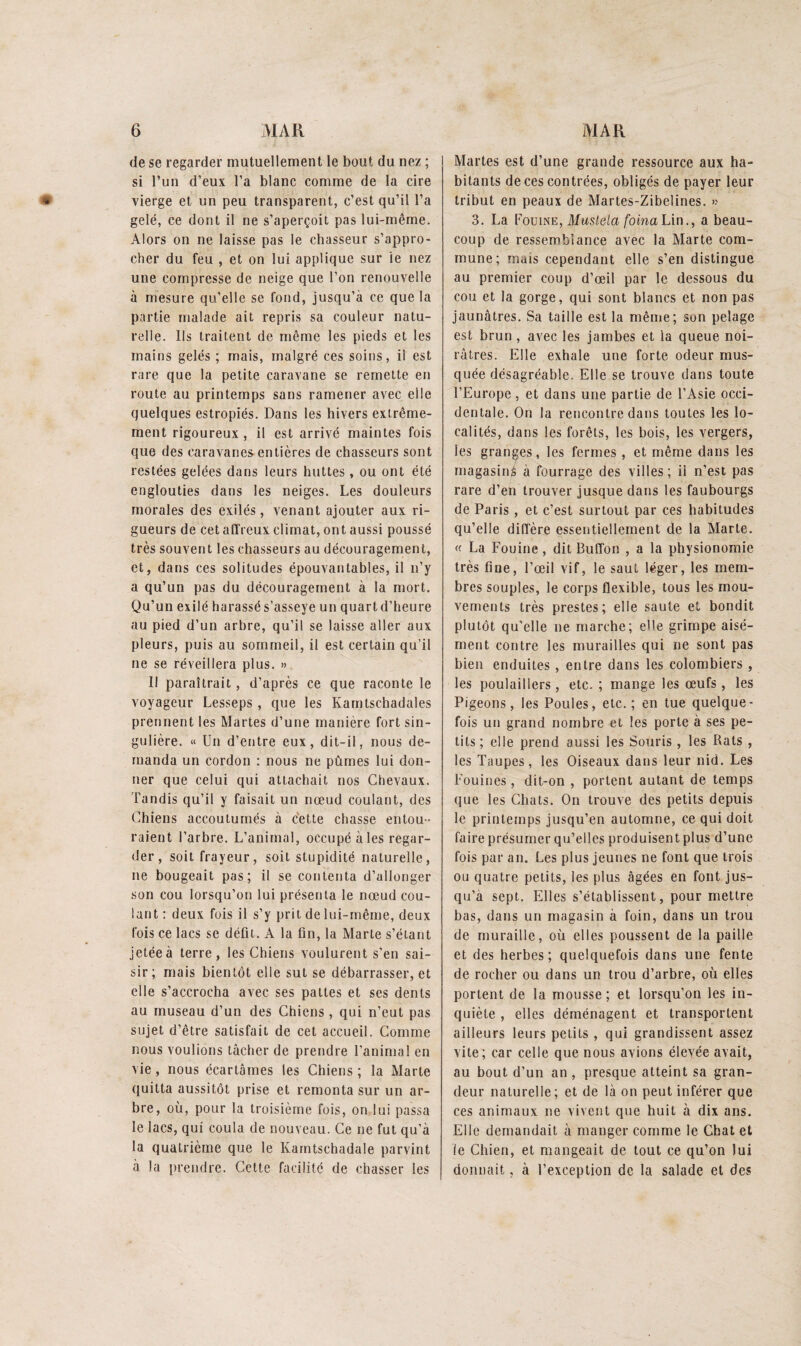 de se regarder mutuellement le bout du nez ; si l’un d’eux l’a blanc comme de la cire vierge et un peu transparent, c’est qu’il l’a gelé, ce dont il ne s’aperçoit pas lui-même. Alors on ne laisse pas le chasseur s’appro¬ cher du feu , et on lui applique sur ie nez une compresse de neige que l’on renouvelle à mesure qu’elle se fond, jusqu’à ce que la partie malade ait repris sa couleur natu¬ relle. Ils traitent de même les pieds et les mains gelés ; mais, malgré ces soins, il est rare que la petite caravane se remette en route au printemps sans ramener avec elle quelques estropiés. Dans les hivers extrême¬ ment rigoureux , il est arrivé maintes fois que des caravanes-entières de chasseurs sont restées gelées dans leurs huttes , ou ont été englouties dans les neiges. Les douleurs morales des exilés, venant ajouter aux ri¬ gueurs de cet affreux climat, ont aussi poussé très souvent les chasseurs au découragement, et, dans ces solitudes épouvantables, il n’y a qu’un pas du découragement à la mort. Qu’un exilé harassé s’asseye un quartd’heure au pied d’un arbre, qu’il se laisse aller aux pleurs, puis au sommeil, il est certain qu’il ne se réveillera plus. ». Il paraîtrait, d’après ce que raconte le voyageur Lesseps , que les Karntschadales prennent les Martes d’une manière fort sin¬ gulière. « Un d’entre eux, dit-il, nous de¬ manda un cordon : nous ne pûmes lui don¬ ner que celui qui attachait nos Chevaux. Tandis qu’il y faisait un nœud coulant, des Chiens accoutumés à cette chasse entou¬ raient l’arbre. L’animal, occupé à les regar¬ der, soit frayeur, soit stupidité naturelle, ne bougeait pas; il se contenta d’allonger son cou lorsqu’on lui présenta le nœud cou¬ lant : deux fois il s’y prit de lui-même, deux fois ce lacs se défit. A la fin, la Marte s’étant jetée à terre, les Chiens voulurent s’en sai¬ sir; mais bientôt elle sut se débarrasser, et elle s’accrocha avec ses pattes et ses dents au museau d’un des Chiens , qui n’eut pas sujet d’être satisfait de cet accueil. Comme nous voulions tâcher de prendre l’animal en vie, nous écartâmes les Chiens ; la Marte quitta aussitôt prise et remonta sur un ar¬ bre, où, pour la troisième fois, on lui passa le lacs, qui coula de nouveau. Ce ne fut qu’à la quatrième que le Karntschadale parvint à la prendre. Cette facilité de chasser les Martes est d’une grande ressource aux ha¬ bitants de ces contrées, obligés de payer leur tribut en peaux de Martes-Zibelines. » 3. La V'o'umE, Mustela foinahin., a beau¬ coup de ressemblance avec la Marte com¬ mune; mais cependant elle s’en distingue au premier coup d’œil par le dessous du cou et la gorge, qui sont blancs et non pas jaunâtres. Sa taille est la même; son pelage est brun, avec les jambes et la queue noi¬ râtres. Elle exhale une forte odeur mus¬ quée désagréable. Elle se trouve dans toute l’Europe, et dans une partie de l’Asie occi¬ dentale. On la rencontre dans toutes les lo¬ calités, dans les forêts, les bois, les vergers, les granges, les fermes , et même dans les magasiné à fourrage des villes; il n’est pas rare d’en trouver jusque dans les faubourgs de Paris , et c’est surtout par ces habitudes qu’elle diffère essentiellement de la Marte. « La Fouine , dit Buffon , a la physionomie très fine, l’œil vif, le saut léger, les mem¬ bres souples, le corps flexible, tous les mou¬ vements très prestes; elle saute et bondit plutôt qu'elle ne marche; elle grimpe aisé¬ ment contre les murailles qui ne sont pas bien enduites, entre dans les colombiers , les poulaillers, etc. ; mange les œufs, les Pigeons, les Poules, etc. ; en tue quelque¬ fois un grand nombre et les porte à ses pe¬ tits ; elle prend aussi les Souris , les Rats , les Taupes, les Oiseaux dans leur nid. Les Fouines, dit-on , portent autant de temps que les Chats. On trouve des petits depuis le printemps jusqu’en automne, ce qui doit faire présumer qu’elles produisent plus d’une fois par an. Les plus jeunes ne font que trois ou quatre petits, les plus âgées en font jus¬ qu’à sept. Elles s’établissent, pour mettre bas, dans un magasin à foin, dans un trou de muraille, où elles poussent de la paille et des herbes; quelquefois dans une fente de rocher ou dans un trou d’arbre, où elles portent de la mousse ; et lorsqu’on les in¬ quiète , elles déménagent et transportent ailleurs leurs petits , qui grandissent assez vite; car celle que nous avions élevée avait, au bout d’un an , presque atteint sa gran¬ deur naturelle; et de là on peut inférer que ces animaux ne vivent que huit à dix ans. Elle demandait à manger comme le Chat et le Chien, et mangeait de tout ce qu’on lui donnait, à l’exception de la salade et des