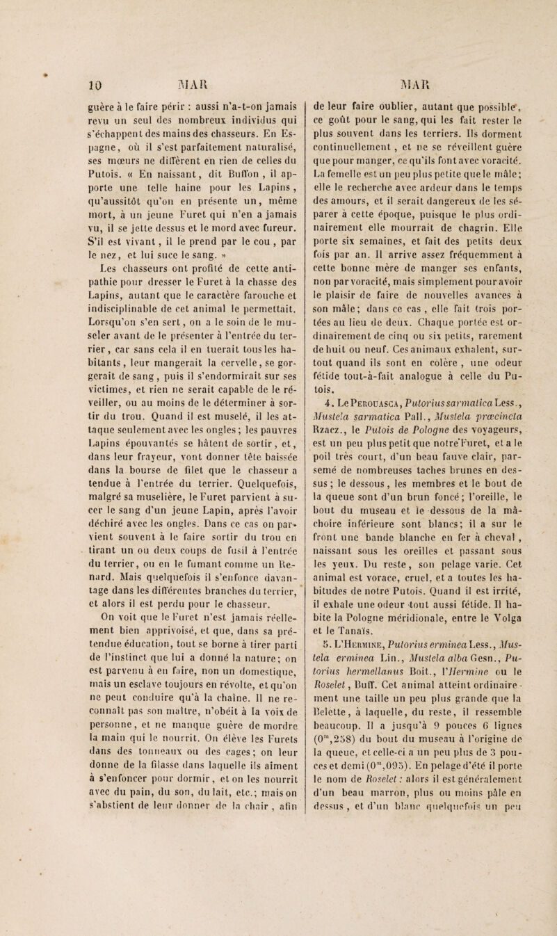 guère à le faire périr : aussi n’a-t-on jamais revu un seul des nombreux individus qui s’échappent des mains des chasseurs. En Es¬ pagne, où il s’est parfaitement naturalisé, ses mœurs ne diiïèrent en rien de celles du Putois. (( En naissant, dit Buffon , il ap¬ porte une telle haine pour les Lapins, qu’aussitôt qu’on en présente un, même mort, à un jeune Furet qui n’en a jamais vu, il se jette dessus et le mord avec fureur. S’il est vivant, il le prend par le cou , par le nez, et lui suce le sang. »> Les chasseurs ont profité de cette anti¬ pathie pour dresser le Furet à la chasse des Lapins, autant que le caractère farouche et indisciplinable de cet animal le permettait. Lorsqu’on s’en sert, on a le soin de le mu¬ seler avant de le présenter à l’entrée du ter¬ rier, car sans cela il en tuerait tous les ha¬ bitants, leur mangerait la cervelle, se gor¬ gerait de sang , puis il s’endormirait sur ses victimes, et rien ne serait capable de le ré¬ veiller, ou au moins de le déterminer à sor¬ tir du trou. Quand il est muselé, il les at¬ taque seulement avec les ongles ; les pauvres Lapins épouvantés se hâtent de sortir, et, dans leur frayeur, vont donner tête baissée dans la bourse de filet que le chasseur a tendue à l’entrée du terrier. Quelquefois, malgré sa muselière, le Furet parvient à su¬ cer le sang d’un jeune Lapin, après l’avoir déchiré avec les ongles. Dans ce cas on par* vient souvent à le faire sortir du trou en tirant un ou deux coups de fusil à l’entrée du terrier, ou en le fumant comme un Re¬ nard. Mais quelquefois il s’enfonce davan¬ tage dans les dinércutes branches du terrier, ’ et alors il est perdu pour le chasseur. On voit que le Furet n’est jamais réelle¬ ment bien apprivoisé, et que, dans sa pré¬ tendue éducation, tout se borne à tirer parti de l’instinct que lui a donné la nature; on est parvenu à en faire, non un domestique, mais un esclave toujours en révolte, et qu’on ne peut conduire qu’à la chaîne. 11 ne re¬ connaît pas son maître, n’obéit à la voix de personne, et ne manque guère démordre la main qui le nourrit. On élève les Furets dans des tonneaux ou des cages; on leur donne de la filasse dans laquelle ils aiment à s’enfoncer pour dormir, et on les nourrit avec du pain, du son, du lait, etc.; maison s’abstient de leur donner de la chair , afin de leur faire oublier, autant que possible', ce goût pour le sang, qui les fait rester le plus souvent dans les terriers. Ils dorment continuellement , et ne se réveillent guère que pour manger, ce qu’ils font avec voracité. La femelle est un peu plus petite que le mâle; elle le recherche avec ardeur dans le temps des amours, et il serait dangereux de les sé¬ parer à cette époque, puisque le plus ordi¬ nairement elle mourrait de chagrin. Elle porte six semaines, et fait des petits deux fois par an. Il arrive assez fréquemment à cette bonne mère de manger scs enfants, non parvoracité, m.ais simplement pour avoir le plaisir de faire de nouvelles avances à son mâle; dans ce cas , elle fait trois por¬ tées au lieu de deux. Chaque portée est or¬ dinairement de cinq ou six petits, rarement de huit ou neuf. Ces animaux exhalent, sur¬ tout quand ils sont en colère , une odeur fétide tout-à-fait analogue à celle du Pu¬ tois. 4. LcPerouasca, PutoriussarmalicaLess., Mustela sarmatica PalL, Muslela prœcincta Rzaez., le Putois de Pologne des voyageurs, est un peu plus petit que nolre’Fmret, et a le poil très court, d’un beau fauve clair, par¬ semé de nombreuses taches brunes en des¬ sus ; le dessous, les membres et le bout de la queue sont d’un brun foncé; l’oreille, le bout du museau et le dessous de la mâ¬ choire inférieure sont blancs; il a sur le front une bande blanche en fer à cheval , naissant sous les oreilles et passant sous les yeux. Du reste, son pelage varie. Cet animal est vorace, cruel, et a toutes les ha¬ bitudes de notre Putois. Quand il est irrité, il exhale une odeur tout aussi fétide. Il ha¬ bite la Pologne méridionale, entre le Volga et le ïanais. 5. L’Hermine, PutoriusennineaLess., Ifus- tela erminea Lin., Muslela alba Gesn., Pu¬ torius hermellanus Boit., VHermine ou le Roselet, Buff. Cet animal atteint ordinaire • ment une taille un peu plus grande que la Belette, à laquelle, du reste, il ressemble beaucoup. Il a jusqu’à 9 pouces 6 lignes (0”‘,258) du bout du museau à l’origine de la queue, et celle-ci a un peu plus de 3 pou¬ ces et demi (0',095). En pelage d’été il porte le nom de Roselet: alors il est généralement d’un beau marron, plus ou moins pâle en dessus , et d’un blanc quelquefois un peu