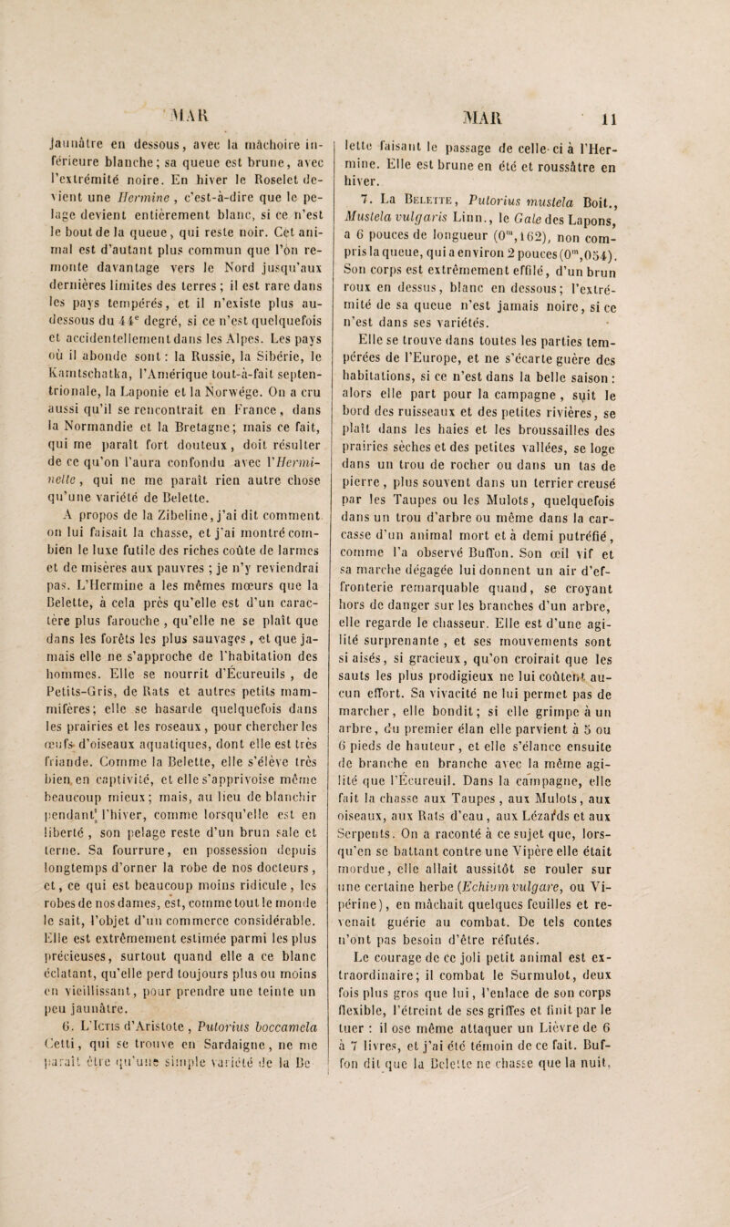 i>IAK Jaunâtre en dessous, avec la iiiâclioire in¬ férieure blanche; sa queue est brune, avec l’extrémité noire. En hiver le Roselet de¬ vient une Hermine, c’est-à-dire que le pe¬ lage devient entièrement blanc, si ce n’est le bout de la queue, qui reste noir. Cét ani¬ mal est d’autant plus commun que l’on re¬ monte davantage vers le Nord jusqu’aux dernières limites des terres ; il est rare dans les pays tempérés, et il n’existe plus au- dessous du 4 4® degré, si ce n’est quelquefois et accidentellement dans les Alpes. Les pays où il abonde sont: la Russie, la Sibérie, le Kamtschatka, l’Amérique tout-à-fait septen¬ trionale, la Laponie et la Norwége. On a cru aussi qu’il se rencontrait en France , dans la Normandie et la Bretagne; mais ce fait, qui me j)araît fort douteux, doit résulter de ce qu’on l’aura confondu avec VHermi- nelle, qui ne me paraît rien autre chose qu’une variété de Belette. A propos de la Zibeline, j’ai dit comment on lui faisait la chasse, et j’ai montré com¬ bien le luxe futile des riches coûte de larmes et de misères aux pauvres ; je n’y reviendrai pas. L’Hermine a les mêmes mœurs que la Belette, à cela près qu’elle est d’un carac¬ tère plus farouche , qu’elle ne se plaît que dans les forêts les plus sauvages, et que ja¬ mais elle ne s’approche de l’habitation des hommes. Elle se nourrit d’Ecureuils , de Petits-Gris, de Rats et autres petits mam¬ mifères; elle se hasarde quelquefois dans les prairies et les roseaux, pour chercher les œufs- d’oiseaux aquatiques, dont elle est très friande. Comme la Belette, elle s’élève très bien en captivité, et elle s’apprivoise même beaucoup mieux; mais, au lieu de blanchir pendantM’hiver, comme lorsqu’elle est en liberté , son pelage reste d’un brun sale et terne. Sa fourrure, en possession depuis longtemps d’orner la robe de nos docteurs, et, ce qui est beaucoup moins ridicule, les robes de nos dames, est, comme tout le monde le sait, l’objet d’un commerce considérable. Elle est extrêmement estimée parmi les plus précieuses, surtout quand elle a ce blanc éclatant, qu’elle perd toujours plus ou moins en vieillissant, pour prendre une teinte un peu jaunâtre. 6. L’Icris d’Aristote, Pulorius hoccamela (’etti, qui se trouve en Sardaigjie , ne me P'araît être qu’uns simple vaiiété de la Be lette laisant le passage de celle-ci à l’Her¬ mine. Elle est brune en été et roussâtre en hiver. 7. La Belette, Pulorius musteîa Boit., Musielavulgaris Linn., le Ga/e des Lapons, a 6 pouces de longueur (0‘,162), non com¬ pris la queue, qui a environ 2 pouces (0',054). Son corps est extrêmement effilé, d’un brun roux en dessus, blanc en dessous; l’extré¬ mité de sa queue n’est jamais noire, si ce n’est dans ses variétés. Elle se trouve dans toutes les parties tem¬ pérées de l’Europe, et ne s’écarte guère des habitations, si ce n’est dans la belle saison : alors elle part pour la campagne , syit le bord des ruisseaux et des petites rivières, se plaît dans les haies et les broussailles des prairies sèches et des petites vallées, se loge dans un trou de rocher ou dans un tas de pierre, plus souvent dans un terrier creusé par les Taupes ouïes Mulots, quelquefois dans un trou d’arbre ou même dans la car¬ casse d’un animal mort et à demi putréfié, comme l’a observé BufTon. Son œil vif et sa marche dégagée lui donnent un air d’ef¬ fronterie remarquable quand, se croyant hors de danger sur les branches d’un arbre, elle regarde le chasseur. Elle est d’une agi¬ lité surprenante , et ses mouvements sont si aisés, si gracieux, qu’on croirait que les sauts les plus prodigieux ne lui coûtent au¬ cun effort. Sa vivacité ne lui permet pas de marcher, elle bondit; si elle grimpe à un arbre, du premier élan elle parvient à 5 ou 6 pieds de hauteur, et elle s’élance ensuite de branche en branche avec la même agi¬ lité que l’Écureuil. Dans la campagne, elle fait la chasse aux Taupes, aux Mulots, aux oiseaux, aux Rats d’eau, aux Lézaêds et aux Serpents. On a raconté à ce sujet que, lors¬ qu’on se battant contre une Vipère elle était mordue, elle allait aussitôt se rouler sur une certaine herbe {Echivmvulgare, ou Vi¬ périne), en mâchait quelques feuilles et re¬ venait guérie au combat. De tels contes n’ont pas besoin d’être réfutés. Le courage de ce joli petit animal est ex¬ traordinaire ; il combat le Surmulot, deux fois plus gros que lui, l’enlace de son corps flexible, l’étreint de scs griffes et finit par le tuer ; il ose même attaquer un Lièvre de 6 à 7 livres, et j’ai été témoin de ce fait. Buf- fon dit que la Belette ne chasse que la nuit,