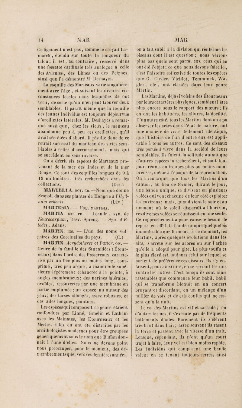 Ce ligament n’est pas, comme le croyait La marck, étendu sur toute la longueur du talon; il est, au contraire , resserré dans une fossette cardinale très analogue à celle des Avicules, des Limes ou des Peignes, ainsi que l’a démontré M. Desiiayes. La coquille des Marteaux varie singulière¬ ment avec l’âge , et suivant les diverses cir¬ constances locales dans lesquelles ils ont vécu, de sorte qu’on n’en peut trouver deux semblables. Il paraît môme que la coquille des jeunes individus est toujours dépourvue d’oreillettes latérales. M. Deshaycs a remar¬ qué aussi que, chez les vieux , le manteau abandonne peu à peu ces oreillettes, qu’il avait sécrétées d’abord. Il résulte donc de ce retrait successif du manteau des stries sem > blables à celles d’accroissement, mais qui se succèdent en sens inverse. On a décrit six espèces de Marteaux pro¬ venant de la nier des Indes et de la mer Rouge. Ce sont des coquilles longues de 9 à 15 millimètres, très recherchées dans les collections. (Duj.) MARTELLA. bot. en.—Nom que donne Scopoli dans ses plantes de Hongrie à Vllyd- niim echenis. (LÉv.) MARTESIA. — Voy. martisia. MAllTIA. DOT. PII. — Leandr., syn. de Xeurocarpum, Desv.-Spreng. — Syn. d'E- lodes, Adans. MARTIN. iNS. — L’un des noms vul¬ gaires des Coccinelles du pays. (C.) MARTIN. Acrydotheres et Pastor. ois. — Genre de la famille des Sturnidées (Étour¬ neaux) dans l’ordre des Passereaux, caracté¬ risé par un bec plus ou moins long, com ¬ primé , très peu arqué, à mandibule supé¬ rieure légèrement échancrée à la pointe, à angles membraneux; des narines latérales, ovoïdes, recouvertes par une membrane en partie emplumée ; un espace nu autour des yeux; des tarses allongés, assez robustes, et des ailes longues, pointues. Lcsespècesquicomposent ce genre étaient confondues par Linné, Gmelin et Latharn avec les Mainates, les Étourneaux et les Merles. Elles en ont été distraites par les ornithologistes modernes pour être groupées génériquement sous le nom que Bulîon don¬ nait à l’une d’elles. Nous ne devons point nous préoccuper, pour le moment, des dé- m c r n b r e m c n l s q U e, V c r s c e s d e r n i è r e s a n n é c s, on a fait subir à la division qui renferme les oiseaux dont il est question ; nous verrons [ilus bas quels sont parmi eux ceux qui en ont été l’objet; ce que nous devons faire ici, c’est l’histoire collective de toutes les espèces que G. Cuvier, Vieillot, Temminck, Wa- gler, etc, ont classées dans leur genre Martin. LesMartins, déjà si voisins des Étourneaux par leurscaractères physiques, semblent l’être plus encore sous le rapport des mœurs; ils en ont les habitudes, les allures, la docilité. D’un autre côté, tous les Martins dont on a pu observer les actes dans l’état de nature, ont une manière de vivre tellement identique, que l’histoire de l’un d’entre eux est appli¬ cable à tous les autres. Ce sont des oiseaux très portés à vivre dans la société de leurs semblables. Ils fuient la solitude autant que d’autres espèces la recherchent, et sont tou¬ jours réunis en troupes plus ou moins nom¬ breuses, même à l’époque de la reproduction. On a remarqué que tous les Martins d’un canton, au lieu de former, durant le jour, une bande unique, se divisent en plusieurs volées qui vont chacune de leur côté exploiter les environs ; mais, quand vient le soir et au moment où le soleil disparaît à l’horizon, ces diverses volées se réunissent en une seule. Ce rapprochement a pour cause-le besoin de repos; en elTet, la bande unique quelquefois innombrable que forment, à ce moment, les Martins, après quelques évolutions dans les airs, s’arrête sur les arbres ou sur l’arbre qu’elle a adopté pour gîte. Le plus touffu et le plus élevé est toujours celui sur lequel se portent de préférence ces oiseaux. Ils s’y en¬ tassent,-pour ainsi dire, en se serrant les uns contre les autres. C’est lorsqu’ils sont ainsi rassemblés que commence leur babil, babil qui se transforme bientôt en un concert bruyant et discordant, en un mélange d’un millier de voix et de cris confus qui ne ces¬ sent qu’à la nuit. Le vol des Martins est vif et saccadé ; en d’autres termes, il s’exécute par de fréquents battements d’ailes. Rarement ils s’élèvent très haut dans l’air; assez souvent ils rasent la terre et passent avec la vitesse d’un trait. Lorsque, cependant, ils n’ont qu’un court trajet à faire, leur vol est bien moins rapide. Les individus qui composent une bande voient en se tenant toujours serrés, ainsi