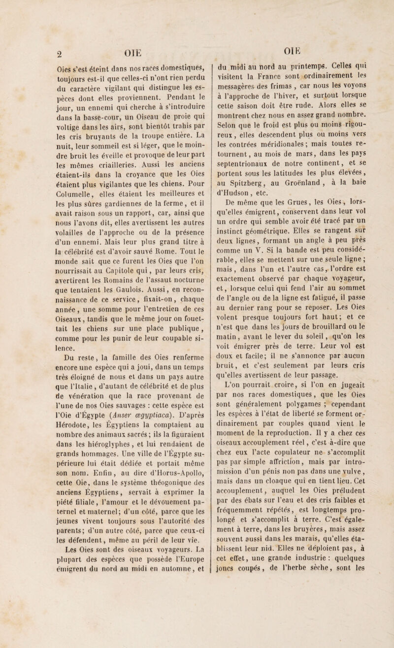 Oies s’est éteint dans nos races domestiques, toujours est-il que celles-ci n’ont rien perdu du caractère vigilant qui distingue les es¬ pèces dont elles proviennent. Pendant le jour, un ennemi qui cherche à s’introduire dans la basse-cour, un Oiseau de proie qui voltige dans les airs, sont bientôt trahis par les cris bruyants de la troupe entière. La nuit, leur sommeil est si léger, que le moin¬ dre bruit les éveille et provoque de leur part les mêmes criailleries. Aussi les anciens étaient-ils dans la croyance que les Oies étaient plus vigilantes que les chiens. Pour Columelle, elles étaient les meilleures et les plus sûres gardiennes de la ferme, et il avait raison sous un rapport, car, ainsi que nous l’avons dit, elles avertissent les autres volailles de l’approche ou de la présence d’un ennemi. Mais leur plus grand titre à la célébrité est d’avoir sauvé Rome. Tout le monde sait que ce furent les Oies que l’on nourrissait au Capitole qui, par leurs cris, avertirent les Romains de l’assaut nocturne que tentaient les Gaulois. Aussi, en recon¬ naissance de ce service, fixait-on, chaque année, une somme pour l’entretien de ces Oiseaux, tandis que le même jour on fouet¬ tait les chiens sur une place publique , comme pour les punir de leur coupable si¬ lence. Du reste, la famille des Oies renferme encore une espèce qui a joui, dans un temps très éloigné de nous et dans un pays autre que l’Italie , d’autant de célébrité et de plus de vénération que la race provenant de l’une de nos Oies sauvages : cette espèce est l’Oie d’Égypte {Anser œgyptiaca). D’après Hérodote, les Égyptiens la comptaient au nombre des animaux sacrés ; ils la figuraient dans les hiéroglyphes, et lui rendaient de grands hommages. Une ville de l’Égypte su¬ périeure lui était dédiée et portait même son nom. Enfin, au dire d’IIorus-Apollo, cette Oie, dans le système théogonique des anciens Égyptiens, servait à exprimer la piété filiale, l’amour et le dévouement pa¬ ternel et maternel; d’un côté, parce que les jeunes vivent toujours sous l’autorité des parents; d’un autre côté, parce que ceux-ci les défendent, même au péril de leur vie. Les Oies sont des oiseaux voyageurs. La plupart des espèces que possède l’Europe émigrent du nord au midi en automne, et OIE du midi au nord au printemps. Celles qui visitent la France sont ordinairement les messagères des frimas , car nous les voyons à l’approche de l’hiver, et surtout lorsque cette saison doit être rude. Alors elles se montrent chez nous en assez grand nombre. Selon que le froid est plus ou moins rigou¬ reux, elles descendent plus ou moins vers les contrées méridionales; mais toutes re¬ tournent, au mois de mars, dans les pays septentrionaux de notre continent, et se portent sous les latitudes les plus élevées, au Spitzberg, au Groenland, à la baie d’Hudson , etc. De même que les Grues, les Oies, lors¬ qu’elles émigrent, conservent dans leur vol un ordre qui semble avoir été tracé par un instinct géométrique. Elles se rangent sur deux lignes, formant un angle à peu près comme un Y. Si la bande est peu considé¬ rable, elles se mettent sur une seule ligne ; mais, dans l’un et l’autre cas, l’ordre est exactement observé par chaque voyageur, et, lorsque celui qui fend l’air au sommet de l’angle ou de la ligne est fatigué, il passe au dernier rang pour se reposer. Les Oies volent presque toujours fort haut; et ce n’est que dans les jours de brouillard ou le matin, avant le lever du soleil, qu’on les voit émigrer près de terre. Leur vol est doux et facile; il ne s’annonce par aucun bruit, et c’est seulement par leurs cris qu’elles avertissent de leur passage. L’on pourrait croire, si l’on en jugeait par nos races domestiques, que les Oies sont généralement polygames ; cependant les espèces à l’état de liberté se forment or¬ dinairement par couples quand vient le moment de la reproduction. Il y a chez ces oiseaux accouplement réel, c’est à-dire que chez eux l’acte copulateur ne s’accomplit pas par simple affriction, mais par intro¬ mission d’un pénis non pas dans une vulve , mais dans un cloaque qui en tient lieu. Cet accouplement, auquel les Oies préludent par des ébats sur l’eau et des cris faibles et fréquemment répétés, est longtemps pro¬ longé et s’accomplit à terre. C’est égale¬ ment à terre, dans les bruyères, mais assez souvent aussi dans les marais, qu’elles éta¬ blissent leur nid. Elles ne déploient pas, à cet effet, une grande industrie: quelques joncs coupés, de l’herbe sèche, sont les