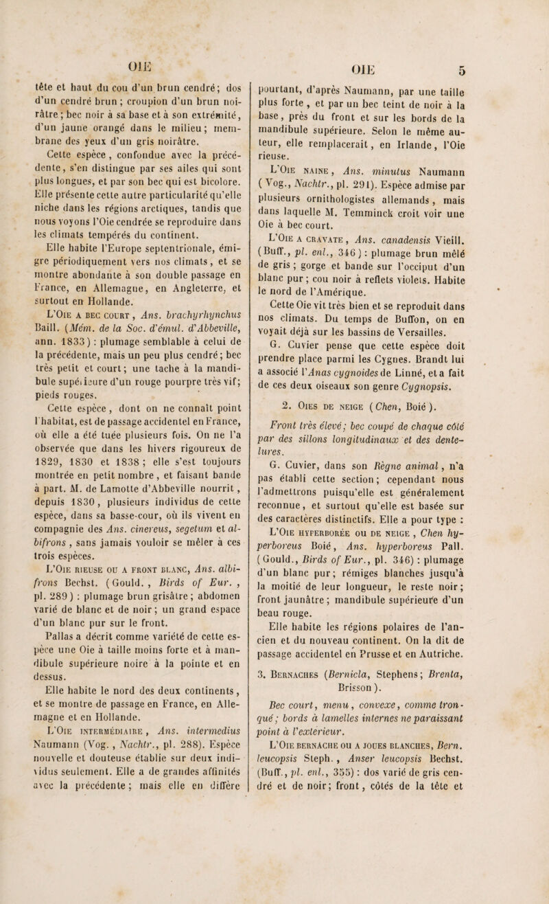 tête et haut du cou d’un brun cendré; dos d’un cendré brun ; croupion d’un brun noi¬ râtre ; bec noir à sa base et à son extrémité, d’un jaune orangé dans le milieu; mem¬ brane des yeux d’un gris noirâtre. Cette espèce , confondue avec la précé¬ dente, s’en distingue par ses ailes qui sont plus longues, et par son bec qui est bicolore. Elle présente cette autre particularité qu’elle niche dans les régions arctiques, tandis que nous voyons l’Oie cendrée se reproduire dans les climats tempérés du continent. Elle habite l’Europe septentrionale, émi¬ gre périodiquement vers nos climats, et se montre abondante à son double passage en France, en Allemagne, en Angleterre, et surtout en Hollande. L’Oie a bec court , Ans. brachyrhynchus Baill. (Mém. de la Soc. d'émul. d'Abbeville, ann. 1833) : plumage semblable à celui de la précédente, mais un peu plus cendré; bec très petit et court ; une tache à la mandi¬ bule supéiicure d’un rouge pourpre très Yif; pieds rouges. Cette espèce , dont on ne connaît point l'habitat, est de passage accidentel en France, où elle a été tuée plusieurs fois. On ne l’a observée que dans les hivers rigoureux de 1829, 1830 et 1838; elle s’est toujours montrée en petit nombre , et faisant bande à part. M. de Lamotte d’Abbeville nourrit , depuis 1830, plusieurs individus de cette espèce, dans sa basse-cour, où ils vivent en compagnie des Ans. cïnereus, segetum et al- bifrons , sans jamais vouloir se mêler à ces trois espèces. L’Oie rieuse ou a front blanc, Ans. albi- frons Bechst. (Gould., Birds of Eur. , pl. 289) : plumage brun grisâtre; abdomen varié de blanc et de noir ; un grand espace d’un blanc pur sur le front. Pallas a décrit comme variété de cette es¬ pèce une Oie à taille moins forte et à man¬ dibule supérieure noire à la pointe et en dessus. Elle habite le nord des deux continents, et se montre de passage en France, en Alle¬ magne et en Hollande. L'Oie intermédiaire , ^4ns. intermedius Naumann (Vog. , Nacb.tr., pl. 288). Espèce nouvelle et douteuse établie sur deux indi¬ vidus seulement. Elle a de grandes affinités avec la précédente; mais elle en diffère pourtant, d’après Naumann, par une taille plus forte , et par un bec teint de noir à la base, près du front et sur les bords de la mandibule supérieure. Selon le même au¬ teur, elle remplacerait, en Irlande, l’Oie rieuse. L Oie naine , .dns. minutas Naumann ( ^ °g-> Nachtr., pl. 291). Espèce admise par plusieurs ornithologistes allemands, mais dans laquelle M. Teinminck croit voir une Oie à bec court. L’Oie a cravate, i4ns. canadensis Yieill. (Buff., pl. cnl., 346): plumage brun mêlé de gris ; gorge et bande sur l’occiput d’un blanc pur; cou noir à reflets violets. Habite le nord de l’Amérique. Cette Oie vit très bien et se reproduit dans nos climats. Du temps de Buffon, on en voyait déjà sur les bassins de Versailles. G. Cuvier pense que cette espèce doit prendre place parmi les Cygnes. Brandt lui a associé VAnas cygnoides de Linné, eta fait de ces deux oiseaux son genre Cygnopsis. 2. Oies de neige (Chen, Boié). Front très élevé; bec coupé de chaque côté par des sillons longitudinaux et des dente¬ lures. G. Cuvier, dans son Règne animal, n’a pas établi cette section; cependant nous l’admettrons puisqu’elle est généralement reconnue, et surtout qu’elle est basée sur des caractères distinctifs. Elle a pour type : L’Oie hyferborée ou de neige , Chen hy- perboreus Boié, Ans. hyperboreus Pall. (Gould., Birds of Eur., pl. 346) : plumage d’un blanc pur; rémiges blanches jusqu’à la moitié de leur longueur, le reste noir; front jaunâtre ; mandibule supérieure d’un beau rouge. Elle habite les régions polaires de l’an¬ cien et du nouveau continent. On la dit de passage accidentel en Prusse et en Autriche. 3. Bernaciies (Bernicla, Stephens ; Brenta, Brisson ). Bec court, menu, convexe, comme tron ■ qué ; bords à lamelles internes ne paraissant point à Vexlerieur. L’Oie bernache ou a joues blanches, Bern. leucopsis Steph. , Anser leucopsis Bechst. (Buff., pl. enl., 355) : dos varié de gris cen¬ dré et de noir; front, côtés de la tête et