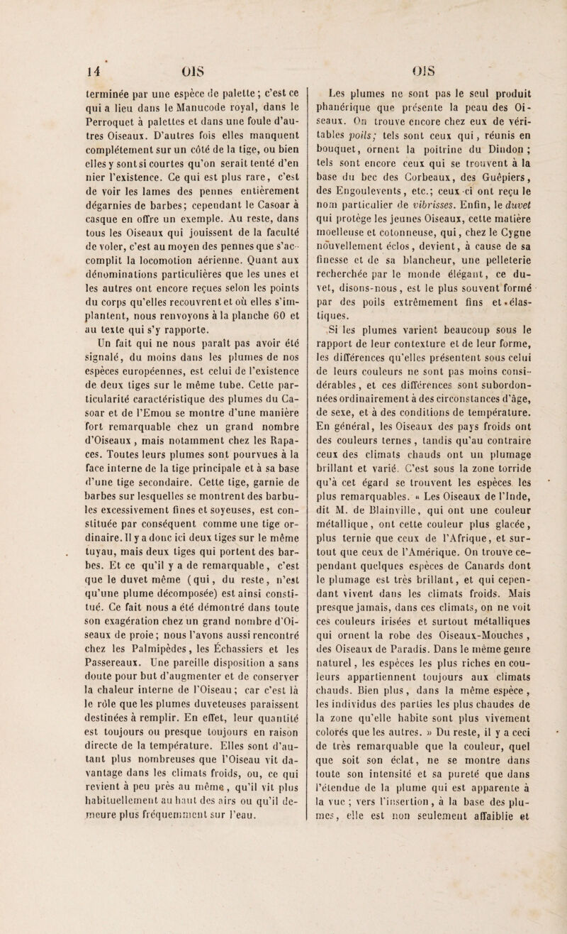 terminée par une espèce de palette ; c’est ce quia lieu dans le Manucode royal, dans le Perroquet à palettes et dans une foule d’au¬ tres Oiseaux. D’autres fois elles manquent complètement sur un côté de la tige, ou bien elles y sontsi courtes qu’on serait tenté d’en nier l’existence. Ce qui est plus rare, c’est de voir les lames des pennes entièrement dégarnies de barbes; cependant le Casoar à casque en offre un exemple. Au reste, dans tous les Oiseaux qui jouissent de la faculté de voler, c’est au moyen des pennes que s’ac complit la locomotion aérienne. Quant aux dénominations particulières que les unes et les autres ont encore reçues selon les points du corps qu’elles recouvrent et où elles s’im¬ plantent, nous renvoyons à la planche 60 et au texte qui s’y rapporte. Un fait qui ne nous paraît pas avoir été signalé, du moins dans les plumes de nos espèces européennes, est celui de l’existence de deux tiges sur le même tube. Cette par¬ ticularité caractéristique des plumes du Ca¬ soar et de l’Emou se montre d’une manière fort remarquable chez un grand nombre d’Oiseaux , mais notamment chez les Rapa¬ ces. Toutes leurs plumes sont pourvues à la face interne de la tige principale et à sa base d’une tige secondaire. Cette tige, garnie de barbes sur lesquelles se montrent des barbu- les excessivement fines et soyeuses, est con¬ stituée par conséquent comme une tige or¬ dinaire. Il y a donc ici deux tiges sur le même tuyau, mais deux liges qui portent des bar¬ bes. Et ce qu’il y a de remarquable , c’est que le duvet même (qui, du reste, n’est qu’une plume décomposée) est ainsi consti¬ tué. Ce fait nous a été démontré dans toute son exagération chez un grand nombre d’Oi¬ seaux de proie; nous l’avons aussi rencontré chez les Palmipèdes, les Échassiers et les Passereaux. Une pareille disposition a sans doute pour but d’augmenter et de conserver la chaleur interne de l’Oiseau; car c’est là le rôle que les plumes duveteuses paraissent destinées à remplir. En effet, leur quantité est toujours ou presque toujours en raison directe de la température. Elles sont d’au¬ tant plus nombreuses que l’Oiseau vit da¬ vantage dans les climats froids, ou, ce qui revient à peu près au même , qu’il vit plus habituellement au haut des airs ou qu’il de¬ meure plus fréquemment sur l’eau. Les plumes ne sont pas le seul produit phanérique que présente la peau des Oi¬ seaux. On trouve encore chez eux de véri¬ tables poils; tels sont ceux qui, réunis en bouquet, ornent la poitrine du Dindon; tels sont encore ceux qui se trouvent à la base du bec des Corbeaux, des Guêpiers, des Engoulevents, etc.; ceux-ci ont régulé nom particulier de vibrisses. Enfin, 1 e duvet qui protège les jeunes Oiseaux, cette matière moelleuse et cotonneuse, qui, chez le Cygne nouvellement éclos, devient, à cause de sa finesse et de sa blancheur, une pelleterie recherchée par le monde élégant, ce du¬ vet, disons-nous, est le plus souvent formé par des poils extrêmement fins et.élas¬ tiques. Si les plumes varient beaucoup sous le rapport de leur contexture et de leur forme, les différences qu’elles présentent sous celui de leurs couleurs ne sont pas moins consi¬ dérables, et ces différences sont subordon¬ nées ordinairement à des circonstances d’âge, de sexe, et à des conditions de température. En général, les Oiseaux des pays froids ont des couleurs ternes, tandis qu’au contraire ceux des climats chauds ont un plumage brillant et varié. C’est sous la zone torride qu’à cet égard se trouvent les espèces les plus remarquables. « Les Oiseaux de l’Inde, dit M. de Blainville, qui ont une couleur métallique, ont cette couleur plus glacée, plus ternie que ceux de l’Afrique, et sur¬ tout que ceux de l’Amérique. On trouve ce¬ pendant quelques espèces de Canards dont le plumage est très brillant, et qui cepen¬ dant vivent dans les climats froids. Mais presque jamais, dans ces climats, on ne voit ces couleurs irisées et surtout métalliques qui ornent la robe des Oiseaux-Mouches , des Oiseaux de Paradis. Dans le même genre naturel, les espèces les plus riches en cou¬ leurs appartiennent toujours aux climats chauds. Bien plus, dans la même espèce , les individus des parties les plus chaudes de la zone qu’elle habite sont plus vivement colorés que les autres. » Du reste, il y a ceci de très remarquable que la couleur, quel que soit son éclat, ne se montre dans toute son intensité et sa pureté que dans l’étendue de la plume qui est apparente à la vue ; vers l'insertion, à la base des plu¬ mes, elle est non seulement affaiblie et