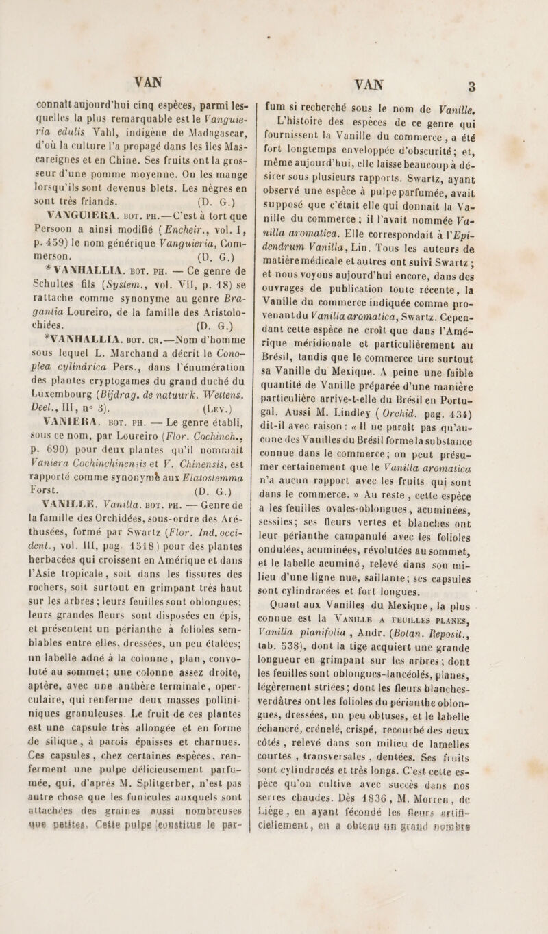 connaît aujourd’hui cinq espèces, parmi les¬ quelles la plus remarquable est le Vanguie- ria edulis Vahl, indigène de Madagascar, d’où la culture l’a propagé dans les îles Mas¬ careignes et en Chine. Ses fruits ont la gros¬ seur d’une pomme moyenne. On les mange lorsqu’ils sont devenus blets. Les nègres en sont très friands. (D. G.) VANGLUEHA. bot. ph. — C’est à tort que Persoon a ainsi modifié ( Encheir., vol. I, p. 459) le nom générique Vanguieria, Com- merson. (D. G.) * VANHALLIA. bot. ph. — Ce genre de Schultes fils [System., vol. VII, p. 18) se rattache comme synonyme au genre Bra- gantia Loureiro, de la famille des Aristolo- chiées. (D. G.) *VA1\HALLIA. bot. cr.—Nom d’homme sous lequel L. Marchand a décrit le Cono- plea cylindrica Pers., dans l’énumération des plantes cryptogames du grand duché du Luxembourg (Bijdrag. de natuurk. Wetlens. DeeL, III, n° 3). (Lév.) VAX I EH A. bot. ph. —Le genre établi, sous ce nom, par Loureiro (Flor. Cochinch.. p. 690) pour deux plantes qu’il nommait Vaniera Cochinchinensis et V. Chinensis, est rapporté comme synonymè auxjElaloslemma Forst. (D. G.) VANILLE. Vanilla. bot. ph. — Genre de la famille des Orchidées, sous-ordre des Aré- thusées, formé par Swartz [Flor. Ind. occi¬ dent., vol. III, pag. 1518) pour des plantes herbacées qui croissent en Amérique et dans l’Asie tropicale, soit dans les fissures des rochers, soit surtout en grimpant très haut sur les arbres ; leurs feuilles sont oblongues; leurs grandes fieurs sont disposées en épis, et présentent un périanthe à folioles sem¬ blables entre elles, dressées, un peu étalées; un label le adné à la colonne , pian , convo- luté au sommet; une colonne assez droite, aptère, avec une anthère terminale, oper- culaire, qui renferme deux masses pollini- niques granuleuses. Le fruit de ces plantes est une capsule très allongée et en forme de silique, à parois épaisses et charnues. Ces capsules, chez certaines espèces, ren¬ ferment une pulpe délicieusement parfu¬ mée, qui, d’après M. Splilgerber, n’est pas autre chose que les funicules auxquels sont attachées des graines aussi nombreuses que petites, Cette pulpe jcunstitue le pat> fum si recherché sous le nom de Vanille. L’histoire des espèces de ce genre qui fournissent la Vanille du commerce, a été fort longtemps enveloppée d’obscurité; et, même aujourd’hui, elle laisse beaucoup à dé¬ sirer sous plusieurs rapports. Swartz, ayant observé une espèce à pulpe parfumée, avait supposé que c’était elle qui donnait la Va¬ nille du commerce; il l’avait nommée Va¬ nilla aromatica. Elle correspondait à VEpi- dendrum Vanilla, Un. Tous les auteurs de matière médicale et autres ont suivi Swartz ; et nous voyons aujourd’hui encore, dans des ouvrages de publication toute récente, la Vanille du commerce indiquée comme pro- venantdu Vanilla aromatica, Swartz. Cepen¬ dant cette espèce ne croît que dans l’Amé¬ rique méridionale et particulièrement au Brésil, tandis que le commerce tire surtout sa Vanille du Mexique. A peine une faible quantité de Vanille préparée d’une manière particulière arrive-t-elle du Brésil en Portu¬ gal. Aussi M. Lindley ( Orchid. pag. 434) dit-il avec raison : « Il ne paraît pas qu’au¬ cune des Vanilles du Brésil formelasubstance connue dans le commerce; on peut présu¬ mer certainement que le Vanilla aromatica n’a aucun rapport avec les fruits qui sont dans le commerce. » Au reste , cette espèce a les feuilles ovales-oblongues, acuminées, sessiles; ses fleurs vertes et blanches ont leur périanthe cainpanulé avec les folioles ondulées, acuminées, révolutées au sommet, et le labelle acuminé, relevé dans son mi¬ lieu d’une ligne nue, saillante; ses capsules sont cylindracées et fort longues. Quant aux Vanilles du Mexique, la plus connue est la Vanille a feuilles planes, Vanilla planifolia , Andr. (Botan. Reposit., tab. 538), dont la tige acquiert une grande longueur en grimpant sur les arbres; dont les feuilles sont oblongues-lancéolés, planes, légèrement striées; dont les fleurs blanches- verdâtres ont les folioles du périanthe oblon¬ gues, dressées, un peu obtuses, et le labelle échancré, crénelé, crispé, recourbé des deux côtés , relevé dans son milieu de lamelles courtes , transversales , dentées. Ses fruits sont cylindracés et très longs. C’est cette es¬ pèce qu’on cultive avec succès dans nos serres chaudes. Dès 1836, M. Morren , de Liège , en ayant fécondé les fleur» artifi- cieliement, en & obtenu un grand nombre