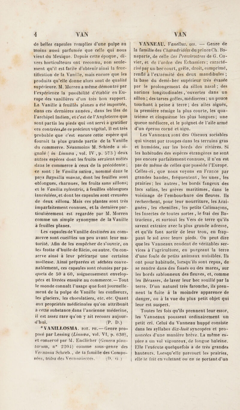 de belles capsules remplies d’une pulpe au moins aussi parfumée que celle qui nous vient du Mexique. Depuis cette époque, di¬ vers horticulteurs ont reconnu, non seule¬ ment qu’il est facile d’obtenir ainsi la fruc¬ tification de la Vanille, mais encore que les produits qu’elle donne alors sont de qualité supérieure. M. Morren a même démontré par l’expérience la possibilité d’établir en Eu¬ rope des van il 1ères d’un très bon rapport. La Vanilie à feuillês planes a été importée, dans ces dernières années, dans les îles de l’archipel Indien, et c’est de l’Angleterre que sont partis les pieds qui ont servi à gratifier ces con trées/le ce précieux végétal. 11 est très probable que c’est encore cette espèce qui fournit la plus grande partie de la Vanille du commerce. Néanmoins M. Schiede a si¬ gnalé ( in Linnœci , vol. IV , p. 573 ) deux autres espèces dont les fruits seraient mêlés dans le commerce à ceux de la précédente; ce sont : le Vanilla saliva, nommé dans le pays Baynilla mansa, dont les feuilles sont oblongues, charnues, les fruits sans sillons; et le Vanilia sylvestris, à feuilles oblongues lancéolées, et dont les capsules sont creusées de deux sillons. Mais ces plantes sont très imparfaitement connues, et la dernière par¬ ticulièrement est regardée par M. Morren comme un simple synonyme de la Vanille à feuilles planes. Les capsules de Vanille destinées au com¬ merce sont cueillies un peu avant leur ma¬ turité. Afin de les empêcher de s’ouvrir, on les frotte d’huile de Ricin, ou autre. On con¬ serve ainsi à leur péricarpe une certaine mollesse. Ainsi préparées et séchées conve¬ nablement, ces capsules sont réunies par pa¬ quets de 50 à 60, soigneusement envelop¬ pées et livrées ensuite au commerce.—Tout le monde connaît l’usage que font journelle¬ ment de la pulpe de Vanille les confiseurs, les glaciers, les chocolatiers, etc. etc. Quant aux propriétés médicinales qu’on attribuait à cette substance dans l’ancienne médecine, il est assez rare qu’on y ait recours aujour¬ d’hui. (P. D.) * VAMLI.OSHIA. bot. ph.— Genre pro¬ posé par Lessing (Linnæa, vol. VI, p. 630), et conservé par M. Endlicher {Généra plan- tarum, n° 2204) comme sous-genre des Vemonia Schreb., de la famille des Compo¬ sées, tribu des Vernoniacces. (D. G.) VANNEAU. Vanellus. ois. — Genre de la farnilledes Charodridées du prince Ch. Bo¬ naparte, de celle des Pressirostres de G. Cu¬ vier, et de l’ordre des Échassiers; caracté¬ risé par un bec court, grêle, droit, comprimé, renflé à l’extrémité des deux mandibules ; la base du demi-bec supérieur très évasée par le prolongement du sillon nasal; des narines longitudinales,'ouvertes dans un sillon ; des tarses grêles, médiocres ; un pouce touchant à peine à terre; des ailes aiguës, la première rémige la plus courte, les qua¬ trième et cinquième ies plus longues; une queue médiocre, et le poignet de l’aile armé d’un éperon corné et aigu. Les Vanneaux sont des Oiseaux sociables qui vivent par troupes dans les terrains gras et humides, sur les bords des rivières. Si les habitudes des espèces étrangères ne sont pas encore parfaitement connues, il n’en est pas de même de celles que possède l’Europe. Celles-ci, que nous voyons en France par grandes bandes, fréquentent, les unes, les prairies; les autres, les bords fangeux des lacs salins, les grèves maritimes, dans le voisinage de l’embouchure des fleuves. Ils recherchent, pour leur nourriture, les Arai¬ gnées, les chenilles, les petits Colimaçons, les Insectes de toutes sortes, le frai des Ba¬ traciens, et surtout les Vers de terre qu’ils savent extraire avec la plus grande adresse, et qu’ils font sortir de leur trou, en frap¬ pant le sol avec leurs pieds. On peut dire que les Vanneaux rendent de véritables ser¬ vices à l’agriculture, en purgeant la terre d’une foule de petits animaux nuisibles. Ils ont pour habitude, lorsqu’ils sont repus, de se rendre dans des fossés ou des mares, sur ies bords sablonneux des fleuves, et, comme les Bécasses, de laver leur bec souiilé par la terre. D’un naturel très farouche, ils pren¬ nent la fuite à la moindre apparence de danger, ou à la vue du plus petit objet qui leur est suspect. Toutes les fois qu’ils prennent leur essor, les Vanneaux poussent ordinairement un petit cri. Celui du Vanneau huppé consiste dans les syllabes dix-huit syncopées et pro¬ noncées d’une manière brève. La même es¬ pèce a un vol vigoureux, de longue haleine. Elle l’exécute quelquefois à de très grandes hauteurs. Lorsqu’elle parcourt les prairies, elle le fait en voletant ou en se portant d’un
