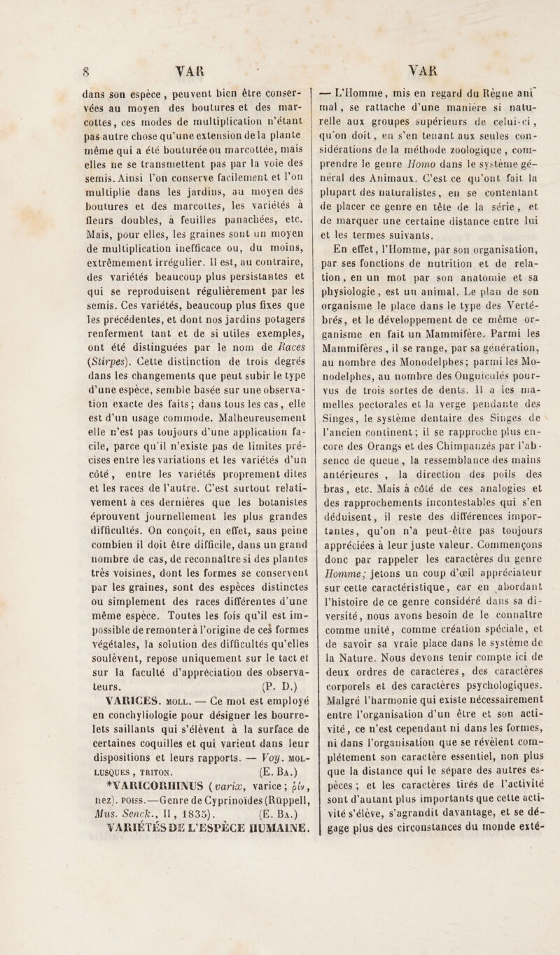 dans son espèce , peuvent bien être conser¬ vées au moyen des boutures et des mar¬ cottes, ces modes de multiplication n’étant pas autre chose qu’une extension de la plante même qui a été bouturée ou marcottée, mais elles ne se transmettent pas par la voie des semis. Ainsi l’on conserve facilement et l’on multiplie dans les jardins, au moyen des boutures et des marcottes, les variétés à fleurs doubles, à feuilles panachées, etc. Mais, pour elles, les graines sont un moyen de multiplication inefficace ou, du moins, extrêmement irrégulier. Il est, au contraire, des variétés beaucoup plus persistantes et qui se reproduisent régulièrement par les semis. Ces variétés, beaucoup plus fixes que les précédentes, et dont nos jardins potagers renferment tant et de si utiles exemples, ont été distinguées par le nom de Races (Stirpes). Cette distinction de trois degrés dans les changements que peut subir le type d’une espèce, semble basée sur une observa¬ tion exacte des faits; dans tous les cas, elle est d’un usage commode. Malheureusement elle n’est pas toujours d’une application fa¬ cile, parce qu’il n’existe pas de limites pré¬ cises entre les variations et les variétés d’un côté, entre les variétés proprement dites et les races de l’autre. C’est surtout relati¬ vement à ces dernières que les botanistes éprouvent journellement les plus grandes difficultés. On conçoit, en effet, sans peine combien il doit être difficile, dans un grand nombre de cas, de reconnaître si des plantes très voisines, dont les formes se conservent par les graines, sont des espèces distinctes ou simplement des races différentes d’une même espèce. Toutes les fois qu’il est im¬ possible de remontera l’origine de ces formes végétales, la solution des difficultés qu’elles soulèvent, repose uniquement sur le tact et sur la faculté d’appréciation des observa¬ teurs. (P. D.) VARICES, moll. — Ce mot est employé en conchyliologie pour désigner les bourre¬ lets saillants qui s’élèvent à la surface de certaines coquilles et qui. varient dans leur dispositions et leurs rapports. — Voy. mol¬ lusques , triton. (E. Ba.) n A1UCORIIIMS (varix, varice; pA, nez), poiss.—Genre de Cyprinoïdes (Rüppell, Mus. Senck., Il, 1835). (E. Ba.) VARIÉTÉS DE L’ESPÈCE HUMAINE. — L’Homme, mis en regard du Règne ani mal , se rattache d’une manière si natu¬ relle aux groupes supérieurs de celui-ci , qu’on doit, en s’en tenant aux seules con¬ sidérations de la méthode zoologique , com¬ prendre le genre Homo dans le système gé¬ néral des Animaux. C’est ce qu’ont fait la plupart des naturalistes, en se contentant de placer ce genre en tête de la série , et de marquer une certaine distance entre lui et les termes suivants. En effet, l’Homme, par son organisation, par ses fonctions de nutrition et de rela¬ tion , en un mot par son anatomie et sa physiologie, est un animal. Le plan de son organisme le place dans le type des Verté¬ brés, et le développement de ce même or¬ ganisme en fait un Mammifère, Parmi les Mammifères, il se range, par sa génération, au nombre des Monodelphes; parmi les Mo- nodelphes, au nombre des Onguiculés pour¬ vus de trois sortes de dents. Il a les ma¬ melles pectorales et la verge pendante des Singes, le système dentaire des Singes de l’ancien continent; il se rapproche plus en¬ core des Orangs et des Chimpanzés par l’ab¬ sence de queue, la ressemblance des mains antérieures , la direction des poils des bras, etc. Mais à côté de ces analogies et des rapprochements incontestables qui s’en déduisent, il reste des différences impor¬ tantes, qu’on n’a peut-être pas toujours appréciées à leur juste valeur. Commençons donc par rappeler les caractères du genre Homme; jetons un coup d’œil appréciateur sur cette caractéristique, car en abordant l’histoire de ce genre considéré dans sa di¬ versité, nous avons besoin de le connaître comme unité, comme création spéciale, et de savoir sa vraie place dans le système de la Nature. Nous devons tenir compte ici de deux ordres de caractères, des caractères corporels et des caractères psychologiques. Malgré l’harmonie qui existe nécessairement entre l’organisation d’un être et son acti¬ vité, ce n’est cependant ni dans les formes, ni dans l’organisation que se révèlent com¬ plètement son caractère essentiel, non plus que la distance qui le sépare des autres es¬ pèces ; et les caractères tirés de l’activité sont d’autant plus importants que cette acti¬ vité s’élève, s’agrandit davantage, et se dé¬ gage plus des circonstances du monde exté-