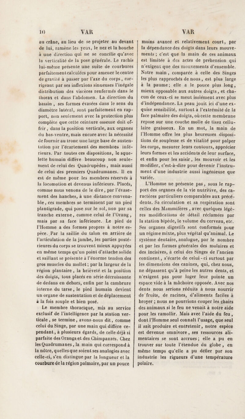 au crâne, au lieu de se projeter au devant de lui, ramène les yeux, le nez et la bouche à une direction qui ne se concilie qu’avec la verticalité de la pose générale. Le rachis lui-même présente une suite de courbures parfaiternentcaleulées pour amener le centre de gravité à passer par l’axe du corps, cor¬ rigeant par ses inflexions sinueuses l’inégale distribution des viscères renfermés dans le thorax et dans l’abdomen. La direction du bassin , ses formes évasées dans le sens du diamètre latéral, sont parfaitement en rap¬ port, non seulement avec la protection plus complète que cette ceinture osseuse doit of¬ frir, dans la position verticale, aux organes du bas-ventre, mais encore avec la nécessité de fournir au tronc une large base de susten¬ tation par l’écartement des membres infé¬ rieurs. Par toutes ces dispositions, le sque¬ lette humain diffère beaucoup non seule¬ ment de celui des Quadrupèdes, mais aussi de celui des premiers Quadrumanes. Il en est de même pour les membres réservés à la locomotion et devenus inférieurs. Placés, comme nous venons de le dire , par l’évase¬ ment des hanches, à une distance convena¬ ble, ces membres se terminent par un pied plantigrade, qui pose sur ie sol, non par sa tranche externe, comme celui de l’Orang , mais par sa face inférieure. Le pied de l’Homme a des formes propres à notre es¬ pèce. Par la saillie du talon en arrière de l’articulation de la jambe, les parties posté¬ rieures du corps se trouvent mieux appuyées en même temps qu’un point d’attache solide et saillant se présente à l’énorme tendon des gros muscles du mollet; par la largeur de la région plantaire, la brièveté et la position des doigts, tous placés en série décroissante de dedans en dehors, enfin par la cambrure interne du tarse, le pied humain devient un organe de sustentation et de déplacement à la fois souple et bien posé. Le membre thoracique, mis au service exclusif de l’intelligence par la station ver¬ ticale , se termine, avons-nous dit, comme celui du Singe, par une main qui diffère ce¬ pendant , à plusieurs égards, de celle déjà si parfaite desOrangs et des Chimpanzés. Chez les Quadrumanes, la main qui correspond à la nôtre, quelles que soient ses analogies avec celle-ci, s’en distingue par la longueur et la courbure de la région palmaire, par un pouce moins avancé et relativement court, par la dépendance des doigts dans leurs mouve¬ ments ; c’est que la main de ces animaux est limitée à des actes de préhension qui n’exigent que des mouvements d’ensemble. Notre main , comparée à celle des Singes les plus rapprochés de nous, est plus large à la paume; elle a le pouce plus long, mieux opposable aux autres doigts, et cha¬ cun de ceux-ci se meut isolément avec plus d’indépendance. La peau jouit ici d’une ex¬ quise sensibilité, surtout à l’extrémité de la face palmaire des doigts, où cette membrane repose sur une couche molle de tissu cellu¬ laire graisseux. En un mot, la main de l’Homme offre les plus heureuses disposi¬ tions de souplesse et de vitalité pour palper les corps, mesurer leurs contours, apprécier leurs formes et les accidents de leur surface, et enfin pour les saisir, les mouvoir et les modifier, c’est-à-dire pour devenir l’instru¬ ment d’une industrie aussi ingénieuse que variée. L’Homme ne présente pas, sous le rap¬ port des organes de la vie nutritive, des ca¬ ractères particuliers comparables aux précé¬ dents. Sa circulation et sa respiration sont celles des Mammifères, avec quelques légè¬ res modifications de détail réclamées par la station bipède, le volume du cerveau, etc. Ses organes digestifs sont conformés pour un régime mixte, plus végétal qu’animal. Le système dentaire, analogue, par le nombre et par les formes générales des molaires et des incisives, à celui des Singes de l’ancien continent, s’écarte de celui-ci surtout par les dimensions des canines, qui, chez nous, ne dépassent qu’à peine les autres dents, et n’exigent pas pour loger leur pointe un espace vide à la mâchoire opposée. Avec nos dents nous serions réduits à nous nourrir de fruits, de racines, d’aliments faciles à broyer ; nous ne pourrions couper les chairs des animaux si le feu ne venait à notre aide pour les ramollir. Mais avec l’aide du feu, dont l’Homme seul connaît l’usage, que seul il sait produire et entretenir, notre espèce est devenue omnivore , ses ressources ali¬ mentaires se sont accrues ; elle a pu en trouver sur toute l’étendue du globe , en même temps qu’elle a pu défier par son industrie les rigueurs d’une température polaire.