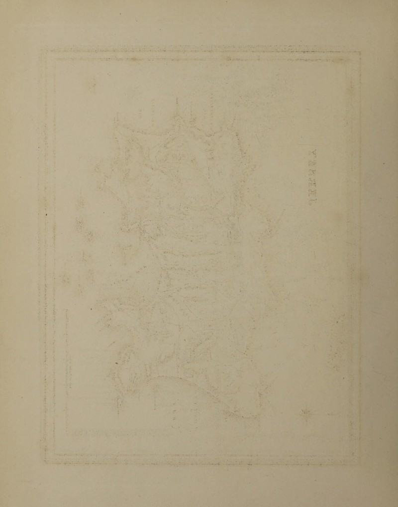 t . £ ■( 4 I. < ■i'- ^ . -I ■ •* * '