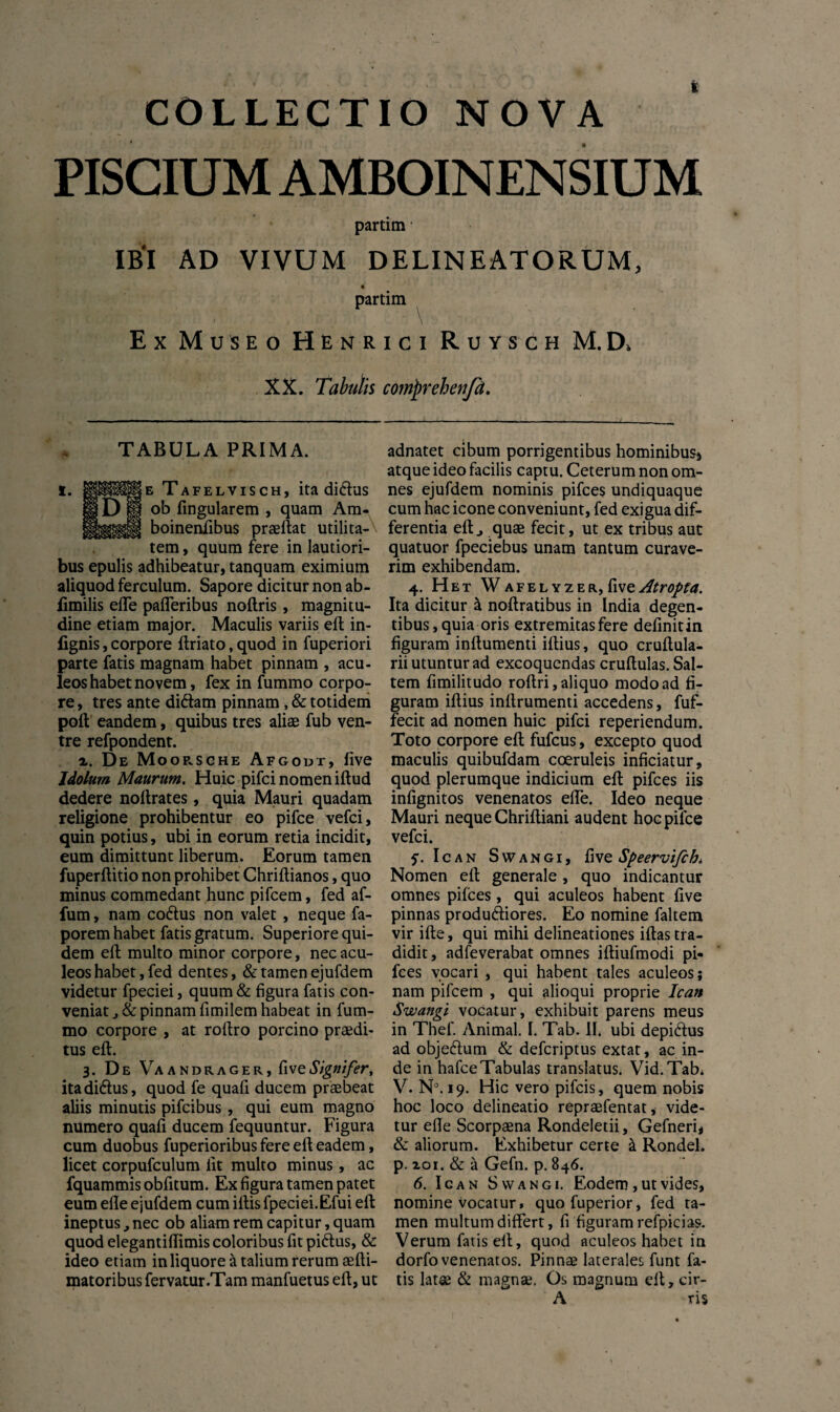 t COLLECTIO NOVA PISCIUM AMBOINENSIUM partim IBI AD VIVUM DELINEATORUM, 4 partim Ex Museo Henrici Ruysch M.D, XX. Tabulis comprehenfd. TABULA PRIMA. I. i§IP^||E Tafelvisch, ita didus D § ob lingularem , quam Am* boinenfibus praellat utilita¬ tem , quum fere in lautiori¬ bus epulis adhibeatur, tanquam eximium aliquod ferculum. Sapore dicitur non ab- limilis efte pafleribus noftris, magnitu¬ dine etiam major. Maculis variis eft in- fignis, corpore ftriato, quod in fuperiori parte fatis magnam habet pinnam , acu¬ leos habet novem, fex in fummo corpo¬ re , tres ante didam pinnam, & totidem poli eandem, quibus tres aliae fub ven¬ tre refpondent. a. De Moorsche Afgodt, live Jdolum Maurum. Huic pifci nomen illud dedere noltrates, quia Mauri quadam religione prohibentur eo pifce vefci, quin potius, ubi in eorum retia incidit, eum dimittunt liberum. Eorum tamen fuperftitio non prohibet Chriftianos, quo minus commedant hunc pifcem, fed af- fum, nam codus non valet , neque fa- porem habet fatis gratum. Superiore qui¬ dem eft multo minor corpore, nec acu¬ leos habet, fed dentes, & tamen ejufdem videtur fpeciei, quum & figura fatis con¬ veniat , & pinnam fimilem habeat in fum¬ mo corpore , at roftro porcino praedi¬ tus eft. 3. De Vaandrager, Cive Signifer, itadidus, quod fe quafi ducem praebeat aliis minutis pifcibus, qui eum magno numero quafi ducem fequuntur. Figura cum duobus fuperioribus fere eft eadem, licet corpufculum fit multo minus, ac fquammis obfitum. Ex figura tamen patet eum efle ejufdem cum illis fpeciei.Efui eft ineptus , nec ob aliam rem capitur, quam quod elegantiftimis coloribus fit pidus, & ideo etiam in liquore it talium rerum aefti- matoribus fervatur .Tam manfuetus eft, ut adnatet cibum porrigentibus hominibusj atque ideo facilis captu. Ceterum non om¬ nes ejufdem nominis pifces undiquaque cum hac icone conveniunt, fed exigua dif¬ ferentia eft., quae fecit, ut ex tribus aut quatuor fpeciebus unam tantum curave¬ rim exhibendam. 4. Het Wafelyzer,liveAtropta. Ita dicitur a noftratibus in India degen¬ tibus, quia oris extremitas fere definit in figuram inftumenti illius, quo cruftula- rii utuntur ad excoquendas cruftulas. Sal¬ tem fimilitudo roftri, aliquo modo ad fi¬ guram illius inllrumenti accedens, fuf- fecit ad nomen huic pifci reperiendum. Toto corpore eft fufcus, excepto quod maculis quibufdam coeruleis inficiatur, quod plerumque indicium eft pifces iis infignitos venenatos efte. Ideo neque Mauri neque Chriftiani audent hoc pifce vefci. f. Ican Swangi, fiSpeervifcb* Nomen eft generale , quo indicantur omnes pifces, qui aculeos habent five pinnas produdiores. Eo nomine faltem vir ille, qui mihi delineationes illas tra¬ didit , adfeverabat omnes iftiufmodi pi¬ fces vocari , qui habent tales aculeos; nam pifcem , qui alioqui proprie Ican Swangi vocatur, exhibuit parens meus in Thef. Animal. I. Tab. II. ubi depidus ad objedum & defcriptus extat, ac in¬ de in hafce Tabulas translatus. Vid. Tab* V. N°. 19. Hic vero pifcis, quem nobis hoc loco delineatio repraefentat, vide¬ tur efte Scorpaena Rondeletii, Gefneri, & aliorum. Exhibetur certe & Rondel. p. xoi. & a Gefn. p. 846. 6. Ican Swangi. Eodem, ut vides, nomine vocatur» quofuperior, fed ta¬ men multum differt, fi figuram refpicias. Verum fatis eft, quod aculeos habet in dorfo venenatos. Pinnae laterales funt fa¬ tis latae & magnae. Os magnum eft, cir- A ris