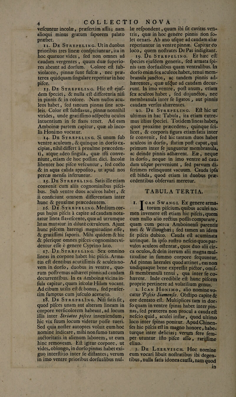 4 vefcuntur incolae, praefertim aliis; nam alioqui minus gratum faporem palato praebet. ii. De S trepeling. Utinduobus prioribus tres lineae confpiciuntur, ita in hoc quatuor vides, fed non omnes ad caudam vergentes, quum duae fuperio- res abeant ad dorfum. Colore eft lub- violaceo, pinnae funt fufcae , nec prae¬ terea quidquam lingulare reperitur in hoc pifce. 13. De Strepeling. Hic eft ejuf- dem fpeciei, & nulla eft differentia nifi in pinnis & in colore. Nam nullos acu¬ leos habet, fed tantum pinnas fine acu¬ leis. Color eft fubflavus, pinnae nonnihil virides, unde gratiflimoadfpeftu oculos intuentium in fe fixos tenet. Ad eam Amboinae partem capitur, quae ab inco¬ lis Honimo vocatur. 14. De Strepeling. Si unum fub ventre aculeum, & quinque in dorfo ex¬ cipias , nihil differt a proxime praeceden¬ ti, atque adeo fingula, quae ifti conve¬ niunt, etiam de hoc poftint dici. Incolae libenter hoc pifce vefcuntur , fed codo & in aqua calida appofito, ut apud nos percae menfis inferuntur. 15. De Strepeling. Satis ille etiam convenit cum aliis cognominibus pifci- bus. Sub ventre duos aculeos habet, & ii conficiunt omnem differentiam inter hunc & proxime praecedentem. 16. De Strepeling.Mediumcor- pus hujus pifcis & capite ad caudam nota- tatur linea flavefcente, qua* ad utrumque latus mutatur in dilute coeruleum. Ajunt hunc pifcem harengi magnitudine effe, & gratiftimi faporis. Mihi quidem & hic & plerique omnes pifces cognomines vi¬ dentur effe e genere Cyprino lato. 17. De Strepeling. Sex omnino lineas in corpore habet hic pifcis. Arma¬ tus eft dentibus acutiftimis & aculeis no¬ vem in dorfo, duobus in ventre, quo¬ rum poftremus adhaeret pinnis ad caudam decurrentibus. In ea Amboinae vicina in¬ fula capitur, quam incolae Hilam vocant. Ad cibum utilis eft& bonus, fed praefer¬ tim fumptus cum jufculo acetario. 18. De Strepeling. Nifi fatis fit, quod pifces unam aut alteram lineam in corpore verficolorem habeant,ad locum illis inter Striatos pifces inveniendum, hic vix fuum locum videtur poffe tueri. Sed quia nofter autoptes voluit eum hoc nomine indicare, mihi non fumo tantum au&oritatis in alienum laborem, ut eum hinc removeam. Eft igitur corpore, ut vides, oblongo, in dorfo pinnas habet exi¬ guo interftitio inter fe diftantes; verum in imo ventre prioribus dorfualibus nul¬ las refpondent, quum ibi fit cavitas veli* tris, quae in hoc genere pinnis rion fo- let ornari. Ab ano ufque ad caudam alia; reperiuntur in ventre pinnae. Capitur £0 loco, quem noftrates DePas indigitant. 19. De Strepeling. Et haec eft fpecies ejufdem generis, fed armata fpi- nis tam dorfualibus quam ventralibus. In dorfo enim fex aculeos habet, tenui mem¬ branula jundos, ac tandem pinnis ad¬ haerentes, quae uftjue ad caudam decur¬ runt. In imo ventre, poft anum, etiam fex aculeos habet , fed disjun&os, nec membranula inter fe ligatos aut pinnis caudam verfus ahaerentes. 20. De S trepeling. Eft hic ut: ultimus in hac Tabula, ita etiam extre¬ mus illius fpeciei. Totidem lineas habet» quot proxime praecedens, quinque fci- licet, & corporis figura etiam fatis inter fe convenit, fed hic tantum duos habet aculeos in dorfo, ftatim poft caput,qui primum inter fe junguntur membranula» ac deinde pinnis adhaerent. Eae, neque in dorfo, neque in imo ventre ad cau¬ dam ufque perveniunt , fed parvum di- fcrimen relinquunt vacuum. Cauda ipfa' eft bifida, quod etiam in duobus prae¬ cedentibus obfervari meretur. TABULA TERTIA. 1. Tcan Swangi. Ex genere arma* X torum pifcium, quibus aculei no¬ men invenere eft etiam hic pifcis, quem cum nullo alio reftius poftiscomparare, quam cum perca Amboinenfi parentis mei & Willougbaei; fed tamen an idem fit pifcis dubito. Cauda eft acuminata utrinque. In ipfo roftro nefcio quos par¬ vulos aculeos oftentat,quos duo alii cir¬ ca oculos, &dein iterum alii magna mul¬ titudine in fummo corpore fequuntur. Ad pinnas laterales quod attinet, eas non undiquaque bene expreflit piftor, omif- fa membranula tenui , qua inter fe co¬ haerent. Inde credibile eft hunc pifcem proprie pertinere ad volatilium genus. 2. Ican Honimo, alio nomine va¬ catur Tifcis Siamenfis. Obftipo capite & ore dentato eft. Multiplices tam in dor- fo quam in ventre fpinas habet inter pin¬ nas , fed praeterea non procul a cauda eft nefcio quid, aculei inftar, quod ultimo loco inter fpinas ponitur. Apud Chinen- fes hic pifcis eft in magno honore, habe- turque inter delicias; verum fere fem- per utuntur ifto pifce affo, rariflime elixo. 3. De Leervisch. Hoc nomine eum vocari libuit noftratibus ibi degen¬ tibus, nulla fatis idonea cauffa., nam quod