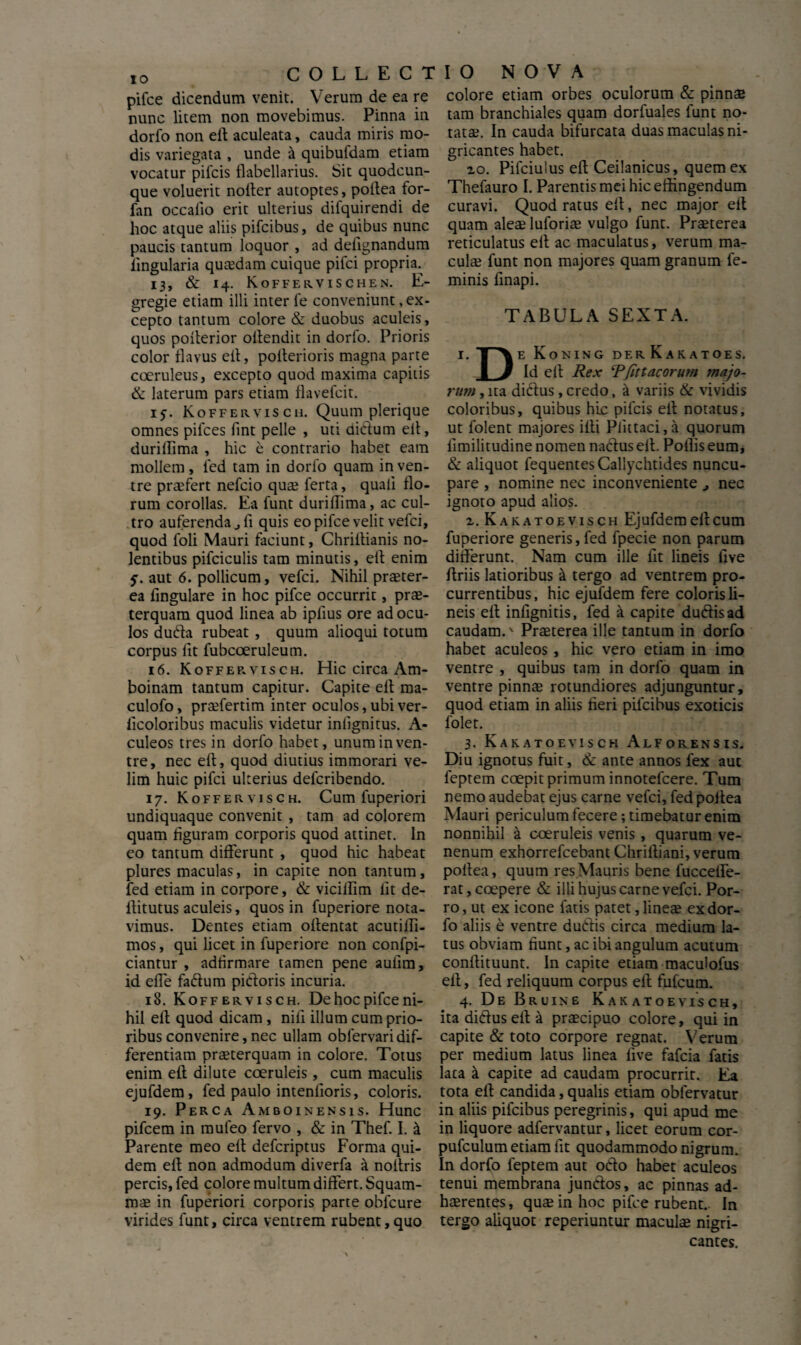 IO pifce dicendum venit, nunc litem non movebimus, dorfo non eff aculeata, cauda miris mo¬ dis variegata , unde & quibufdam etiam vocatur pileis flabellarius. Sit quodcun¬ que voluerit noller autoptes, poltea for- fan occalio erit ulterius diiquirendi de hoc atque aliis pifeibus, de quibus nunc paucis tantum loquor , ad delignandum lingularia qutedam cuique pilei propria; 13, & 14. Koffervischen. E- gregie etiam illi interfe conveniunt,ex¬ cepto tantum colore & duobus aculeis, quos polterior offendit in dorfo. Prioris color flavus ell, polterioris magna parte coeruleus, excepto quod maxima capitis & laterum pars etiam flavefcit. 15. Kofferviscu. Quum plerique omnes pilees lint pelle , uti didum ell, duriflima , hic e contrario habet eam mollem, led tam in dorfo quam in ven¬ tre praefert nefeio quas ferta, quali flo¬ rum corollas. Ea funt duriffima, ac cul¬ tro auferenda jff quis eo pifce velit vefei, quod foli Mauri faciunt, Chriltianis no¬ lentibus pifciculis tam minutis, eff enim y. aut 6. pollicum, vefei. Nihil praeter¬ ea fingulare in hoc pifce occurrit, prae¬ terquam quod linea ab iplius ore ad ocu¬ los duda rubeat , quum alioqui totum corpus lit fubcoeruleum. 16. Koffep.visch. Hic circa Am- boinam tantum capitur. Capite eff ma- culofo, praefertim inter oculos,ubiver- licoloribus maculis videtur inlignitus. A- culeos tres in dorfo habet, unum in ven¬ tre, nec eff, quod diutius immorari ve¬ lim huic pilei ulterius delcribendo. 17. Koffervisch. Cum fuperiori undiquaque convenit , tam ad colorem quam figuram corporis quod attinet. In eo tantum differunt , quod hic habeat plures maculas, in capite non tantum, fed etiam in corpore, & viciffim iit de- ffitutus aculeis, quos in fuperiore nota¬ vimus. Dentes etiam offentat acutifli- mos, qui licet in fuperiore non confpi- ciantur , adtirmare tamen pene auiim, id effe fadum pidoris incuria. 18. Koffervisch. De hoc pifce ni¬ hil eff quod dicam, nili illum cum prio¬ ribus convenire, nec ullam oblervari dif¬ ferentiam praeterquam in colore. Totus enim eff dilute coeruleis, cum maculis ejufdem, fed paulo intenlioris, coloris. 19. Perca Amboinensis. Hunc pifcem in mufeo fervo , & in Thef. I. & Parente meo eff deferiptus Forma qui¬ dem eff non admodum diverfa a noffris percis, fed colore multum differt. Squam- mae in fuperiori corporis parte oblcure virides funt, circa ventrem rubent,quo colore etiam orbes oculorum & pinnae tam branchiales quam dorluales funt no¬ tatae. In cauda bifurcata duas maculas ni¬ gricantes habet. io. Pifciulus eff Ceilanicus, quem ex Thefauro I. Parentis mei hic effingendum curavi. Quod ratus eff, nec major eff quam aleae luforiae vulgo funt. Praeterea reticulatus eff ac maculatus, verum ma¬ culae funt non majores quam granum fe¬ minis ffnapi. TABULA SEXTA. I. TAe Koning der Kakatoes. 1 J Id eff Rex CPfittacorum majo¬ rum , ita didus, credo, a variis & vividis coloribus, quibus hic pileis eff notatus, ut folent majores ifti Piittaci, a quorum limilitudine nomen nadus eff. Poliis eum, & aliquot fequentesCallychtides nuncu¬ pare , nomine nec inconveniente nec ignoto apud alios. i.Kakatoevisch Ejufdem eff cum fuperiore generis,fed fpecie non parum differunt. Nam cum ille iit lineis ffve ffriis latioribus a tergo ad ventrem pro¬ currentibus, hic ejufdem fere coloris li¬ neis eff infignitis, fed a capite dudisad caudam.v Praeterea ille tantum in dorfo habet aculeos , hic vero etiam in imo ventre , quibus tam in dorfo quam in ventre pinnae rotundiores adjunguntur, quod etiam in aliis fieri pifeibus exoticis folet. 3. Kakatoeyisch Alforensis. Diu ignotus fuit, & ante annos fex auc feptem coepit primum innotelcere. Tum nemo audebat ejus carne vefei, fed poltea Mauri periculum fecere; timebatur enim nonnihil a coeruleis venis, quarum ve¬ nenum exhorrefeebant Chriffiani, verum poltea, quum res Mauris bene luccelle- rat, coepere & illi hujus carne vefei. Por¬ ro, ut ex icone fatis patet, lineae ex dor¬ fo aliis e ventre dudis circa medium la¬ tus obviam fiunt, ac ibi angulum acutum conffituunt. In capite etiam maculofus eff, fed reliquum corpus eff fufeum. 4. De Bruine K ak at o e vis ch, ita dictus eff a praecipuo colore, qui in capite & toto corpore regnat. Verum per medium latus linea live fafeia fatis lata it capite ad caudam procurrit. Ea tota eff candida, qualis etiam oblervatur in aliis pifeibus peregrinis, qui apud me in liquore adfervantur, licet eorum cor- pufculum etiam fit quodammodo nigrum. In dorfo feptem aut odo habet aculeos tenui membrana junctos, ac pinnas ad¬ haerentes , quae in hoc pifce rubent.. In tergo aliquot reperiuntur maculae nigri¬ cantes. COLLECTIO NOVA Verum de ea re Pinna in