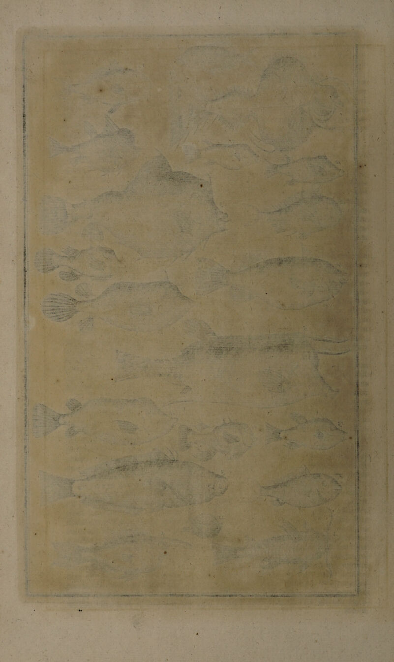 . \ i. * .. I ■ , r • • ... • • ... f ir' '' i 1' \ r 4. ■ : ■ ■ ■ •• * . 4» •' » - ' ■ ■ • : *■ I ■ v. f?; Ili ■ ' ..S\- . . - \ \ \ ■ •''n: - * &S. '' - ■ hi.;:.' ' * . •?MS < h ‘t, i !. ■> # . • «s-* . i : i r, - ” 'r ' >* ' , > •- ■ ■ -■V ; -r v> fi f \ Si ' * - - -v- -w. t 4 svT- ■ \:i \ , ~V> i . - ; * ' r:v%>- ■ •••‘•V. » -l-f*. V. u' • ‘ - -... - / > + / :* *r • - .r * i • . . .>■' •' .. . *Tv: . , M • •>•. ; . '■-■■'/ ‘..;v . • ' • r ■ .t • Vl '1 I . ... -ir- r.. >• •* T . •'[ ' » . '< .. I ‘ • ♦ V ■ v:-;' \ •>•. Cilli' . - x •vv. i ... . 't r v. . • / . f -> ■ V, ' - : - -. ’ . • «« t’ , .. A :t i. I 1 V, •'; 'r ,- . /-• ' ,;-A ^ ' \.. ii ■ j , ; ■: . ■* •■> • r ’ 'vr • f; i *1 • r %>- * *. i , J'* K ■ * . I J. -r . ■ , ,f- . ■ • II y - . v ' % i-. ■ ' 1 .f! -C. - J ■»- ^vr-i., ii . % ' ' «V 'Tr-- ' . s. l? fj :s f.' . ■ ! . • vi;-i.- - ■ . - 4‘t$; ■ je .■** f•• • -V ••• 1? • < ’• / ‘V: m . >.■ • i». . ■ ■ '.. ■ ■> ■■ • * .• . , v- ’ ' : . • f TTi I