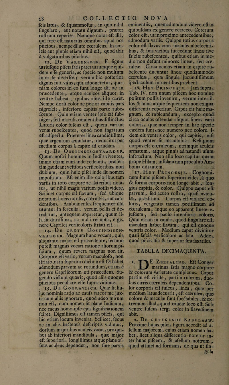 s.8 COLLECT fcis latus, & fquammofus, in quo nihil fingulare , aut notatu dignum , praeter roftrum reperies. Namque color eft illi, qui fere eft naturalis omnibus apud nos pifcibus, nempe dilute coeruleus. In acu¬ leis aut pinnis etiam nihil eft, quod abit k vulgatioribus pifcibus. 12. De Varkensbek. E figura utriufque pifcis fatis patet utrumque ejuf- dem elTe generis,ac fpecie noii multum inter fe diverfos; verum hic pofterior dignus fuit vifus, qui adponeretur, quo¬ niam colores in eo funt longe alii ac in praecedente , atque aculeos aliquot in ventre habeat , quibus alius iite caret. Nempe dorfi color ac potior capitis pars nigrefcit, inferiore capitis parte rube- fcente. Quin etiam venter ipfe eft fub- niger, fed maculis candentibus diftimft us. Lateris color fulcus eft , quem variant venae rubefcentes, quod non ingratum eft adfpeftu. Praeterea linea candidiflima, quae argentum aemulatur, deducitur per medium corpus k capite ad caudam. 13. De Oostindischvaarder. Quum noftri homines in Indiis viventes, immo etiam cum inde redeunt, praefer- tim gaudeant veftibus verlicoloribus, non dubium, quin huic pifci inde fit nomen impofitum. Eft enim ille coloribus tam variis in toto corpore ac lateribus nota¬ tus, ut nihil magis varium poflis videre. Scilicet corpus eft flavum , fed ubique notatum lineis rutulis, coeruleis, aut can¬ dentibus. Amboinenles frequenter illo utuntur in ferculis, verum pellis ei de¬ trahitur, antequam apparetur, quum il¬ la fit duriftima, ac nulli rei apta, e ge¬ nere Caprilci verficoloris ltriati eft. 14. De grote OostindiscH- v a ard er. Magnum hunc vocant, quia aliquanto major eft praecedente, fed non poteft magnus vocari ratione aliorum pi- fcium , quum revera magnus non iit. Corpore eft vario, verum maculofo, non ftriato,ut in fuperiori diftum eft.Os habet admodum parvum ac rotundum, etiam e genere Caprifcorum uti praecedens. Su¬ gendo vi&um quaerit, quod aliis quoque pifcibus peculiare efle fupra vidimus. 15-. De Gorravisch. Quaefithu- jus nominis ratio ac caufa fateor me jux¬ ta cum aliis ignorare, quod adeo mirum non eft, cum nomen fit plane Indicum, nec meus homo ipfe ejus fignificationem fciret. Digniflimus eft tamen pifcis, qui hic etiam locum inveniat. Scilicet, fecus ac in aliis ha&enus defcriptis vidimus, dorfum majoribus aculeis vacat, pro qui¬ bus ab inferiori mandibula , quae major eft fuperiori» longiftimus atque plane of- feus aculeus dependet, non fine parvis IO NOVA eminentiis, quemadmodum videre eft in quibufdam ex genere cetaceo. Ceterum color eft, ut in proxime antecedentibus, admodum variis. Quippe totius corporis color eft flavus cum maculis albefcenti- bus, & fuis vicibus fuccedunt lineae five fafciae rubefcentes, quibus etiam in me¬ dio non defunt minores lineae, fed coe¬ ruleae. Circa oculos etiam in capite ru- befcente ducuntur lineae quodammodo coeruleae , quae fingula jucundiftimum fpedfaculum intuentibus praebent. 16. Het Princesje. Jam fupra, Tab. IV. non unum pifcem hoc nomine pofitum poflis invenire , verum inter il¬ los & hunc atque fequentem non exigua differentia reperitur. Caput eft huic ma¬ gnum, & rubicundum , excepto quod circa oculos oftendat aliquot lineas varii coloris, quae non femper in hac fpecie eaedem funt,nec numero nec colore. I- dem eft ventris color, qui capitis, nift quod venter fit maculofus. Reliquum corpus eft coeruleum, utrimque aculeis armatum, atque pinnis ad natandi ufum inftru&um. Non alio loco capitur quam prope Hilam, infulam non procul ab Am- boina diftantem. 17. Het Princeste. Cognomi¬ nem hunc pifcem fuperiori vides j 4 quo & forma corporis non longe abit, lon¬ gius capitis, & color. Quippe caput eft parvum, fed acuto roftro, quafi avicu¬ lae, praeditum. Corpus eft violacei co¬ loris, vergentis tamen potiflimum ad coeruleum, inque eo apparent lineae e- jufdem , fed paulo intenfioris coloris. Quin etiam in cauda, quod fingulare eft, maculam habet flavam, qui eft quoque ventris color. Medium caput dividitur quafi fafcia verficolore ac lata. Adde, quod pifcis hic & fuperior fint faxatiles. TABULA DECIMAQUINTA. 1. TA1 Z eepaling. Eft Conger 1 3 marinus fatis magno corpore & colorum varietate confpicuus. Caput partim eft viride, partim rubrum, duo¬ bus cirris coeruleis dependentibus. Co¬ lor corporis eft fufcus, linea , quae per medium latus decurrit, eft coerulea, quo colore & maculae funt fpe&abiles, & ex¬ tremum illud,quod caudae loco eft. Sub ventre fufcus tergi color in flavedinem abit. 2. De getekende Kabelaaw. Proxime hujus pifcis figura accedit ad a- fellum majorem, cujus etiam nomen ha¬ bet , licet aliqua differentia notetur in¬ ter hunc pifcem , & afellum noftrum , quod attinet ad formam, de qua ut lin¬ gula