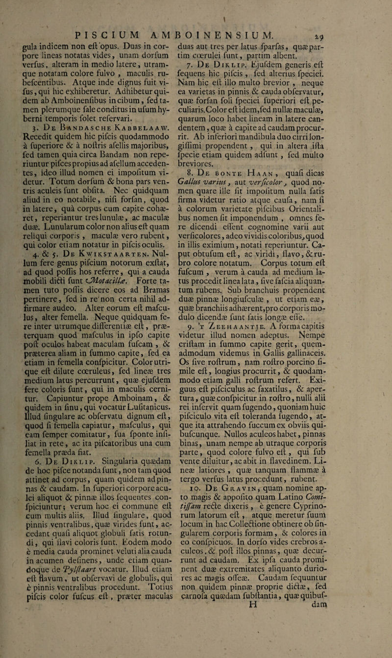 PISCIUM AMBOIN ENSIUM. gula indicem non elt'opus. Duas in cor¬ pore lineas notatas vides, unam dorfum verfus, alteram in medio latere, utram¬ que notatam colore fulvo , maculis ru- befcentibus. Atque inde dignus fuit vi- fus, qui hic exhiberetur. Adhibetur qui¬ dem ab Amboinenfibus in cibum, fed ta¬ men plerumque fale conditus in ufumhy- berni temporis folet refervari. 3. De Bandasche Kabbelaaw. Recedit quidem hic pifcis quodammodo a fuperiore & a noltris afellis majoribus, fed tamen quia circa Bandam non repe- riuntur pifces propius ad afellum acceden¬ tes, ideo illud nomen ei impofitum vi¬ detur. Totum dorfum &bona pars ven¬ tris aculeis funt obfita. Nec quidquam aliud in eo notabile, nifi forfan, quod in latere, qua corpus cum capite cohae¬ ret, reperiantur tres lunulae, ac maculae duae. Lunularum color non alius elt quam reliqui corporis , maculae vero rubent, qui color etiam notatur in pifcis oculis. 4. & 5. De Kwik.staarten. Nul¬ lum fere genus pifcium notorum exltat, ad quod poliis hos referre, qui a cauda mobili didi funt c.Motacilla. Forte ta¬ men tuto poliis dicere eos ad Bramas pertinere, fed in re'non certa nihil ad- brmare audeo. Alter eorum elt mafcu- lus, alter femella. Neque quidquam fe¬ re inter utrumque differentiae elt, prae¬ terquam quod mafculus in ipfo capite poli oculos habeat maculam fufcam , & praeterea aliam in fummo capite, fed ea etiam in femella confpicitur. Color utri¬ que elt dilute coeruleus, fed lineae tres medium latus percurrunt, quae ejufdem fere coloris funt, qui in maculis cerni¬ tur. Capiuntur prope Amboinam, & quidem in finu,qui vocaturLulitanicus. Illud fingulare ac obfervatu dignum elt, quod fi femella capiatur, mafculus, qui eam femper comitatur, fua fponte inli- liat in rete, ac ita pifcatoribus una cum femella praeda fiat. 6. De Diklip. Singularia quaedam de hoc pifce notanda funt, non tam quod attinet ad corpus, quam quidem ad pin¬ nas & caudam. In fuperiori corpore acu¬ lei aliquot & pinnae illos fequentes con- fpiciuntur; verum hoc ei commune elt cum multis aliis. Illud lingulare, quod pinnis ventralibus,quae virides funt, ac¬ cedant quafi aliquot globuli fatis rotun¬ di, qui flavi coloris funt. Eodem modo e media cauda prominet veluti alia cauda in acumen defmens, unde etiam quan¬ doque de Tylfiaart vocatur. Illud etiam elt flavum, ut obfervavi de globulis, qui d pinnis ventralibus procedunt. Totius pifcis color fufeus elt, praeter maculas *9 duas aut tres per latus fparfas, quae par¬ titu coerulei funt, partitu albent. 7. De Diklip. Ejufdem generis elt fequens hic pifcis, fed alterius lpeciei. Nam hic elt illo multo brevior , neque ea varietas in pinnis & cauda obfervatur, quae forlan foli fpeciei fuperiori elt pe- culiaris.Color elt idem,fed nullae maculae, quarum loco habet lineam in latere can¬ dentem, quae a capite ad caudam procur¬ rit. Ab inferiori mandibula duo cirri lon- giffimi propendent, qui in altera ilta lpecie etiam quidem adlunt , fed multo breviores. 8. De bonte Haan, quafi dicas Gallus varius } aut verficolor j quod no¬ men quare ille fit impolitum nulla fatis firma videtur ratio atque caufa, nam fi a colorum varietate pifeibus Orientali¬ bus nomen fit imponendum , omnes fe¬ re dicendi edent cognomine varii aut verficolores, adeo vividis coloribus., quod in illis eximium, notati reperiuntur. Ca¬ put obtufum elt, ac viridi, flavo, & ru¬ bro colore notatum. Corpus totum elt fufeum , verum a cauda ad medium la¬ tus procedit linea lata, live fafeia aliquan¬ tum rubens. Sub branchuis propendent duae pinnae longiufculae , ut etiam eae, quae branchiis adhaerent,pro corporis mo¬ dulo dicendae funt fatis longae ede. 9. t Zeehaantje. A forma capitis videtur illud nomen adeptus. Nempe criltam in fummo capite gerit, quem¬ admodum videmus in Gallis gallinaceis. Os five rodrum, nam roltro porcino fi- mile elt, longius procurrit, & quodam¬ modo etiam galli roltrum refert. Exi¬ guus elt pifciculus ac faxatilus, & aper¬ tura , quae confpicitur in roltro, nulli alii rei infervit quam fugendo, quoniam huic pifciculo vita elt toleranda fugendo, at¬ que ita attrahendo fuccum ex obviis qui- bufeunque. Nullos aculeos habet, pinnas binas, unam nempe ab utraque corporis parte, quod colore fulvo elt, qui fub vente diluitur, ac abit in flavedinem. Li¬ neae latiores, quae tanquam dammae a tergo verfus latus procedunt, rubent. 10. De GnAViN, quam nomine ap¬ to magis & appofito quam Latino Comi- tijfam reCte dixeris, e genere Cyprino¬ rum latorum elt, atque meretur fuum locum in hac Collectione obtinere ob fin- gularem corporis formam, & colores in eo confpicuos. In dorfo vides crebros a- culeos, & poli illos pinnas, quae decur¬ runt ad caudam. Ex ipfa cauda promi¬ nent duae extremitates aliquanto durio¬ res ac magis odeae. Caudam fequuntur non quidem pinnae proprie diCtae, fed carnola quaedam fubltantia, quaequibuf- H dam