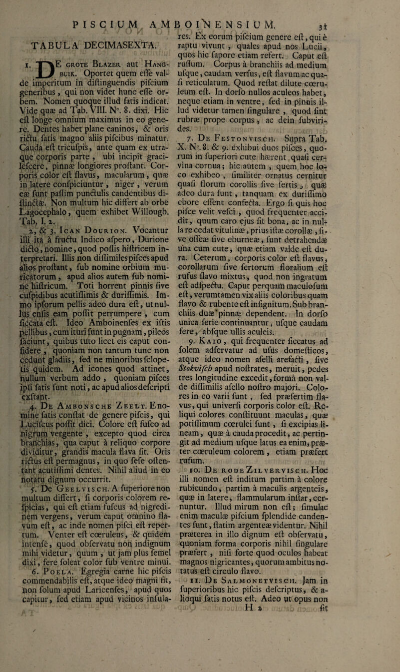 TABULA DECIMASEXTA. i. T^\E grote Blazer aut Hang- I 3 buik. Oportet quem efle val¬ de imperitum in dillinguendis pifcium generibus, qui non videt hunc efle or¬ bem. Nomen quoque illud fatis indicat. Vide quae ad Tab. VIII. N°. 8. dixi. Hic elt longe omnium maximus in eo gene¬ re. Dentes habet plane caninos, & oris ridu fatis magno aliis pifcibus minatur. Cauda efl tricufpis, ante quam ex utra¬ que corporis parte , ubi incipit graci- lefcere, pinnae longiores proflant. Cor¬ poris color efl flavus, macularum, quae in latere confpiciuntur , niger , verum eae funt paflim pundulis candentibus di- itindaj. Non multum hic differt ab orbe Lagocephalo, quem’ exhibet Willougb. Taiy I. x. x, & 3. Ican Dourion. Vocantur illi ita a frudu Indico afpero, Durione dido, nomine, quod poflis hiftricem in¬ terpretari. Illis non diflimilespifcesapud alios proflant, fub nomine orbium mu¬ ricatorum , apud alios autem fub nomi¬ ne hiftricum. Toti horrent pinnis five cufpidibus acutiffimis & duriffimis. Im- mo ipforum pellis adeo dura efl, ut nul¬ lus enfis eam poflit perrumpere , cum ficcata efl. Ideo Amboinenfes ex iftis pellibus, cum ituri funt in pugnam, pileos faciunt, quibus tuto licet eis caput con¬ fidere , quoniam non tantum tunc non cedunt gladiis, fed ne minoribus fclope- tis quidem. Ad icones quod attinet, nullum verbum addo , quoniam pifces ipfi fatis funt noti, ac apud alios defcripti exftant. 4. De Ambonsche Zeelt. E no¬ mine fatis conflat de genere pifcis, qui Lucifcus poflit dici. Colore efl fufco ad nigrum vergente , excepto quod circa branchias, qua caput & reliquo corpore dividitur, grandis macula flava fit. Oris ridus efl permagnus, in quo fefe often- tant acutiflimi dentes. Nihil aliud in eo notatu dignum occurrit. $•'. De Geelvis ch. A fuperiorenon multum differt, fi corporis colorem re- fpicias, qui ell etiam fufcus ad nigredi¬ nem vergens, verum caput omnino fla¬ vum efl, ac inde nomen pifci efl reper¬ tum. Venter ell coeruleus, & quidem intenfe, quod obfervatu non indignum mihi videtur, quum , ut jam plus femel dixi, fere foleat color fub ventre minui. 6. Poela. Egregia carne hic pifcis commendabilis efl, atque ideo magni fit, non folum apud Laricenfes, apud quos capitur, fed etiam apud vicinos infula- res. Ex eorum pifcium genere efl, qui e raptu vivunt , quales apud nos Lucii, quos hic fapore etiam refert. Caput efl rufium. Corpus a branchiis ad medium ufque, caudam verfus, efl flavum ac qua- fi reticulatum. Quod reflat dilute coeru¬ leum efl. In dorfo nullos aculeos habet, neque etiam in ventre, fed in pinnis il¬ lud videtur tamen fingulare , quod fint rubrae prope corpus, ac dein fubviri- des. 7. De Festonvisch. Supra Tab. X. NJ. 8. & 9. exhibui duos pifces, quo¬ rum in fuperiori cute haerent quafi cer¬ vina cornua; hic autem , quem hoc lo¬ co exhibeo , fimiliter ornatus cernitur quafi florum corollis five fertis quae adeo dura funt, tanquam ex durifiimo ebore effient confe&a. Ergo fi quis hoc pifce velit vefci , quod frequenter acci¬ dit , quum caro ejus fit bona, ac in nul¬ la re cedat vitulinae, prius illae corollae , fi¬ ve offeae five eburneae, funt detrahendae una cum cute, quae etiam valde ell du¬ ra. Ceterum, corporis color efl flavus, corollarum five fertorum floralium efl rufus flavo mixtus, quod non ingratum efl adfpe&u. Caput perquam maculofum efl, verumtamen vix aliis coloribus quam flavo & rubente efl infignitum. Sub bran¬ chiis duae‘pinnae dependent. In dorfo unica ferie continuantur, ufque caudam fere, abfque ullis aculeis. 9. Kaio, qui frequenter ficcatus ad folem adfervatur ad ufus domeflicos, atque ideo nomen afelli arefafti, five Stokvifch apud noflrates, meruit, pedes tres longitudine excedit, forma non val¬ de diflimilis afello noflro majori. Colo¬ res in eo varii funt , fed praefertim fla¬ vus , qui univerfi corporis color efl. Re¬ liqui colores conflituunt maculas, quae potiflimum coerulei funt , fi excipias li¬ neam, quae a cauda procedit, ac pertin¬ git ad medium ufque latus ea enim, prae¬ ter coeruleum colorem , etiam praefert rufum. 10. De rode Zil vervisch. Hoc illi nomen efl inditum partim & colore rubicundo, partim a maculis argenteis * quae in latere, flammularum inftar,cer¬ nuntur. Illud mirum non efl; fimulac enim maculae pifcium fplendide canden¬ tes funt,flatim argenteae videntur. Nihil praeterea in illo dignum efl obfervatu, quoniam forma corporis nihil fingulare praefert , nifi forte quod oculos habeat magnos nigricantes, quorum ambitus no¬ tatus efl circulo flavo. 11. D e Salmonetvisch. Jam in fuperioribus hic pifcis defcriptus, & a- lioqui fatis notus efl. Adeo ut opus non H x fit