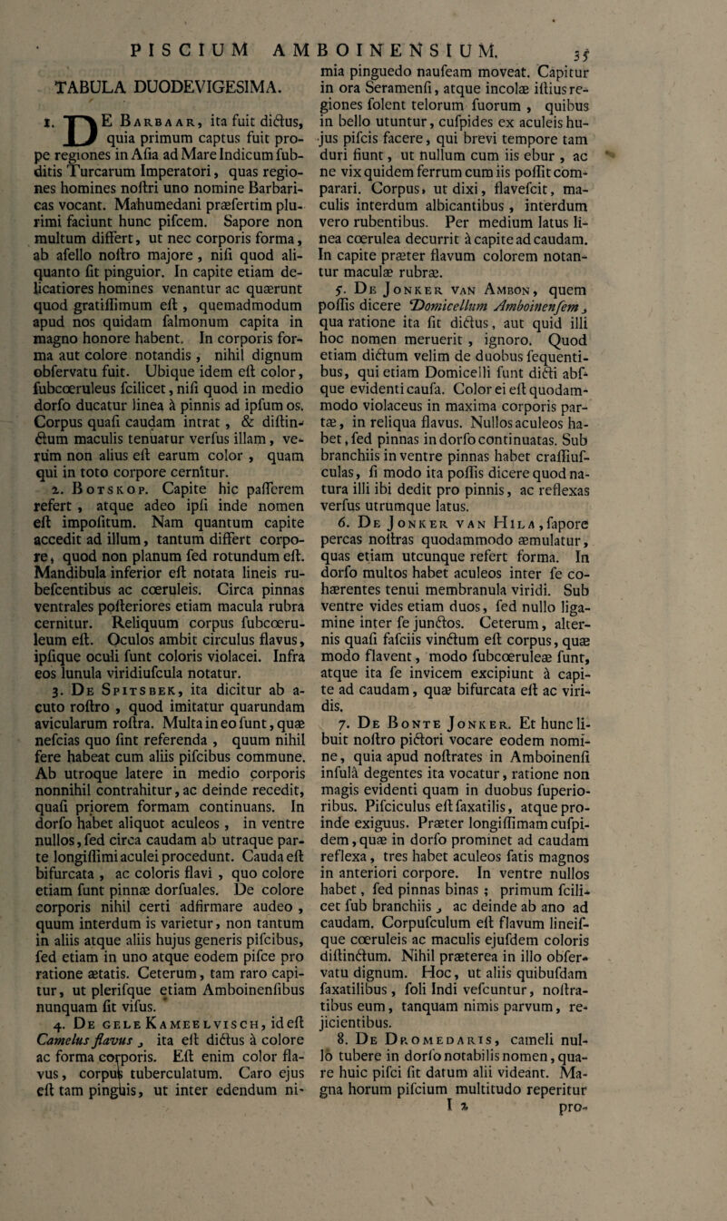 PISCIUM AMBOINENSIUM. TABULA DUODEVIGESIMA. i. TP\E Barba ar, ita fuit diftus, i 3 quia primum captus fuit pro¬ pe regiones inAfia ad Mare Indicum fub- ditis Turearum Imperatori, quas regio¬ nes homines noftri uno nomine Barbari¬ cas vocant. Mahumedani praefertim plu¬ rimi faciunt hunc pifcem. Sapore non multum differt, ut nec corporis forma, ab afello noftro majore , nili quod ali¬ quanto fit pinguior. In capite etiam de¬ licatiores homines venantur ac quaerunt quod gratiflimum eft , quemadmodum apud nos quidam falmonum capita in magno honore habent. In corporis for¬ ma aut colore notandis, nihil dignum obfervatu fuit. Ubique idem eft color, fubcoeruleus fcilicet, nifi quod in medio dorfo ducatur linea it pinnis ad ipfum os. Corpus quafi caudam intrat, & diftin- &um maculis tenuatur verfus illam, ve¬ rum non alius eft earum color , quam qui in toto corpore cernitur. i. Botskop. Capite hic pafferem refert , atque adeo ipfi inde nomen eft impofitum. Nam quantum capite accedit ad illum, tantum differt corpo¬ re , quod non planum fed rotundum eft. Mandibula inferior eft notata lineis ru- befcentibus ac coeruleis. Circa pinnas ventrales pofteriores etiam macula rubra cernitur. Reliquum corpus fubcoeru- leum eft. Oculos ambit circulus flavus, ipfique oculi funt coloris violacei. Infra eos lunula viridiufcula notatur. 3. De Spitsbek, ita dicitur ab a- cuto roftro , quod imitatur quarundam avicularum roftra. Multa in eo funt, quae nefeias quo fint referenda , quum nihil fere habeat cum aliis pifeibus commune. Ab utroque latere in medio corporis nonnihil contrahitur, ac deinde recedit, quafi priorem formam continuans. In dorfo habet aliquot aculeos, in ventre nullos, fed circa caudam ab utraque par¬ te longiflimi aculei procedunt. Cauda eft bifurcata , ac coloris flavi , quo colore etiam funt pinnae dorfuales. De colore corporis nihil certi adfirmare audeo , quum interdum is varietur, non tantum in aliis atque aliis hujus generis pifeibus, fed etiam in uno atque eodem pifce pro ratione aetatis. Ceterum, tam raro capi¬ tur, ut plerifque etiam Amboinenfibus nunquam fit vifus. 4. De gele Kameelvisch, idefl Camelus flavus j ita eft di&us ii colore ac forma corporis. Eft enim color fla¬ vus , corpus tuberculatum. Caro ejus eft tam pinghis, ut inter edendum ni' 3 5 mia pinguedo naufeam moveat. Capitur in ora Seramenfi, atque incolae iftius re¬ giones folent telorum fuorum , quibus in bello utuntur, cufpides ex aculeis hu¬ jus pifeis facere, qui brevi tempore tam duri fiunt, ut nullum cum iis ebur , ac ne vix quidem ferrum cum iis poflit com¬ parari. Corpus» ut dixi, flavefeit, ma¬ culis interdum albicantibus, interdum vero rubentibus. Per medium latus li¬ nea coerulea decurrit -X capite ad caudam. In capite praeter flavum colorem notan¬ tur maculae rubrae. 5. De Jonker van Ambon, quem poflis dicere Domicellum Amboinenfem j qua ratione ita fit ditius, aut quid illi hoc nomen meruerit , ignoro. Quod etiam ditium velim de duobus fequenti- bus, qui etiam Domicelli funt ditii abf- que evidenti caufa. Color ei eft quodam¬ modo violaceus in maxima corporis par¬ tae, in reliqua flavus. Nullos aculeos ha¬ bet* fed pinnas in dorfo continuatas. Sub branchiis in ventre pinnas habet crafliuf- culas, fi modo ita poflis dicere quod na¬ tura illi ibi dedit pro pinnis, ac reflexas verfus utrumque latus. 6. De Jonker van Hila,fapore percas noftras quodammodo aemulatur, quas etiam utcunque refert forma. In dorfo multos habet aculeos inter fe co¬ haerentes tenui membranula viridi. Sub ventre vides etiam duos, fed nullo liga¬ mine inter fe junftos. Ceterum, alter¬ nis quafi fafeiis vin6tum eft corpus, quae modo flavent, modo fubcoeruleae funt, atque ita fe invicem excipiunt & capi¬ te ad caudam, quae bifurcata eft ac viri¬ dis. 7. De Bonte Jonker. Et hunc li¬ buit noftro piftori vocare eodem nomi¬ ne , quia apud noftrates in Amboinenft infula degentes ita vocatur, ratione non magis evidenti quam in duobus fuperio- ribus. Pifciculus eftfaxatilis, atque pro¬ inde exiguus. Praeter longiflimamcufpi- dem,quae in dorfo prominet ad caudam reflexa, tres habet aculeos fatis magnos in anteriori corpore. In ventre nullos habet, fed pinnas binas ; primum fcili¬ cet fub branchiis ^ ac deinde ab ano ad caudam. Corpufculum eft flavum lineif- que coeruleis ac maculis ejufdem coloris diftin&um. Nihil praeterea in illo obfer¬ vatu dignum. Hoc, ut aliis quibufdam faxatilibus, foli Indi vefcuntur, noftra- tibus eum, tanquam nimis parvum, re¬ jicientibus. 8. De Dromedaris, cameli nul¬ lo tubere in dorfo notabilis nomen, qua¬ re huic pifei fit datum alii videant. Ma¬ gna horum pifeium multitudo reperitur I % pro-