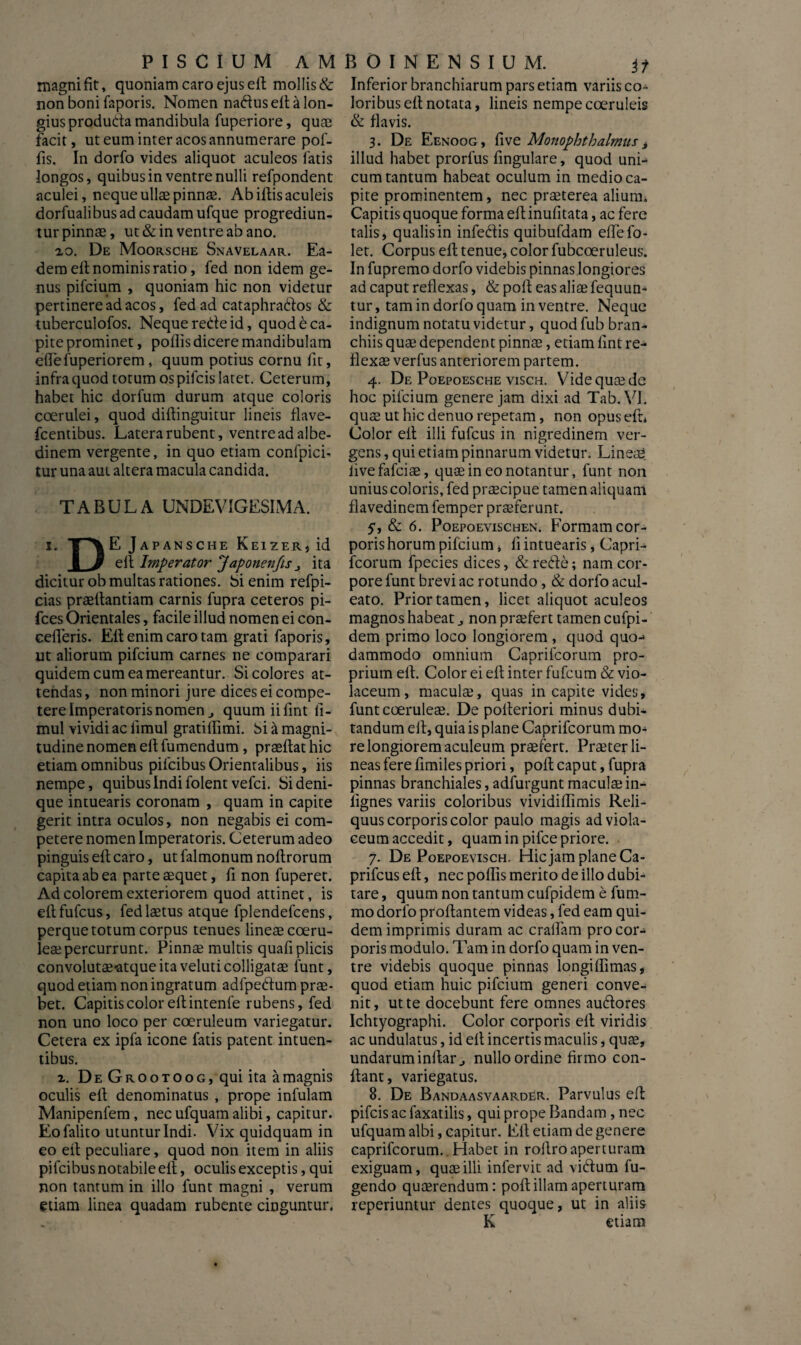 PISCIUM A M magni fit, quoniam caro ejus ed mollis & non boni faporis. Nomen naduselt a lon¬ gius produda mandibula fuperiore, quae facit, ut eum inter acos annumerare pof- fis. In dorfo vides aliquot aculeos fatis longos, quibus in ventre nulli refpondent aculei, neque ullae pinnae. Abidis aculeis dorfualibus ad caudam ufque progrediun¬ tur pinnae, ut & in ventre ab ano. io. De Moorsche Snavelaar. Ea¬ dem ed nominis ratio, fed non idem ge¬ nus pifcium , quoniam hic non videtur pertinere ad acos, fed ad cataphrados & tuberculofos. Neque rede id, quod e ca¬ pite prominet, pofiis dicere mandibulam edefuperiorem, quum potius cornu fit, infra quod totum os pifcis latet. Ceterum, habet hic dorfum durum atque coloris coerulei, quod diftinguitur lineis flave- fcentibus. Latera rubent, ventreadalbe- dinem vergente, in quo etiam confpici- tur una aut altera macula candida. TABULA UNDEVIGESIMA. i. T“*\ E Japansche Keizer, id 1 3 ed Imperator Japonenfis j ita dicitur ob multas rationes, bi enim refpi- cias praedandam carnis fupra ceteros pi- fces Orientales, facile illud nomen ei con¬ cederis. Ed enim caro tam grati faporis, ut aliorum pifcium carnes ne comparari quidem cum ea mereantur. Si colores at¬ tendas , non minori jure dices ei compe¬ tere Imperatoris nomen ^ quum iifint fi- mul vividi ac limul gratidimi. bi a magni¬ tudine nomen ed fumendum, praedat hic etiam omnibus pifcibus Orientalibus, iis nempe, quibus Indi folent vefci. bi deni¬ que intuearis coronam , quam in capite gerit intra oculos, non negabis ei com¬ petere nomen Imperatoris. Ceterum adeo pinguis ed caro, ut falmonum nodrorum capita ab ea parte aequet, fi non fuperet. Ad colorem exteriorem quod attinet, is edfufcus, fed laetus atque fplendefcens, perque totum corpus tenues lineae coeru¬ leae percurrunt. Pinnae multis quafi plicis convolutae-atque ita veluti colligatae funt, quod etiam non ingratum adfpetdum prae¬ bet. Capitis color ellintenfe rubens, fed non uno loco per coeruleum variegatur. Cetera ex ipfa icone fatis patent intuen- tibus. 2. De Grootoog, qui ita a magnis oculis ed denominatus , prope infulam Manipenfem, nec ufquam alibi, capitur. Eofalito utuntur Indi. Vix quidquam in eo ed peculiare, quod non item in aliis pifcibus notabile ed, oculis exceptis, qui non tantum in illo funt magni , verum etiam linea quadam rubente cinguntur* BOINENSIUM. it Inferior branchiarum pars etiam variis co¬ loribus ed notata, lineis nempe coeruleis & flavis. 3. De Eenoog, five Monophthalmus ± illud habet prorfus fingulare, quod uni¬ cum tantum habeat oculum in medio ca¬ pite prominentem, nec praeterea alium* Capitis quoque forma edinufitata, ac fere talis* qualis in infedis quibufdam eflefo- let. Corpus ed tenue, color fubcoeruleus. In fupremo dorfo videbis pinnas longiores ad caput reflexas, & poli eas aliae fequun- tur, tam in dorfo quam in ventre. Neque indignum notatu videtur, quod fub bran¬ chiis quae dependent pinnae, etiam fint re¬ flexae verfus anteriorem partem. 4. De Poepoesche visch. Videquaedc hoc pifcium genere jam dixi ad Tab.Vl. quae ut hic denuo repetam, non opus ed* Color ed illi fufcus in nigredinem ver¬ gens , qui etiam pinnarum videtur. Lineae, livefafciae, quae in eo notantur, funt non unius coloris, fed praecipue tamen aliquam flavedinem femper praeferunt. y, & 6. Poepoevischen. Formam cor¬ poris horum pifcium* fi intuearis, Capri¬ fcorum fpecies dices, & rede; nam cor¬ pore funt brevi ac rotundo, & dorfo acul¬ eato. Prior tamen, licet aliquot aculeos magnos habeat,, non praefert tamen cufpi- dem primo loco longiorem , quod quo-> dammodo omnium Caprifcorum pro¬ prium ed. Color ei ed inter fufcum & vio¬ laceum, maculae, quas in capite vides, funt coeruleae. De poderiori minus dubi¬ tandum ed, quia is plane Caprifcorum mo¬ re longiorem aculeum praefert. Praeter li¬ neas fere fimiles priori, pod caput, fupra pinnas branchiales, adfurgunt maculae in- fignes variis coloribus vivididimis Reli¬ quus corporis color paulo magis ad viola¬ ceum accedit, quam in pifce priore. 7. De Poepoevisch. Hic jam plane Ca- prifcus ed, nec poflis merito de illo dubi¬ tare , quum non tantum cufpidem e fum- mo dorfo prodantem videas, fed eam qui¬ dem imprimis duram ac eradam pro cor¬ poris modulo. Tam in dorfo quam in ven¬ tre videbis quoque pinnas longiflimas, quod etiam huic pifcium generi conve¬ nit, ut te docebunt fere omnes au&ores Ichtyographi. Color corporis ed viridis ac undulatus, id ed incertis maculis, quae, undarum indar nullo ordine firmo con¬ dant, variegatus. 8. De Bandaasvaarder. Parvulus ed pifcis ac faxatilis, qui prope Bandam, nec ufquam albi, capitur. Ed etiam de genere caprifcorum. Habet in roflro aperturam exiguam, quae illi infervit ad viftum fu- gendo quaerendum: pod illam aperturam reperiuntur dentes quoque, ut in aliis K etiam