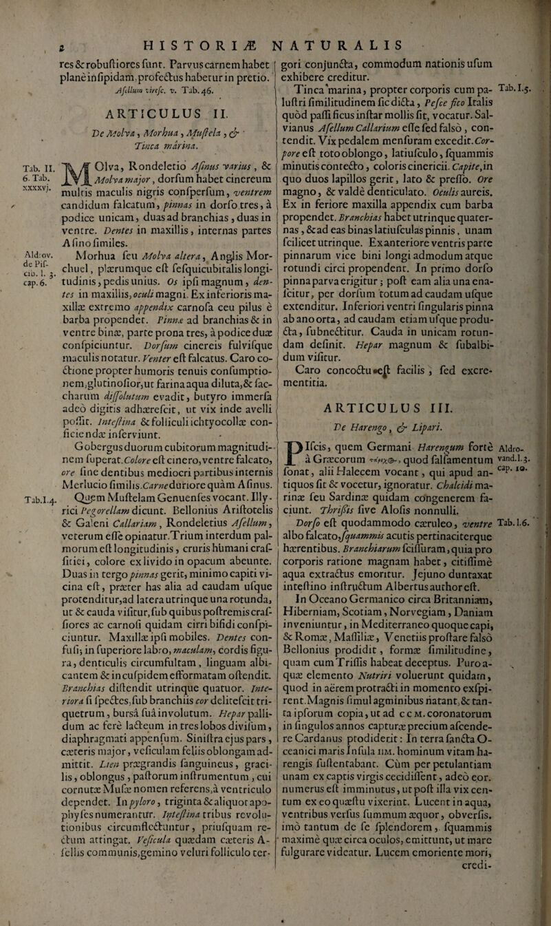 Tab. II. 6- Tab. xxxxvj. Aldiov. de Pif- C1D. 1. cap. 6. Tab.I.4. * HISTORIA NATURALIS res & robuftiores funt. Parvius carnem habet plane in Apidani, profc&us habetur in pretio. jAfcllum lirtfe. v. Tab. 46. , ARTICULUS II. De Mofoa, Morhua, Mu fi eia , (fi ' Tinca, marina. ■s M Olva, Rondelecio Afinus 'varius , 8c Molva major, dorfum habet cinereum mulcis maculis nigris confperfum, ventrem candidum falcatum, pinnas in dorfo tres, a podice unicam, duas ad branchias , duas in ventre. Dentes in maxillis, internas partes A lino finiiles. Morhua fcu Molya altera, Anglis Mor- chuel, plxrumque eft fefquicubiralis longi¬ tudinis, pedis unius. Os ipfi magnum, den¬ tes in maxillis, magni. Ex inferioris ma- xillre extremo appendix carnofa ceu pilus e barba propendet. Pinna ad branchias & in ventre bina?, parte prona tres, a podice dure confpiciuntur. Dorfum cinereis fulvifque maculis notatur. Venter eft falcatus. Caro co¬ ctione propter humoris tenuis confumptio- nem,glutinofior,ut farina aqua diluta,& fac- charum dtffolutum evadit, butyro immerfa adeo digitis adhaxefeit, ut vix inde avelli poftif. lnteftina & folliculi ichtyocolla: con¬ ficienda? inferviunt. Gobergus duorum cubitorum magnitudi¬ nem fuperat.CoW eft cinero,ventre falcato, ore line dentibus mediocri partibus internis Merlucio fimilis.Carwduriore quam Afinus. Qupm Muftelam Genuenfes vocant. Illy¬ rici Pegorellam dicunt. Bellonius Ariftotelis & Galeni Callarixm , Rondeletius Afellum, veterum efte opinatur.Trium interdum pal¬ morum eft longitudinis, cruris humani craf- fttiei, colore ex livido in opacum abeunte. Duas in tergo pinnas gerit, minimo capiti vi¬ cina eft, prteter has alia ad caudam ufque protenditur,ad latera utrinque una rotunda, ut & cauda vifitur.fub quibus poftremiscraf- fiores ac carnoli quidam cirri bifidi confpi¬ ciuntur. Maxilla? ipfi mobiles. Dentes con- fufij in fuperiore labro, maculam, cordis figu¬ ra, denticulis circumfiiltam, linguam albi¬ cantem & incufpidcmefFormatam oftendit. Branchias diftendit utrinque quatuor. Inte¬ riora fi fpeftesjfub branchiis cor delitefcit tri¬ quetrum, bursa fua involutum. Hepar palli¬ dum ac fere lafleum in tres lobos divifum, diaphragmati appenfum. Siniftraejus pars, ca?ceris major, veficulam feliisoblongamad- mittit. Lien praegrandis (anguineus, graci¬ lis , oblongus , paftorum inftrumentum , cui cornutas Mufa? nomen refcrens,a ventriculo dependet. In pyloro, triginta & aliquot apo- phyfesnumerantitr. InteJHna tribus revolu¬ tionibus circumflectuntur, priufquam re¬ ctum attingat. Veficula qua?dam ceteris A- fellis communis,gemino veluri folliculo ter¬ gori conjunCta, commodum nationisufum exhibere creditur. Tinca'marina, propter corporis cumpa- luftri fimilitudinem ficdi£ta, Pefce fico Italis quod pafli ficus inftar mollis fit, vocatur. Sal- vianus A felium Callarium efte fed falso , con¬ tendit. Vix pedalem menfuram excedit.Cor- pore eft toto oblongo, latiufculo, fquammis minutis conteCto, coloris cinericii. Capite,in quo duos lapillos gerit, lato & preflo. Ore magno, & valde denticulato. Oculis aureis. Ex in feriore maxilla appendix cum barba propendet. Branchias habet utrinque quater¬ nas , &ad eas binas latiufculas pinnis, unam fcilicet utrinque. Exanteriore ventris parce pinnarum vice bini longi admodum atque rotundi circi propendent. In primo dorfo pinna parva erigitur; poft eam alia una ena- lcitur, per dorfum totum ad caudam ufque extenditur. Inferiori ventri lingularis pinna ab ano orta, ad caudam etiam ufque produ- Cta, fubneCtitur. Cauda in unicam rotun¬ dam definit. Hepar magnum Sc fubaibi- dum vifitur. Caro conco&u facilis , fed excre- mentitia. ARTICULUS III. De Harengo, (fi Lipari. Plfcis, quem Germani Harengum forte a Gnecorum , quod falfamentum fonat, aliiHalecem vocant, qui apud an¬ tiquos fit & vocetur, ignoratur. Chalcidi ma¬ rinas feu Sardinae quidam congenerem fa¬ ciunt. Thrifits live Alofis nonnulli. Dorfo eft quodammodo caeruleo, ventre albo falcato ,fquammis acutis pertinaciterque haerentibus. Branchiarumfcifluram,quiapro corporis rarione magnam habet, citiflime aqua extradus emoritur. Jejuno duntaxat inteftino inftrvittum Albertusauthoreft. In Oceano Germanico circa Britanniam, Hiberniam, Scotiam, Norvegiam, Daniam inveniuntur, in Mediterraneo quoque capi, & Romae, Malllliae, Venetiis proftare falso Bellonius prodidit, formae fimilitudine, quam cumTriflis habeat deceptus. Puroa- quae elemento Nutriri voluerunt quidarn, quod in aerem protra£ti in momento exfpi- rent.Magnis fimul agminibus iiatant,& tan¬ ta ipforum copia, ut ad cc m.coronatorum in fingulos annos capturae precium afeende- re Cardanus prodiderit: In terra fandtaO- ceanici maris Infula iim. hominum vitam ha- rengis fuftentabant. Cum per petulantiam unam ex captis virgis cecidiflent, adeo eor. numerus eft imminutus, ut poft illa vix cen¬ tum ex eo quaeftu vixerint. Lucent in aqua, ventribus verfus ftimmumtequor, obverfis. imo tantum de fe fplcndorem,. fquammis maxime qua? circa oculos, emittunt, ut mare fulgurare videatur. Lucem emoriente mori, credi- Tab.1.5. Aldro- vand.l.3. cap. 10. Tab. 1.6.