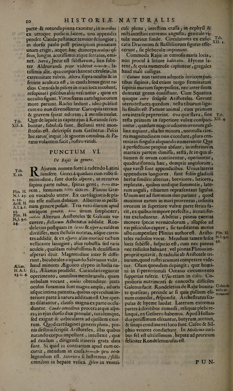 parte & rotunda pinna exoritur, in maribus ex utroque podicis latere, una appendix pendet. Cauda paftinacse tenuior & longior; in dorfo paulo poft principium pinnatam unam erigit, atque hac deinceps aculeus oC- feus, longus, acutiflimus atque ferratus, emi¬ net. Intra, Jecur eft fiubflavum, lien fuba- ter. Aldrovandi prior videtur **«<p**@-, la- tiflimisalis, qua corpori haerent casruleis, in extremitate rubris. Altera fupra oculos & in fronte aculeata eft , in cauda binos gerit ra¬ dios. Coenofa hi pifces in mari loca incolunt, refupinati pifeibusaliis velcuntur, quos ex occulto figunt. Vivos foetus cartilagineorum more pariunt. Radio laedunt, ideo publice cum eo non divenduntur Caro quia tetrum & gravem fpirat odorem, & menfisexulat. Tab. Quae de lapide in capite ejus a Kiranide fen- XII. 2. buntur, fabulofa funt. Beilonii vere mon- ftrofuseft. defcripfit eum Gelnerus:Pifcis hic rarus(inquit) & ignotus omnibus. & Pa- raeus volantem facit, roftro viridi. PUNCTUM VI. Tab. X. 12. Plin. H. N.l. 23- c. II. Arift. H. A.l.Z.c. i?- Plin. H. Nd- 9 C' 24- yElian. H. A. 1. i*.c. 4. Ve Rajis in genere. RAjarum nomen forte a radendo Latini lumfere. Graeci a quadam cum rubo li- militudine, funt dorfo afperx, ut recurvas fupina parte rubus, fpinas gerit* ma¬ rem , foeminam dixe re. Plinius Grae¬ co vocabulo utitur. Ex cartilagineis & pla¬ nis efte nullum dubium. Albertus in pecti¬ num genere pofuit. Tria vero illarum apud antiquos genera. unum limpliciter, XtiiGzlov Alterum Ariftoteles '&c Galenus vo¬ cavere» (lellatum Athenaeus addidit Ron- deletius poftquam in Uves &ajperas eafdem divilifler, mox ftellulis notatas, iifque caren¬ tes addidit, & ex alias monice taCtum vellicante lanugine, alias robuftis led raris aculeis * quafdam robuftiffimis & denfiflimis afperari dixit. Magnitudine inter fe diffe¬ runt , bicubitalesaiiquando Salvianus vidit, haud minores ALgolico clypeo in Indiana- fci, ^Elianus prodidit. Cuticulari teguntur operimento, omnibus membranula, quam nebulam vocant , oculus obtenditur, juxta oculos foramina funt magna ampla, adoris ufque intima patentia, quibus operculum in¬ teriore parte a natura additum eft Ore aper¬ to dilatantur, claufo magna exparte occlu¬ duntur. Cauda omnibus procera atque afpe- ra-, in ejus dorfo dux pinnula;, totidemque, fed exigua; & orbiculares ad ej 11 fdem exor¬ tum. Quod cartilaginei generis plana, pin¬ nis deftituifcripfit Ariftoteles, illas quibus natando corpus impellunt, intellexit, quae ad caudam , dirigendi itineris grata data funt. Si quid in contrarium apud eum oc¬ currit , mendum in caufapro gJ*©. legendum eft. Interiora fi luftremus , fellis culi plexu ; inteftina crafla; in ecphyfi & reCliinteftini extremo angufta, genitale vi¬ tula; marina; fimile. Circulatores ex exfic- Tab. catis Draconum & Bafilifcorum figuras efte- ' ** cerunt, fic plebeculae imponunt. Commoda Rajis in ccenofismaris locis, non procul a littore habitatio. Hyeme la¬ tent, & quia numerofie capiuntur, gregales haud male colligas. Coeunt non tantum admotis invicem par¬ tibus fupinis, fed etiam tergo fceminarum fupinis marium fuperpofitis, nec inter fuum duntaxat genus confiftunt. Cum Squatina quoque coire fccipfit Ariftoteles. Gerunt utero teftaceaqusedam, tefta tibiarum ligu- lisfimilis eft. Pariunt animal, cum primum ova intra fepepererint. Ova quee flava, fine Tab. tefta primum in luperiore vulva; confpici- XII. 4. untur ,qua;dam magnitudinem ovorum gal¬ lina; sequant, alia his minora, nonnulla cice¬ ris magnitudinem non excedunt, plura cen¬ tenis in fingulis aliquando numerantur.Qua; a perfectione propius abfunt, in inferiorem matricis partem dimifta, reftd, & in qua al¬ bumen & ovum continentur, operiuntur, quadratiformia hsec , demptis angulorum , qua; variae funt appendicibus. Unius lateris appendices longiores , funt foliis gladioli herba;fimiles:alterius, breviores, latiores, replicata;, quibus undique fummotis, late¬ rum anguli, tibiarum reprsefentant ligulas, i Unum aut ad fummum duo pariunt , quod \ maximus earum in mari proventus, infinita ovorum in fuperiore vulvae parte feries fa¬ cit , ex quibus tempore perfeCtis, iterati foe¬ tus excluduntur. Abditas , pinnas exertas movere fpecie vermiculorum , allapfos ad eas pifciculos capere , fic tarditatem motus aftucompenfare Plinius authoreft. Arifto- Plm. H. teles radiolos vocat. Mendum tamen hifce N,1,9 C* locis fubefle, fufpicio eft, cum nec pinnas 42’ nec radiolos habeant, vel pinnas Plinius im¬ proprie vocavit, & radiolis ab Ariftotele tri¬ butum,quod roftri acumini competere vide¬ tur. Olaus quondam depingit j quae hoipi- ni in feptentrionali Oceano circumvento fuppetias tulerit. Ufus etiam in Cibis. Co- piofioris nutrimenti 6c concoCtu difficiles Galenus facit. RondeletiusdeRaja; bonita- Galen.de te quaefitus •, perinde ac fi quis pallium eli- ^nuame.' xum comedat, i^efpondit. Archeftratus fca- pulas & hyeme laudat. Laterum extremas partes a divitibus comedi, reliquas plebi re¬ linqui, ex Gefnero habemus. ApudHollan- dospotiftimum elixantur, butyrum.acctum, & finapi condimenti loco funt. Cafeo & Sil¬ phio veteres condiebam. In Medicina auri¬ bus fel eft ultiiiflimum, hepate ad pruritum feliciter Rondeletius ufus eft.