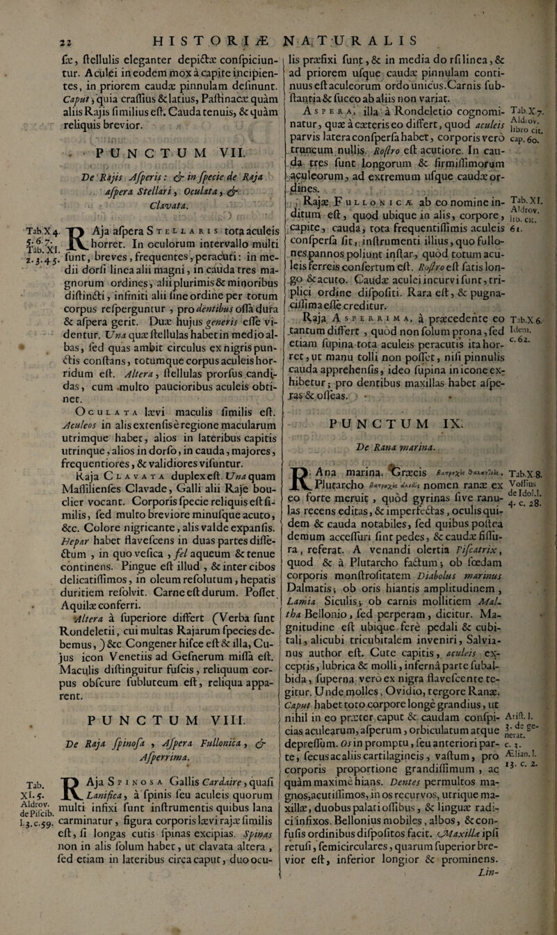 fas, fiellulis eleganter depi&as confpiciun- tur. Aculei in eodem mox a capice incipien¬ tes, in priorem caudae pinnulam delinunt. Caput, quia craffius & latius, Paftinacas quam aliis Rajis fimilius efi. Cauda tenuis, &: quam reliquis brevior. PUNCTUM VII. De Rajis A [peris: & in [pede de Raja, afpera Stellayi, Oculata, & Clavata. Tab x 4. TJ Aja afpera Stellaris tota aculeis Tab XI JLV.h°rret:- 1° oculorum intervallo multi 2.3.45. funt, breves, frequentes, peracuti: in me¬ dii dorli linea alii magni, in cauda tres ma¬ gnorum ordines, alii plurimis & minoribus difiinCti, infiniti alii fine ordine per totum corpus refperguntur , pro dentibus olla dura & afpera gerit. Duae hujus generis efie vi¬ dentur. UWqu3sfiellulas habet in medio al¬ bas, fed quas ambit circulus ex nigris pun- Ctis conftans, totumque corpus aculeis hor¬ ridum efi. Altera, fiellulas prorfus candi¬ das , cum multo paucioribus aculeis obti¬ net. Oculata lasvi maculis fimilis efi. Aculeos in alisextenfiseregione macularum utrimque habet, alios in lateribus capitis utrinque, alios in dorfo > in cauda, majores, frequentiores, & validiores vifuntur. Raja Clavata duplex efi. Una quam Maflilicnfes Clavade, Galli alii Raje bou- clier vocant. Corporis fpecie reliquis efi fi¬ milis , fed multo breviore minufque acuto, &c. Colore nigricante, alis valde expanfis. Hepar habet flavefeens in duas partes difie- Ctum , in quovefica , fel aqueum & tenue continens. Pingue efi illud , & inter cibos delicatifiimos, in oleum refolutum, hepatis duritiem refolvit. Carne efi durum. Pofiet Aquilas conferri. Altera a fuperiore differt (Verba funt Rondeletii, cui multas Rajarum fpecies de¬ bemus , _) &c Congener hifce efi & illa, Cu¬ jus icon Venedis ad Gefnerum mifia efi. Maculis diftinguitur fufeis, reliquum cor¬ pus obfcure fubluteum efi, reliqua appa¬ rent. PUNCTUM VIII. Ve Raja fpinofa , Ajpcra Fullonica, & Afperrima. RAja S p 1 n o s a Gallis Cardaire, quali Lanifica, a fpinis leu aculeis quorum multi infixi funt inftrumentis quibus lana carminatur, figura corporislasvi rajasfimilis efi, fi longas cutis fpinas excipias. Spinas non in alis folum habet, ut clavata altera , fed etiam in lateribus circa caput, duo ocu¬ lis praefixi funt,& in media dorfilinea,& ad priorem ufque caudae pinnulam conti¬ nuus efi aculeorum ordo unicus.Carnis fub- ftantia& fucco ab aliis non variat. Aspera', fila a Rondeletio cognomi¬ natur, quas a caste r is eo differt, quod aculeis parvis lateraconfperfahabet, corporis vero truncum nulli$. Roflro efi acutiore. In cau¬ da tres funt longorum & firmifiimorum qyyleorum, ad extremum ufque caudas or- Tab.x.7. Aldi o'v. libro cit. cap. 60. Tab. XI. 5- Aldrov. dePifcib. I.3.C.59. ; Rajas Fullonica ab eo nomine in¬ ditum efi, quod ubique in alis, corpore, capite, cauda, tota frequentiflimis aculeis confperfa fit, inftrumenti illius, quo fullo¬ nes,pannos poliunt infiar , quod totum acu¬ leis ferreis confertum efi. Roflro efi fatis lon¬ go &acuto. Caudee aculei incurvi funt, tri¬ plici ordine difpofiti. Rara efi, & pugna- cifiimaefie creditur. Raja. Asperrima, a praecedente eo tantum differt , quod non folum prona, fed etiam lupina tota aculeis peracutis ita hor¬ ret , ut manu tolli non pofiet, nili pinnulis cauda apprehenfis, ideo fupina in icone exr hibetur; pro dentibus maxillas habet afpe- jgs&ofieas. PUNCTUM IX Ve Rana marina. R. Ana marina. Graecis _ PJucarcho t nomen ranae ex eo forte meruit , quod gyrinas live ranu¬ las recens editas, & imperfectas, oculis qui¬ dem & cauda notabiles, fed quibus poitra demum accefiuri fint pedes, & caudae fifiii- ra, referat. A venandi olertia rifcatrix, quod & a Plutarcho faCtum ■, ob foedam corporis monftrofitatem Diabolus marinus Dalmatis; ob oris hiantis amplitudinem, Lamia Siculis*. ob carnis mollitiem Mal¬ tha Bellonio, fed perperam , dicitur. Ma¬ gnitudine efi ubique fere pedali & cubi¬ tali, alicubi tricubitalem inveniri, Salvia- nus author efi. Cute capitis, aculeis ex¬ ceptis , lubrica & molli, inferna parte fubal- bida, fuperna vero ex nigra flavefcente te¬ gitur. Unde molles , Ovidio, tergore Ranas. Caput habet toto corpore longe grandius, ut nihil in eo prscter caput & caudam confpi- cias aculearum,afperum, orbiculatum atque depreffum. Os in promptu, feu anteriori par¬ te, fecus ac aliis cartilagineis, vaftum, pro corporis proportione grandifiimum , ac quam maxime hians. Dentes permultos ma¬ gnos,acutiflimos, in os recurvos, utrique ma¬ xillas, duobus palati oflibus, Sc linguas radi¬ ci infixos. Bellonius mobiles, albos, &con- fufis ordinibus difpofitos facit, cMaxilla ipii rerufi, femicirculares, quarum fuperior bre¬ vior efi, inferior longior & prominens. , Lin- Tab.Xr. Aldrov. llD. Clt. 6l. Tib.X 6. Idem. c. 62. Tab.X8. Voffius de IdoI.I. 4. c. 28. Arift. I. 3. de ge¬ nerat, c. *. ALlian. I. 13. c. 2.